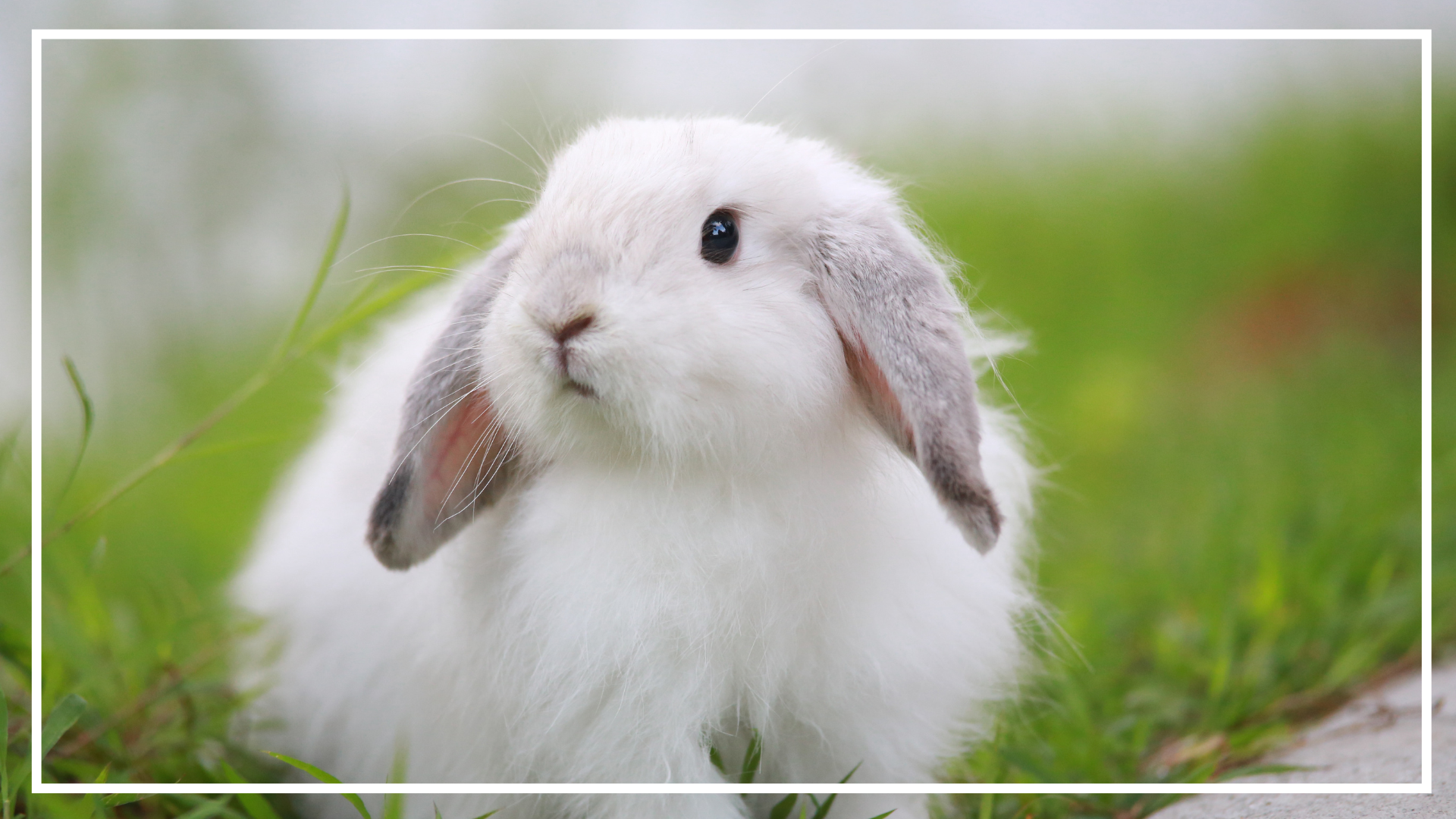 Pet Sitting Services in Saltash. Pet Sitting Services in Cornwall. Pet Sitting Services in Devon