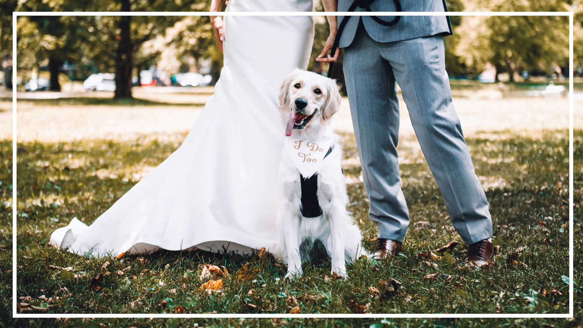 Pet Sitting Services in Saltash. Pet Sitting Services in Cornwall. Pet Sitting Services in Devon