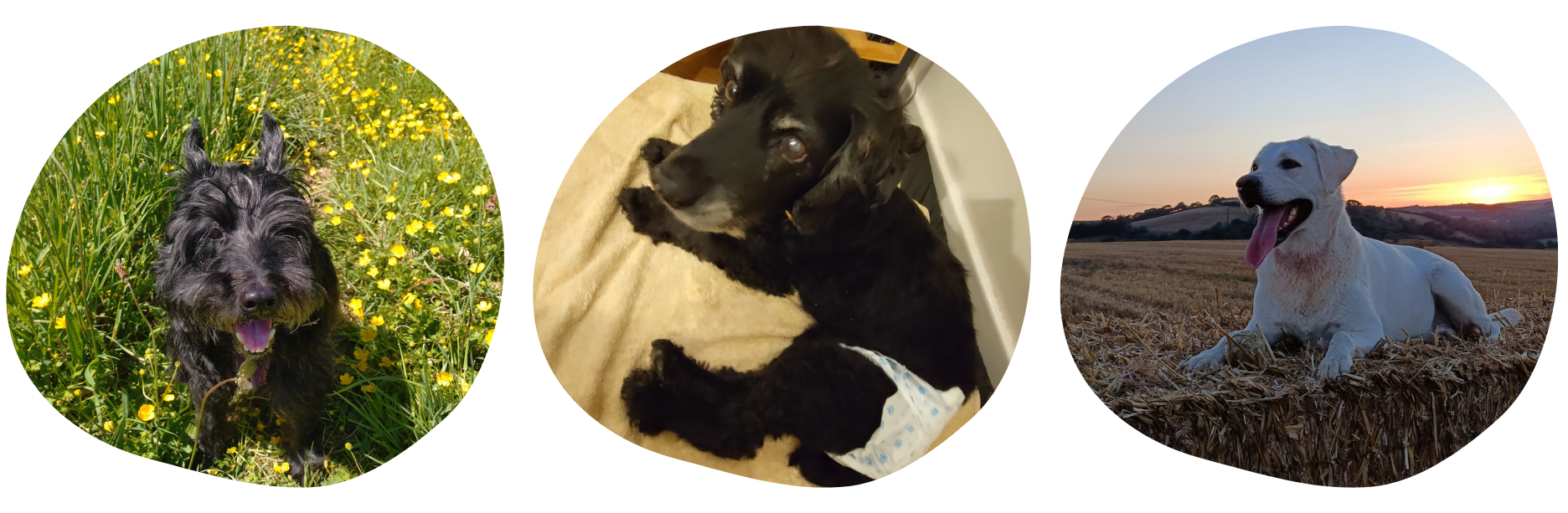 Pet Sitting Services in Saltash. Pet Sitting Services in Cornwall. Pet Sitting Services in Devon