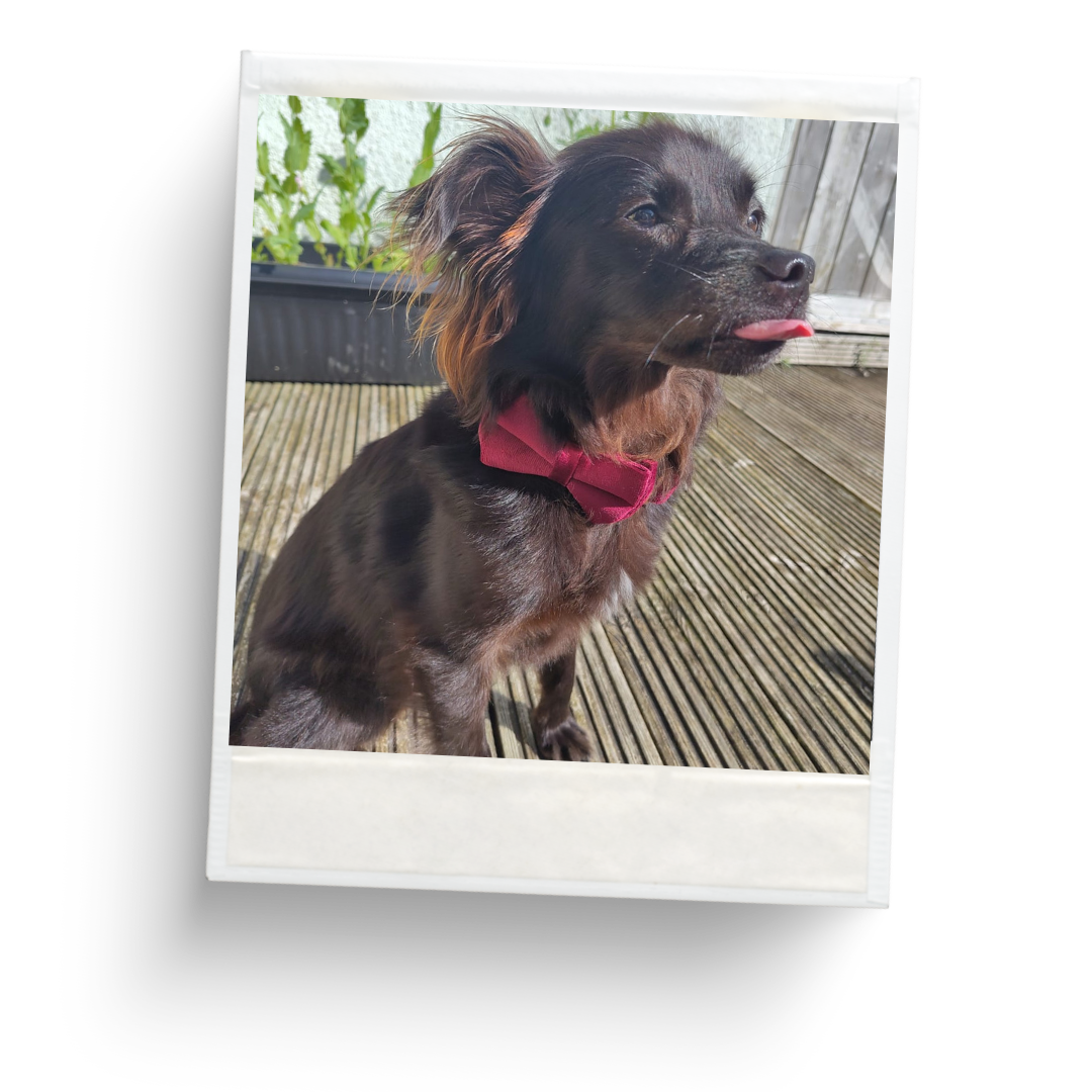 Pet Sitting Services in Saltash. Pet Sitting Services in Cornwall. Pet Sitting Services in Devon