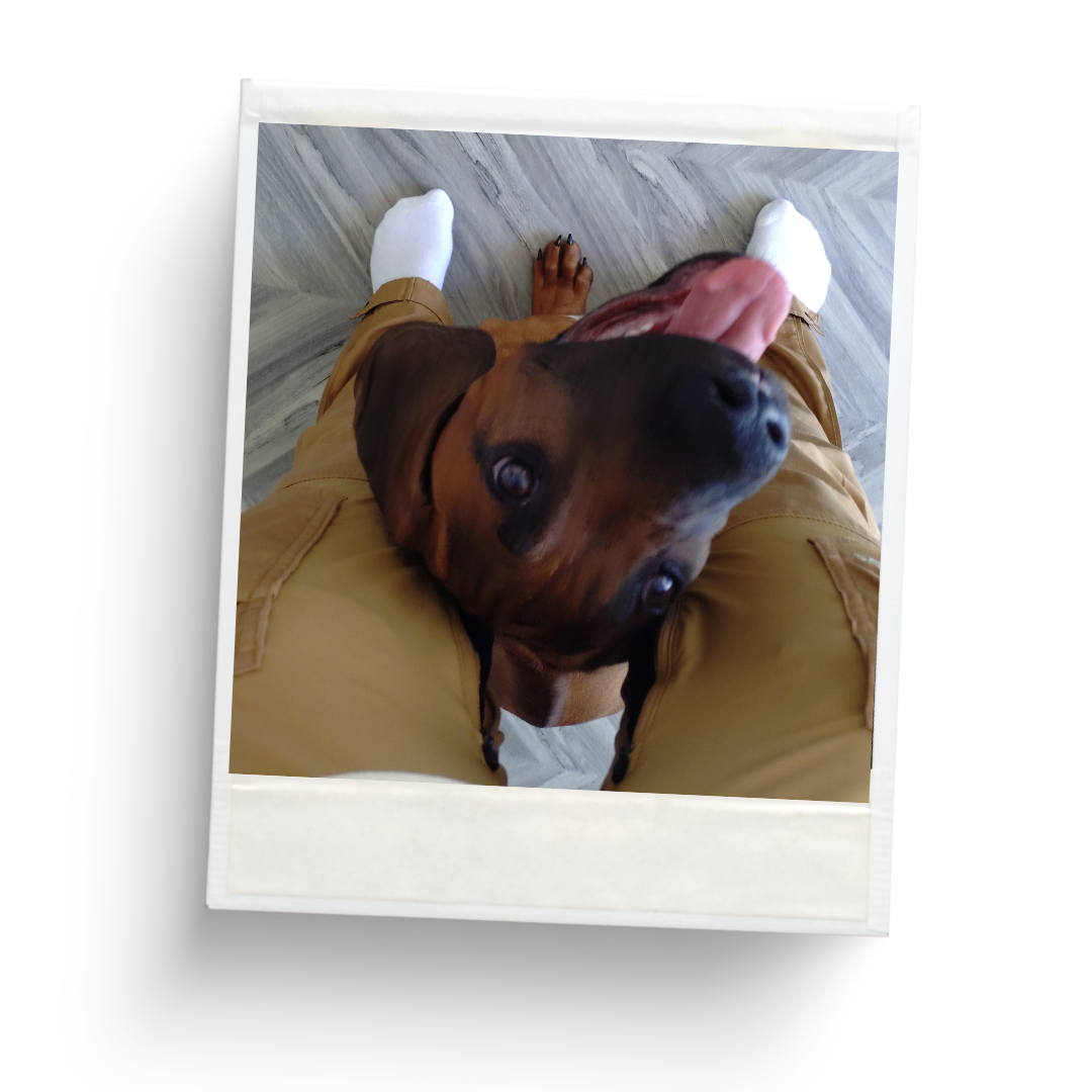 Pet Sitting Services in Saltash. Pet Sitting Services in Cornwall. Pet Sitting Services in Devon