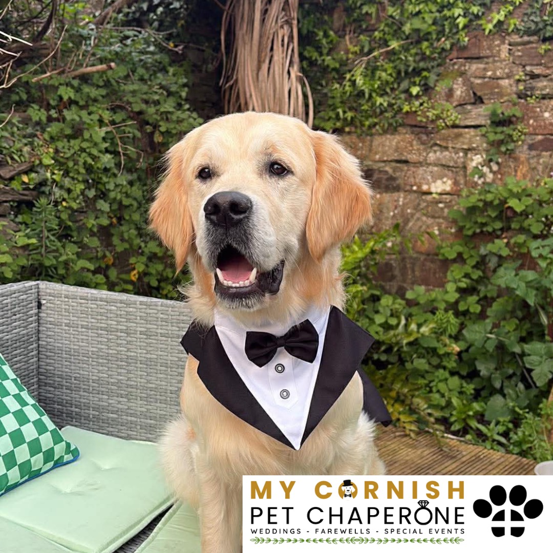 PET CHAPERONE SERVICES IN CORNWALL. PET CHAPERONE SERVICES IN SALTASH. PET CHAPERONE SERVICES IN DEVON. PET CHAPERONE SERVICES IN DEVON & CORNWALL. My Cornish Pet Chaperone offers trusted pet chaperone services and personalised pet chaperone services in Saltash, as well as expert pet chaperone services and pet chaperone services across Devon, and Devon and Cornwall. Whether you're looking for a reliable pet chaperone in Saltash or need a dedicated pet chaperone provider in Devon and Cornwall, we’ve got you covered. We also provide professional pet chaperone services, including wedding pet chaperone, special event pet chaperone, and life event pet chaperone services throughout Saltash and the whole Devon and Cornwall region — helping your pets be part of your most meaningful moments with love and care.