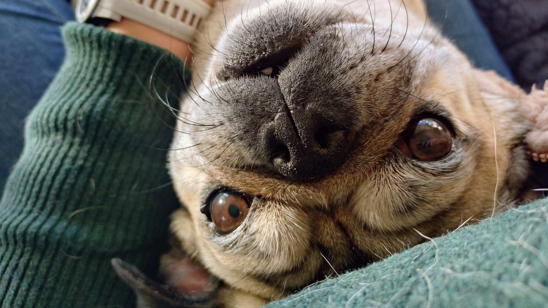 Pet Sitting Services in Saltash. Pet Sitting Services in Cornwall. Pet Sitting Services in Devon