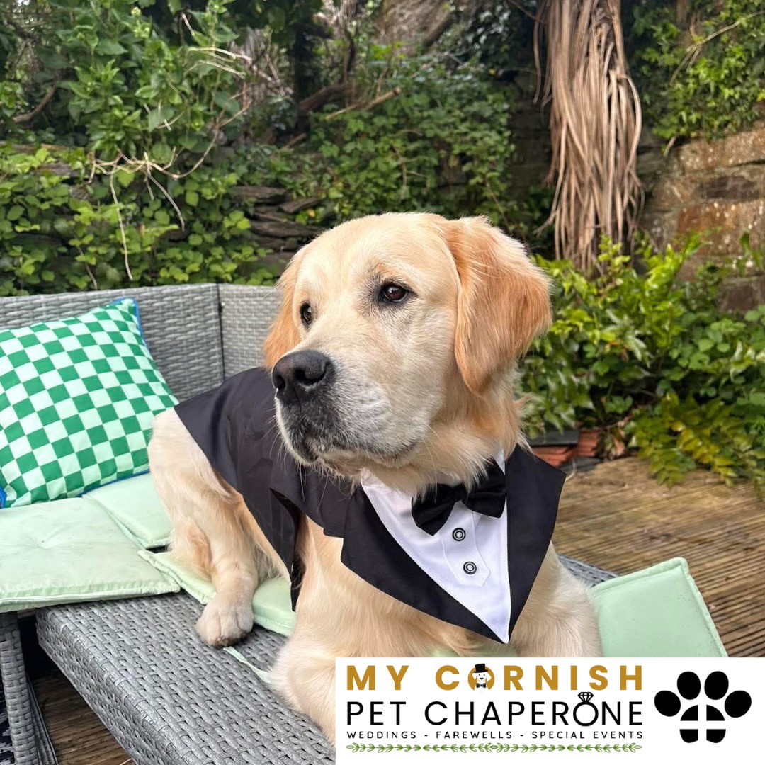 PET CHAPERONE SERVICES IN CORNWALL. PET CHAPERONE SERVICES IN SALTASH. PET CHAPERONE SERVICES IN DEVON. PET CHAPERONE SERVICES IN DEVON & CORNWALL. My Cornish Pet Chaperone offers trusted pet chaperone services and personalised pet chaperone services in Saltash, as well as expert pet chaperone services and pet chaperone services across Devon, and Devon and Cornwall. Whether you're looking for a reliable pet chaperone in Saltash or need a dedicated pet chaperone provider in Devon and Cornwall, we’ve got you covered. We also provide professional pet chaperone services, including wedding pet chaperone, special event pet chaperone, and life event pet chaperone services throughout Saltash and the whole Devon and Cornwall region — helping your pets be part of your most meaningful moments with love and care.