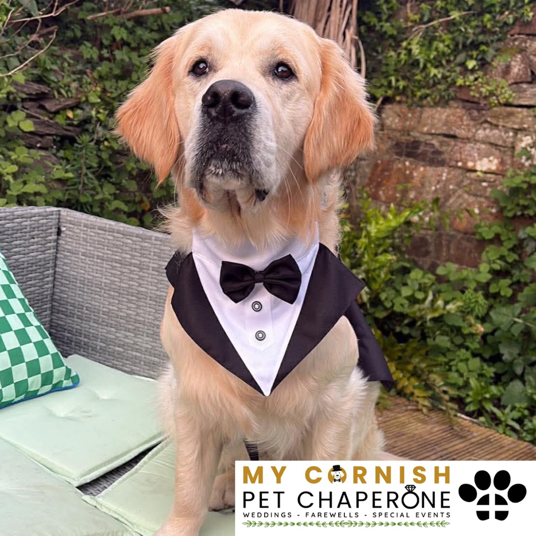 PET CHAPERONE SERVICES IN CORNWALL. PET CHAPERONE SERVICES IN SALTASH. PET CHAPERONE SERVICES IN DEVON. PET CHAPERONE SERVICES IN DEVON & CORNWALL. My Cornish Pet Chaperone offers trusted pet chaperone services and personalised pet chaperone services in Saltash, as well as expert pet chaperone services and pet chaperone services across Devon, and Devon and Cornwall. Whether you're looking for a reliable pet chaperone in Saltash or need a dedicated pet chaperone provider in Devon and Cornwall, we’ve got you covered. We also provide professional pet chaperone services, including wedding pet chaperone, special event pet chaperone, and life event pet chaperone services throughout Saltash and the whole Devon and Cornwall region — helping your pets be part of your most meaningful moments with love and care.