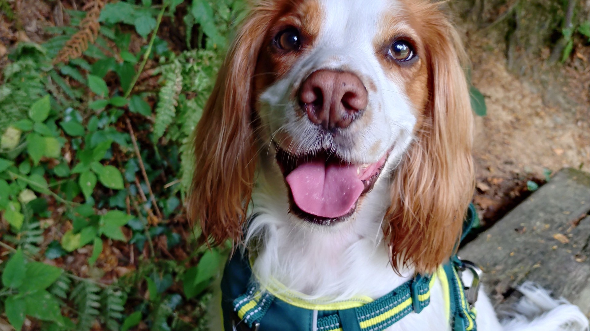 Pet Sitting Services in Saltash. Pet Sitting Services in Cornwall. Pet Sitting Services in Devon. Pet Sitting Services in Devon & Cornwall 