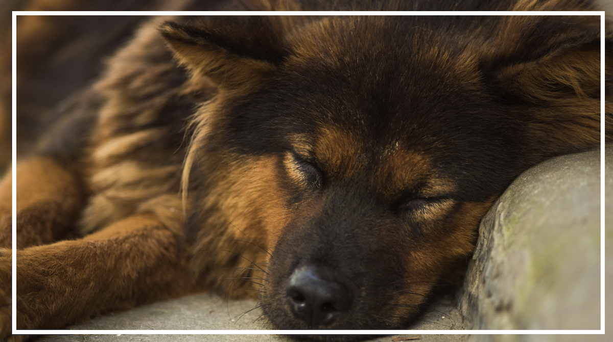 PET SITTING SERVICES IN CORNWALL. PET SITTING SERVICES IN SALTASH. PET SITTING SERVICES IN DEVON. PET SITTING SERVICES IN DEVON & CORNWALL. My Cornish Pet Companion offers trusted pet sitting services and personalised pet care services in Saltash, as well as expert pet sitting services and pet care services across Devon, and Devon and Cornwall. Whether you're looking for a reliable pet sitter in Saltash or need a dedicated pet sitter in Devon and Cornwall, we’ve got you covered. We also provide professional pet chaperone services, including wedding pet chaperone, special event pet chaperone, and life event pet chaperone services throughout Saltash and the whole Devon and Cornwall region — helping your pets be part of your most meaningful moments with love and care.