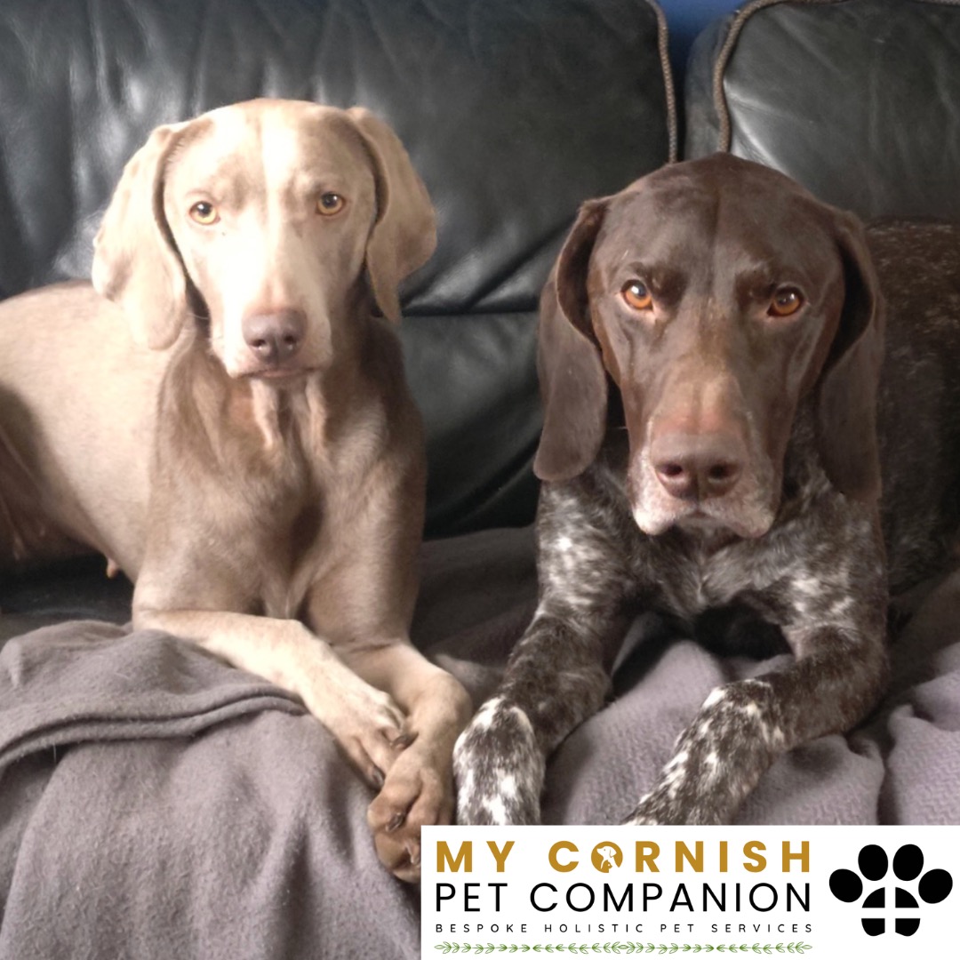 Trusted Pet Sitting Services in Saltash, Cornwall and Devon Looking for reliable, caring and professional pet sitting services in Saltash, Cornwall and Devon? Jess at My Cornish Pet Companion provides high-quality, personalised pet care designed to keep your furry friends happy, safe and comfortable in their own home while you're away. Jess offers flexible and dependable services tailored to your pet’s individual needs. Based in Saltash, Jess proudly serves pet owners across Cornwall and Devon, delivering peace of mind while you’re at work, away on holiday or managing a busy schedule. My experienced and compassionate approach ensures your pets receive all the attention, exercise and companionship they deserve, reducing stress and maintaining their normal routine. At My Cornish Pet Companion, I care for a wide range of animals, including dogs, cats, small pets, smallholding animals and more. From feeding and walking to administering medication and providing companionship, every stay with your pets is carried out with professionalism, trust and genuine love for animals. Choose My Cornish Pet Companion for dependable pet sitting in Saltash, Cornwall and Devon, where your pets are treated like family.