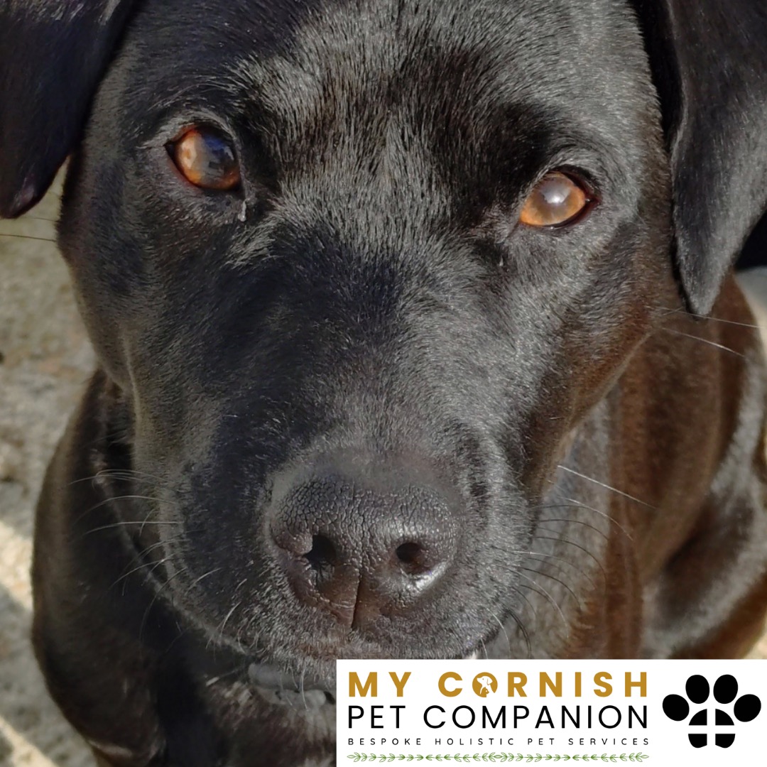 Trusted Pet Sitting Services in Saltash, Cornwall and Devon Looking for reliable, caring and professional pet sitting services in Saltash, Cornwall and Devon? Jess at My Cornish Pet Companion provides high-quality, personalised pet care designed to keep your furry friends happy, safe and comfortable in their own home while you're away. Jess offers flexible and dependable services tailored to your pet’s individual needs. Based in Saltash, Jess proudly serves pet owners across Cornwall and Devon, delivering peace of mind while you’re at work, away on holiday or managing a busy schedule. My experienced and compassionate approach ensures your pets receive all the attention, exercise and companionship they deserve, reducing stress and maintaining their normal routine. At My Cornish Pet Companion, I care for a wide range of animals, including dogs, cats, small pets, smallholding animals and more. From feeding and walking to administering medication and providing companionship, every stay with your pets is carried out with professionalism, trust and genuine love for animals. Choose My Cornish Pet Companion for dependable pet sitting in Saltash, Cornwall and Devon, where your pets are treated like family.