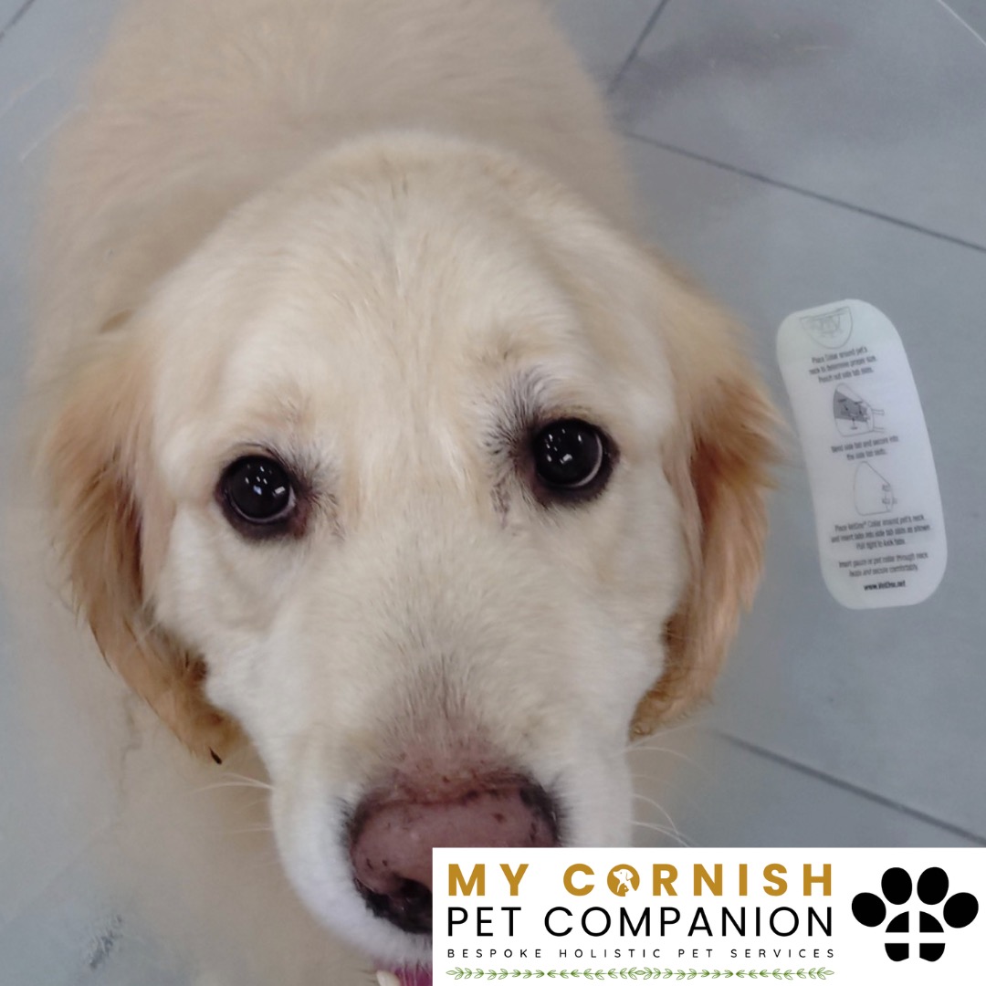 Trusted Pet Sitting Services in Saltash, Cornwall and Devon Looking for reliable, caring and professional pet sitting services in Saltash, Cornwall and Devon? Jess at My Cornish Pet Companion provides high-quality, personalised pet care designed to keep your furry friends happy, safe and comfortable in their own home while you're away. Jess offers flexible and dependable services tailored to your pet’s individual needs. Based in Saltash, Jess proudly serves pet owners across Cornwall and Devon, delivering peace of mind while you’re at work, away on holiday or managing a busy schedule. My experienced and compassionate approach ensures your pets receive all the attention, exercise and companionship they deserve, reducing stress and maintaining their normal routine. At My Cornish Pet Companion, I care for a wide range of animals, including dogs, cats, small pets, smallholding animals and more. From feeding and walking to administering medication and providing companionship, every stay with your pets is carried out with professionalism, trust and genuine love for animals. Choose My Cornish Pet Companion for dependable pet sitting in Saltash, Cornwall and Devon, where your pets are treated like family.