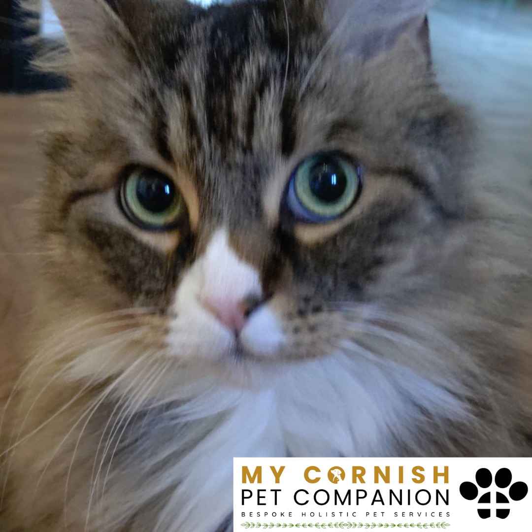 Trusted Pet Sitting Services in Saltash, Cornwall and Devon Looking for reliable, caring and professional pet sitting services in Saltash, Cornwall and Devon? Jess at My Cornish Pet Companion provides high-quality, personalised pet care designed to keep your furry friends happy, safe and comfortable in their own home while you're away. Jess offers flexible and dependable services tailored to your pet’s individual needs. Based in Saltash, Jess proudly serves pet owners across Cornwall and Devon, delivering peace of mind while you’re at work, away on holiday or managing a busy schedule. My experienced and compassionate approach ensures your pets receive all the attention, exercise and companionship they deserve, reducing stress and maintaining their normal routine. At My Cornish Pet Companion, I care for a wide range of animals, including dogs, cats, small pets, smallholding animals and more. From feeding and walking to administering medication and providing companionship, every stay with your pets is carried out with professionalism, trust and genuine love for animals. Choose My Cornish Pet Companion for dependable pet sitting in Saltash, Cornwall and Devon, where your pets are treated like family.