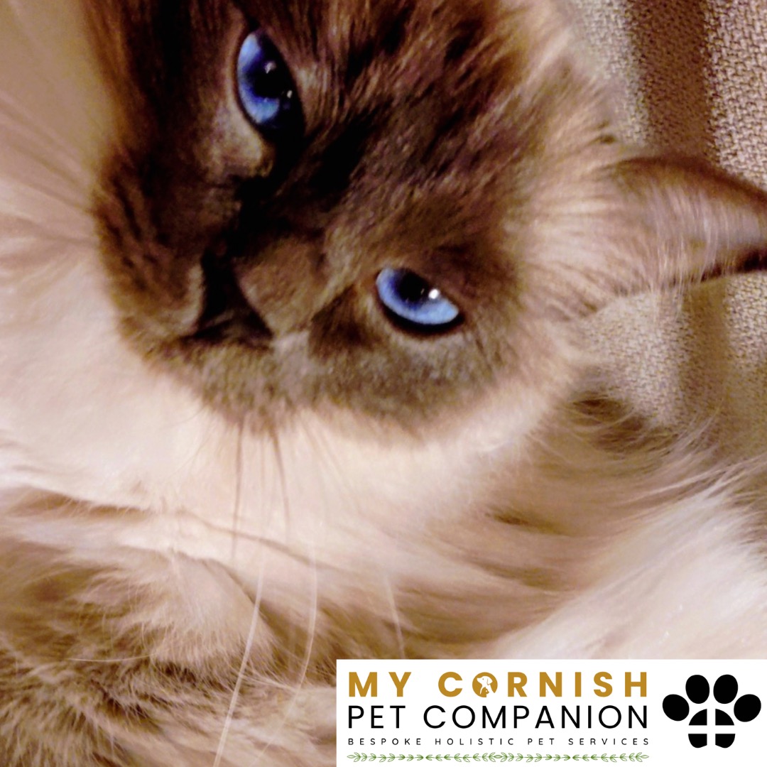 Trusted Pet Sitting Services in Saltash, Cornwall and Devon Looking for reliable, caring and professional pet sitting services in Saltash, Cornwall and Devon? Jess at My Cornish Pet Companion provides high-quality, personalised pet care designed to keep your furry friends happy, safe and comfortable in their own home while you're away. Jess offers flexible and dependable services tailored to your pet’s individual needs. Based in Saltash, Jess proudly serves pet owners across Cornwall and Devon, delivering peace of mind while you’re at work, away on holiday or managing a busy schedule. My experienced and compassionate approach ensures your pets receive all the attention, exercise and companionship they deserve, reducing stress and maintaining their normal routine. At My Cornish Pet Companion, I care for a wide range of animals, including dogs, cats, small pets, smallholding animals and more. From feeding and walking to administering medication and providing companionship, every stay with your pets is carried out with professionalism, trust and genuine love for animals. Choose My Cornish Pet Companion for dependable pet sitting in Saltash, Cornwall and Devon, where your pets are treated like family.