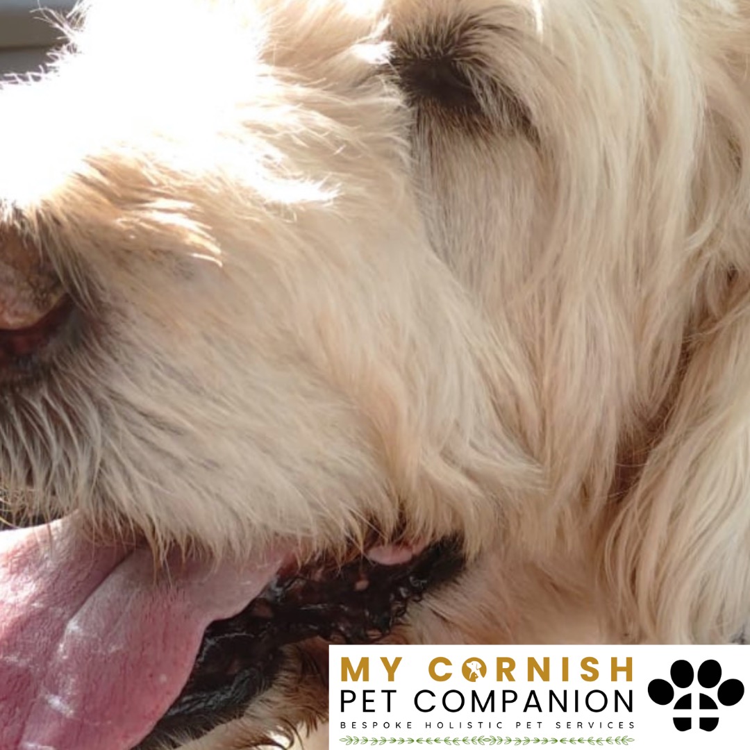 Trusted Pet Sitting Services in Saltash, Cornwall and Devon Looking for reliable, caring and professional pet sitting services in Saltash, Cornwall and Devon? Jess at My Cornish Pet Companion provides high-quality, personalised pet care designed to keep your furry friends happy, safe and comfortable in their own home while you're away. Jess offers flexible and dependable services tailored to your pet’s individual needs. Based in Saltash, Jess proudly serves pet owners across Cornwall and Devon, delivering peace of mind while you’re at work, away on holiday or managing a busy schedule. My experienced and compassionate approach ensures your pets receive all the attention, exercise and companionship they deserve, reducing stress and maintaining their normal routine. At My Cornish Pet Companion, I care for a wide range of animals, including dogs, cats, small pets, smallholding animals and more. From feeding and walking to administering medication and providing companionship, every stay with your pets is carried out with professionalism, trust and genuine love for animals. Choose My Cornish Pet Companion for dependable pet sitting in Saltash, Cornwall and Devon, where your pets are treated like family.