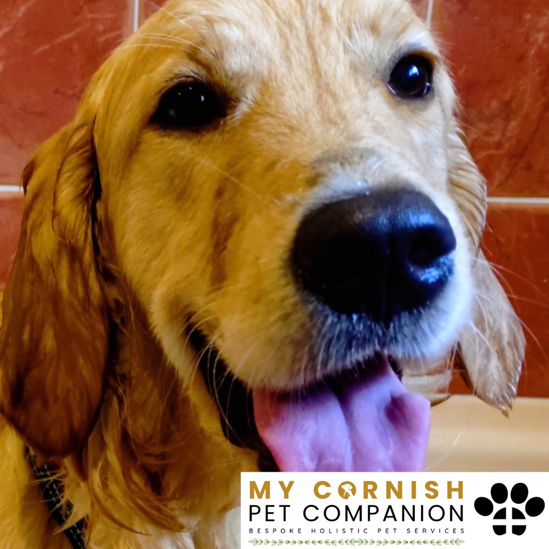 Trusted Pet Sitting Services in Saltash, Cornwall and Devon Looking for reliable, caring and professional pet sitting services in Saltash, Cornwall and Devon? Jess at My Cornish Pet Companion provides high-quality, personalised pet care designed to keep your furry friends happy, safe and comfortable in their own home while you're away. Jess offers flexible and dependable services tailored to your pet’s individual needs. Based in Saltash, Jess proudly serves pet owners across Cornwall and Devon, delivering peace of mind while you’re at work, away on holiday or managing a busy schedule. My experienced and compassionate approach ensures your pets receive all the attention, exercise and companionship they deserve, reducing stress and maintaining their normal routine. At My Cornish Pet Companion, I care for a wide range of animals, including dogs, cats, small pets, smallholding animals and more. From feeding and walking to administering medication and providing companionship, every stay with your pets is carried out with professionalism, trust and genuine love for animals. Choose My Cornish Pet Companion for dependable pet sitting in Saltash, Cornwall and Devon, where your pets are treated like family.