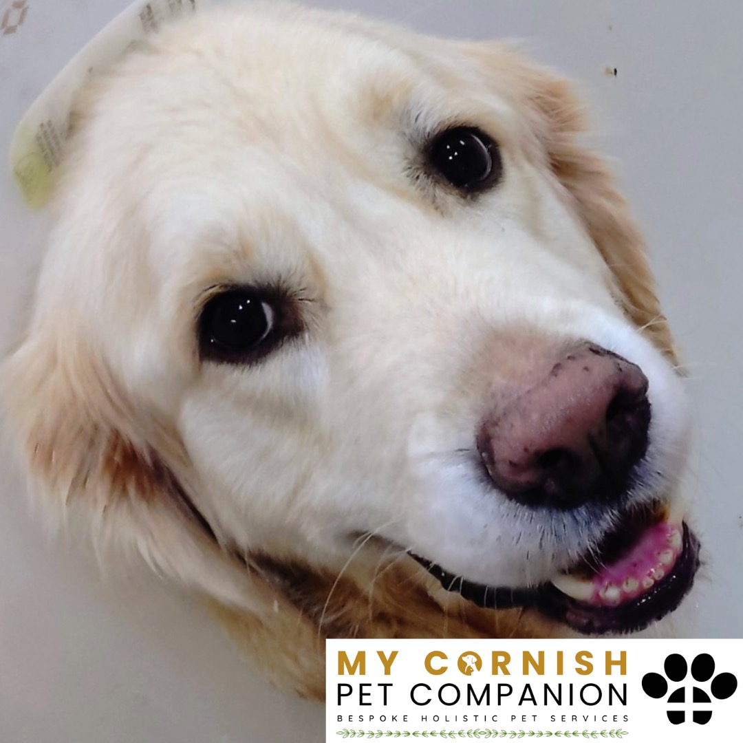 Trusted Pet Sitting Services in Saltash, Cornwall and Devon Looking for reliable, caring and professional pet sitting services in Saltash, Cornwall and Devon? Jess at My Cornish Pet Companion provides high-quality, personalised pet care designed to keep your furry friends happy, safe and comfortable in their own home while you're away. Jess offers flexible and dependable services tailored to your pet’s individual needs. Based in Saltash, Jess proudly serves pet owners across Cornwall and Devon, delivering peace of mind while you’re at work, away on holiday or managing a busy schedule. My experienced and compassionate approach ensures your pets receive all the attention, exercise and companionship they deserve, reducing stress and maintaining their normal routine. At My Cornish Pet Companion, I care for a wide range of animals, including dogs, cats, small pets, smallholding animals and more. From feeding and walking to administering medication and providing companionship, every stay with your pets is carried out with professionalism, trust and genuine love for animals. Choose My Cornish Pet Companion for dependable pet sitting in Saltash, Cornwall and Devon, where your pets are treated like family.
