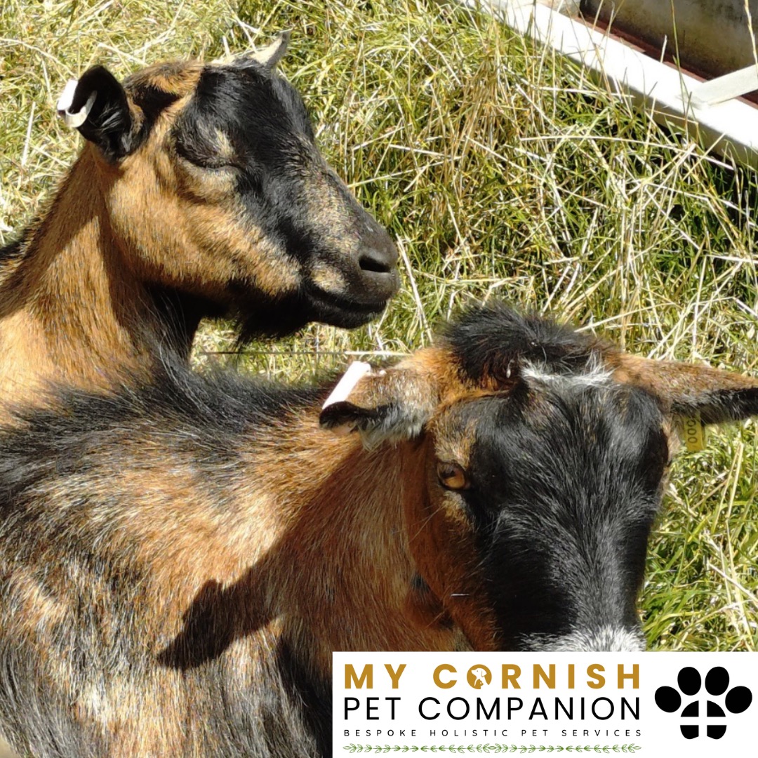 Trusted Pet Sitting Services in Saltash, Cornwall and Devon Looking for reliable, caring and professional pet sitting services in Saltash, Cornwall and Devon? Jess at My Cornish Pet Companion provides high-quality, personalised pet care designed to keep your furry friends happy, safe and comfortable in their own home while you're away. Jess offers flexible and dependable services tailored to your pet’s individual needs. Based in Saltash, Jess proudly serves pet owners across Cornwall and Devon, delivering peace of mind while you’re at work, away on holiday or managing a busy schedule. My experienced and compassionate approach ensures your pets receive all the attention, exercise and companionship they deserve, reducing stress and maintaining their normal routine. At My Cornish Pet Companion, I care for a wide range of animals, including dogs, cats, small pets, smallholding animals and more. From feeding and walking to administering medication and providing companionship, every stay with your pets is carried out with professionalism, trust and genuine love for animals. Choose My Cornish Pet Companion for dependable pet sitting in Saltash, Cornwall and Devon, where your pets are treated like family.