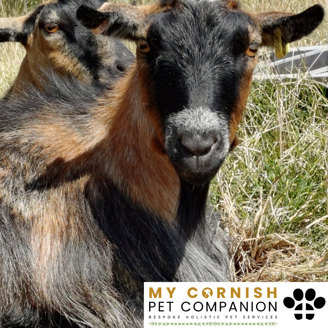 Trusted Pet Sitting Services in Saltash, Cornwall and Devon Looking for reliable, caring and professional pet sitting services in Saltash, Cornwall and Devon? Jess at My Cornish Pet Companion provides high-quality, personalised pet care designed to keep your furry friends happy, safe and comfortable in their own home while you're away. Jess offers flexible and dependable services tailored to your pet’s individual needs. Based in Saltash, Jess proudly serves pet owners across Cornwall and Devon, delivering peace of mind while you’re at work, away on holiday or managing a busy schedule. My experienced and compassionate approach ensures your pets receive all the attention, exercise and companionship they deserve, reducing stress and maintaining their normal routine. At My Cornish Pet Companion, I care for a wide range of animals, including dogs, cats, small pets, smallholding animals and more. From feeding and walking to administering medication and providing companionship, every stay with your pets is carried out with professionalism, trust and genuine love for animals. Choose My Cornish Pet Companion for dependable pet sitting in Saltash, Cornwall and Devon, where your pets are treated like family.
