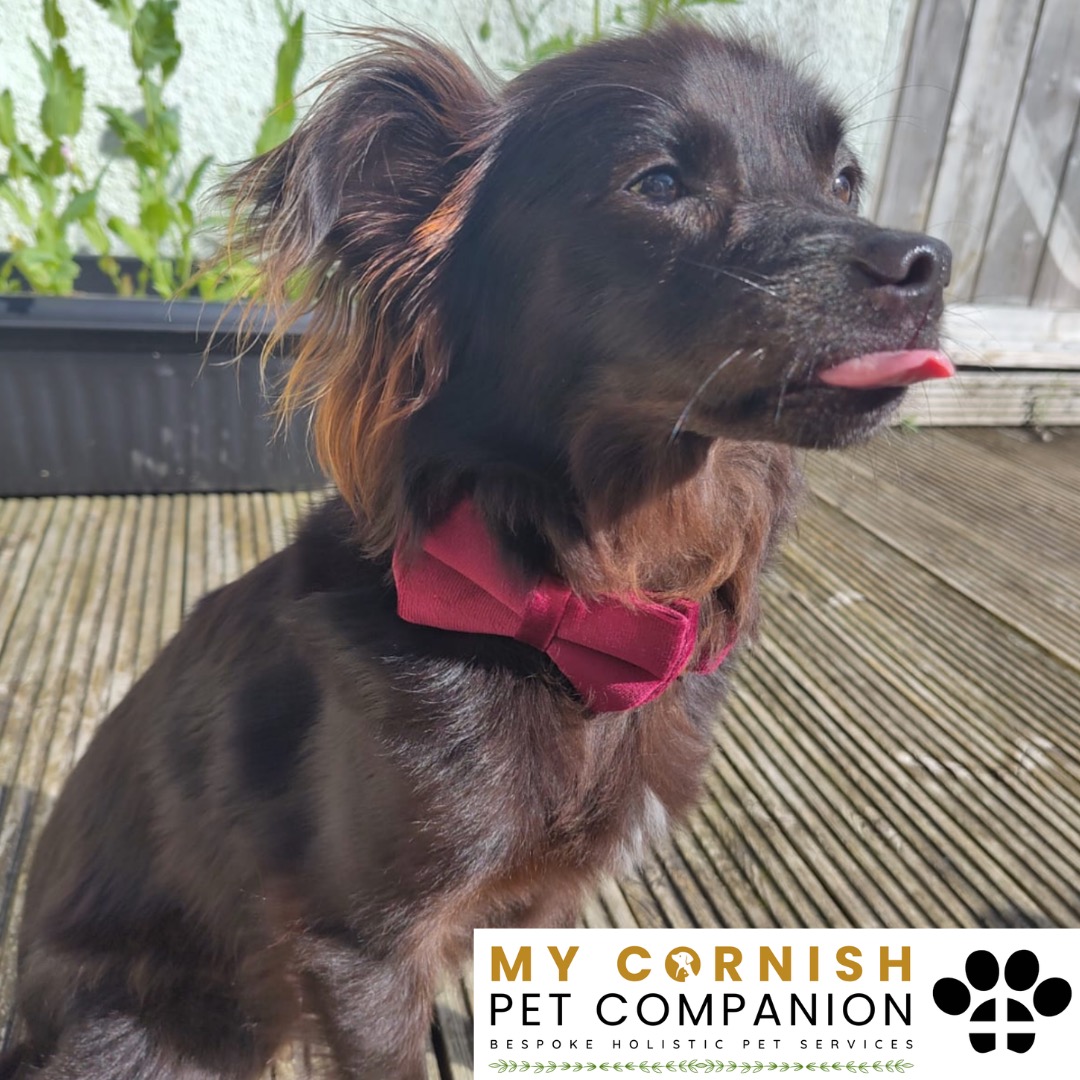 Trusted Pet Sitting Services in Saltash, Cornwall and Devon Looking for reliable, caring and professional pet sitting services in Saltash, Cornwall and Devon? Jess at My Cornish Pet Companion provides high-quality, personalised pet care designed to keep your furry friends happy, safe and comfortable in their own home while you're away. Jess offers flexible and dependable services tailored to your pet’s individual needs. Based in Saltash, Jess proudly serves pet owners across Cornwall and Devon, delivering peace of mind while you’re at work, away on holiday or managing a busy schedule. My experienced and compassionate approach ensures your pets receive all the attention, exercise and companionship they deserve, reducing stress and maintaining their normal routine. At My Cornish Pet Companion, I care for a wide range of animals, including dogs, cats, small pets, smallholding animals and more. From feeding and walking to administering medication and providing companionship, every stay with your pets is carried out with professionalism, trust and genuine love for animals. Choose My Cornish Pet Companion for dependable pet sitting in Saltash, Cornwall and Devon, where your pets are treated like family.
