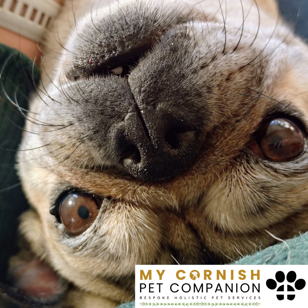 Trusted Pet Sitting Services in Saltash, Cornwall and Devon Looking for reliable, caring and professional pet sitting services in Saltash, Cornwall and Devon? Jess at My Cornish Pet Companion provides high-quality, personalised pet care designed to keep your furry friends happy, safe and comfortable in their own home while you're away. Jess offers flexible and dependable services tailored to your pet’s individual needs. Based in Saltash, Jess proudly serves pet owners across Cornwall and Devon, delivering peace of mind while you’re at work, away on holiday or managing a busy schedule. My experienced and compassionate approach ensures your pets receive all the attention, exercise and companionship they deserve, reducing stress and maintaining their normal routine. At My Cornish Pet Companion, I care for a wide range of animals, including dogs, cats, small pets, smallholding animals and more. From feeding and walking to administering medication and providing companionship, every stay with your pets is carried out with professionalism, trust and genuine love for animals. Choose My Cornish Pet Companion for dependable pet sitting in Saltash, Cornwall and Devon, where your pets are treated like family.