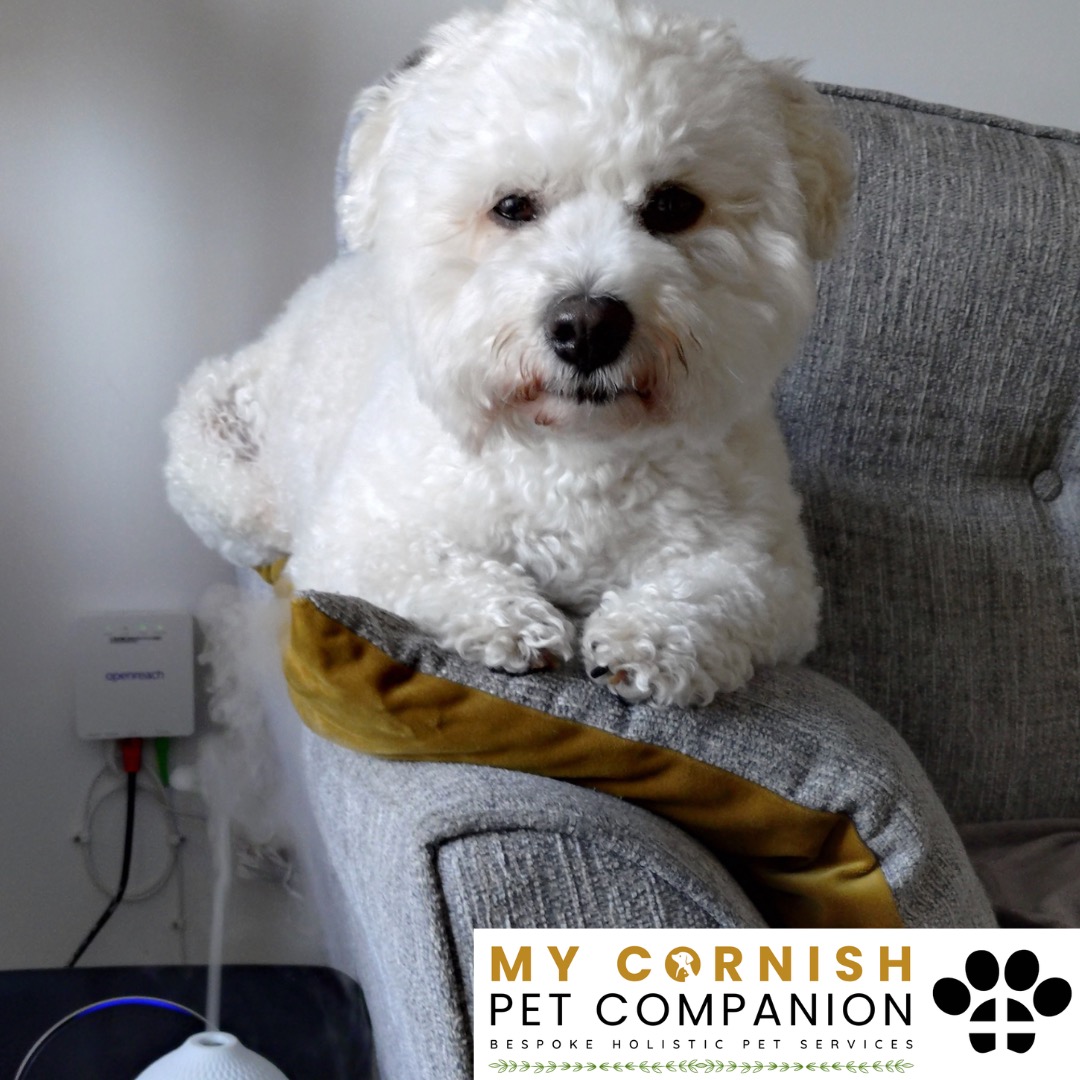 Trusted Pet Sitting Services in Saltash, Cornwall and Devon Looking for reliable, caring and professional pet sitting services in Saltash, Cornwall and Devon? Jess at My Cornish Pet Companion provides high-quality, personalised pet care designed to keep your furry friends happy, safe and comfortable in their own home while you're away. Jess offers flexible and dependable services tailored to your pet’s individual needs. Based in Saltash, Jess proudly serves pet owners across Cornwall and Devon, delivering peace of mind while you’re at work, away on holiday or managing a busy schedule. My experienced and compassionate approach ensures your pets receive all the attention, exercise and companionship they deserve, reducing stress and maintaining their normal routine. At My Cornish Pet Companion, I care for a wide range of animals, including dogs, cats, small pets, smallholding animals and more. From feeding and walking to administering medication and providing companionship, every stay with your pets is carried out with professionalism, trust and genuine love for animals. Choose My Cornish Pet Companion for dependable pet sitting in Saltash, Cornwall and Devon, where your pets are treated like family.