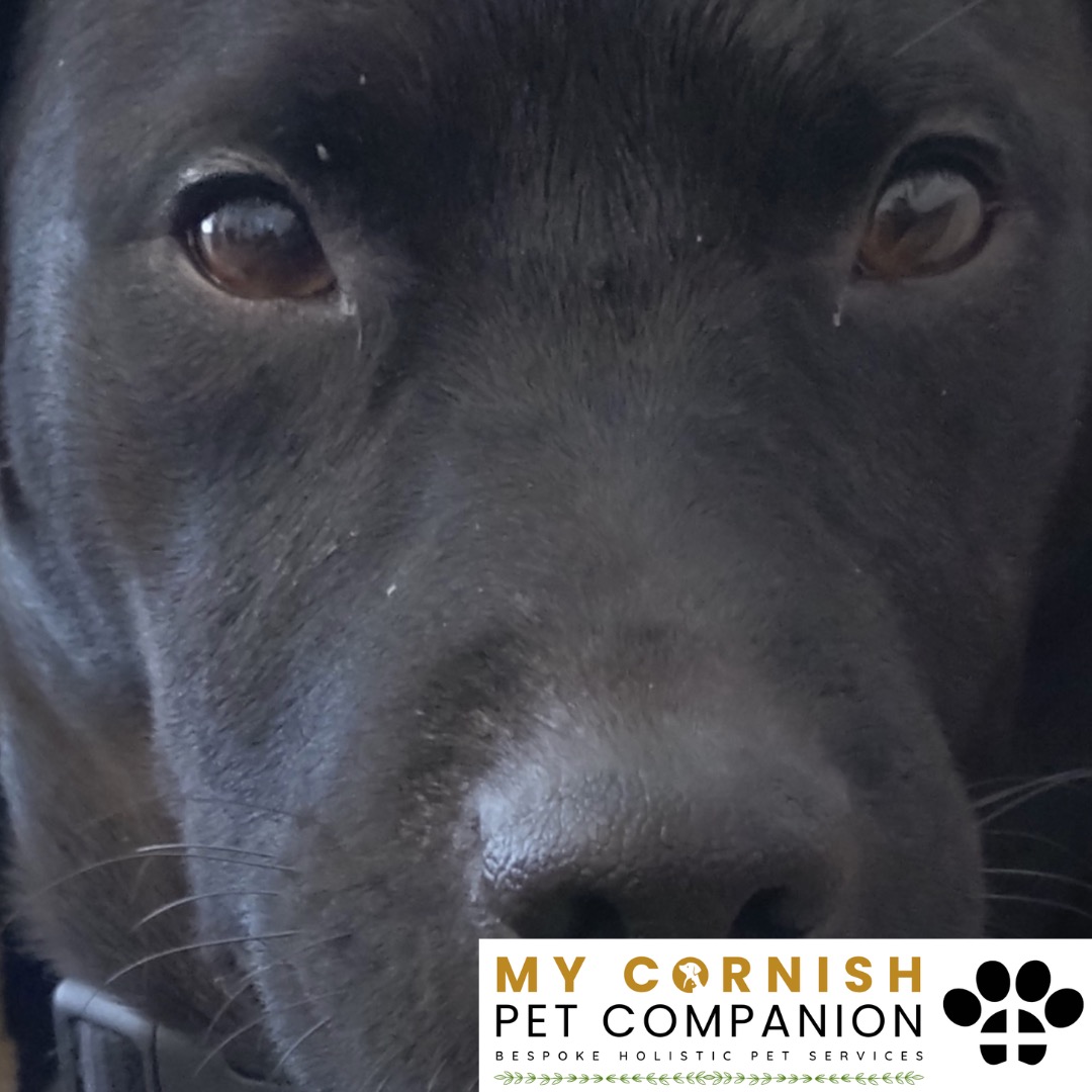 Trusted Pet Sitting Services in Saltash, Cornwall and Devon Looking for reliable, caring and professional pet sitting services in Saltash, Cornwall and Devon? Jess at My Cornish Pet Companion provides high-quality, personalised pet care designed to keep your furry friends happy, safe and comfortable in their own home while you're away. Jess offers flexible and dependable services tailored to your pet’s individual needs. Based in Saltash, Jess proudly serves pet owners across Cornwall and Devon, delivering peace of mind while you’re at work, away on holiday or managing a busy schedule. My experienced and compassionate approach ensures your pets receive all the attention, exercise and companionship they deserve, reducing stress and maintaining their normal routine. At My Cornish Pet Companion, I care for a wide range of animals, including dogs, cats, small pets, smallholding animals and more. From feeding and walking to administering medication and providing companionship, every stay with your pets is carried out with professionalism, trust and genuine love for animals. Choose My Cornish Pet Companion for dependable pet sitting in Saltash, Cornwall and Devon, where your pets are treated like family.
