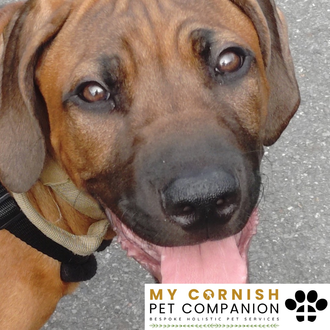 Trusted Pet Sitting Services in Saltash, Cornwall and Devon Looking for reliable, caring and professional pet sitting services in Saltash, Cornwall and Devon? Jess at My Cornish Pet Companion provides high-quality, personalised pet care designed to keep your furry friends happy, safe and comfortable in their own home while you're away. Jess offers flexible and dependable services tailored to your pet’s individual needs. Based in Saltash, Jess proudly serves pet owners across Cornwall and Devon, delivering peace of mind while you’re at work, away on holiday or managing a busy schedule. My experienced and compassionate approach ensures your pets receive all the attention, exercise and companionship they deserve, reducing stress and maintaining their normal routine. At My Cornish Pet Companion, I care for a wide range of animals, including dogs, cats, small pets, smallholding animals and more. From feeding and walking to administering medication and providing companionship, every stay with your pets is carried out with professionalism, trust and genuine love for animals. Choose My Cornish Pet Companion for dependable pet sitting in Saltash, Cornwall and Devon, where your pets are treated like family.
