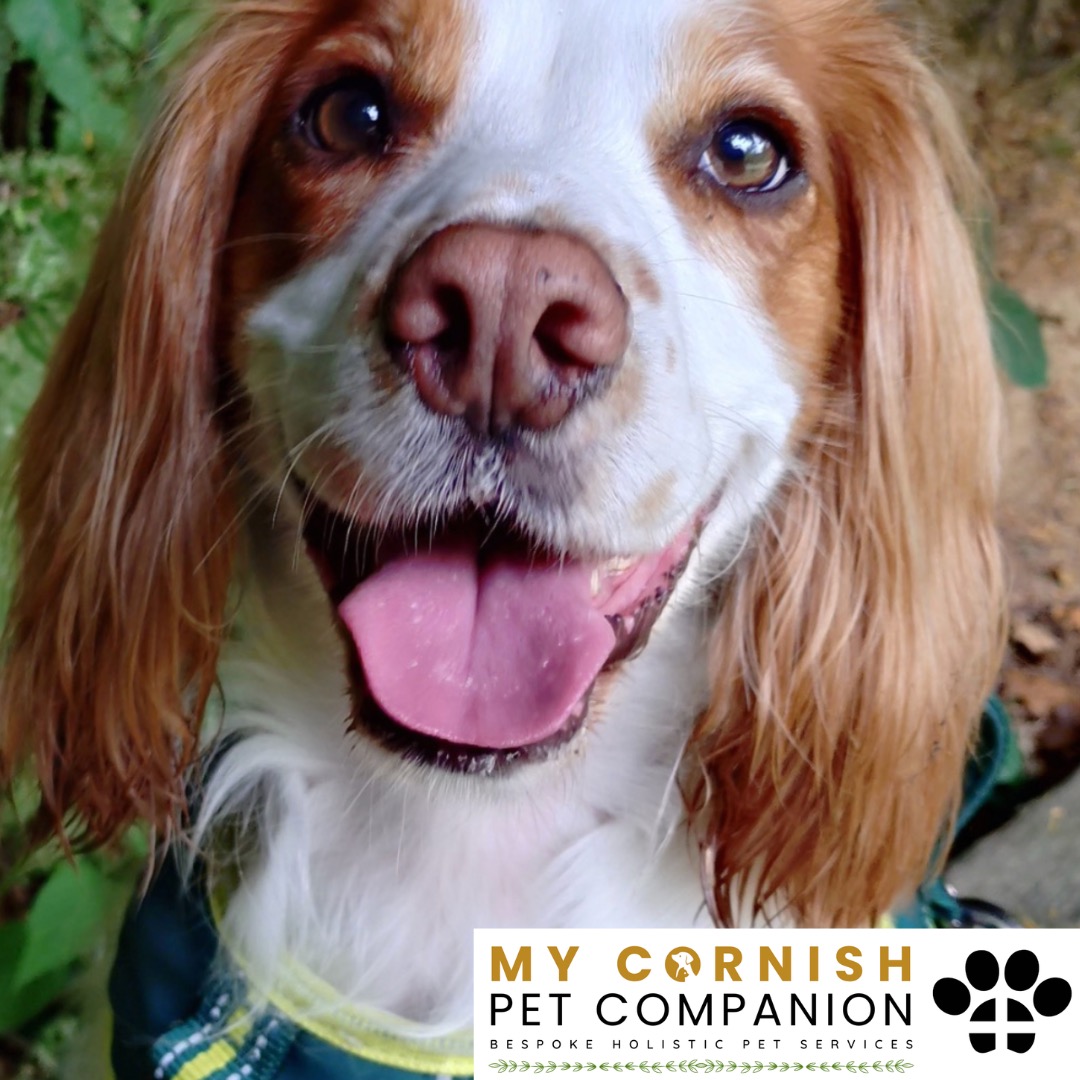 Trusted Pet Sitting Services in Saltash, Cornwall and Devon Looking for reliable, caring and professional pet sitting services in Saltash, Cornwall and Devon? Jess at My Cornish Pet Companion provides high-quality, personalised pet care designed to keep your furry friends happy, safe and comfortable in their own home while you're away. Jess offers flexible and dependable services tailored to your pet’s individual needs. Based in Saltash, Jess proudly serves pet owners across Cornwall and Devon, delivering peace of mind while you’re at work, away on holiday or managing a busy schedule. My experienced and compassionate approach ensures your pets receive all the attention, exercise and companionship they deserve, reducing stress and maintaining their normal routine. At My Cornish Pet Companion, I care for a wide range of animals, including dogs, cats, small pets, smallholding animals and more. From feeding and walking to administering medication and providing companionship, every stay with your pets is carried out with professionalism, trust and genuine love for animals. Choose My Cornish Pet Companion for dependable pet sitting in Saltash, Cornwall and Devon, where your pets are treated like family.