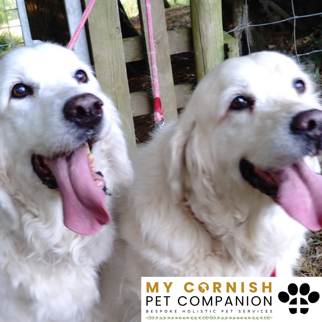 Trusted Pet Sitting Services in Saltash, Cornwall and Devon Looking for reliable, caring and professional pet sitting services in Saltash, Cornwall and Devon? Jess at My Cornish Pet Companion provides high-quality, personalised pet care designed to keep your furry friends happy, safe and comfortable in their own home while you're away. Jess offers flexible and dependable services tailored to your pet’s individual needs. Based in Saltash, Jess proudly serves pet owners across Cornwall and Devon, delivering peace of mind while you’re at work, away on holiday or managing a busy schedule. My experienced and compassionate approach ensures your pets receive all the attention, exercise and companionship they deserve, reducing stress and maintaining their normal routine. At My Cornish Pet Companion, I care for a wide range of animals, including dogs, cats, small pets, smallholding animals and more. From feeding and walking to administering medication and providing companionship, every stay with your pets is carried out with professionalism, trust and genuine love for animals. Choose My Cornish Pet Companion for dependable pet sitting in Saltash, Cornwall and Devon, where your pets are treated like family.