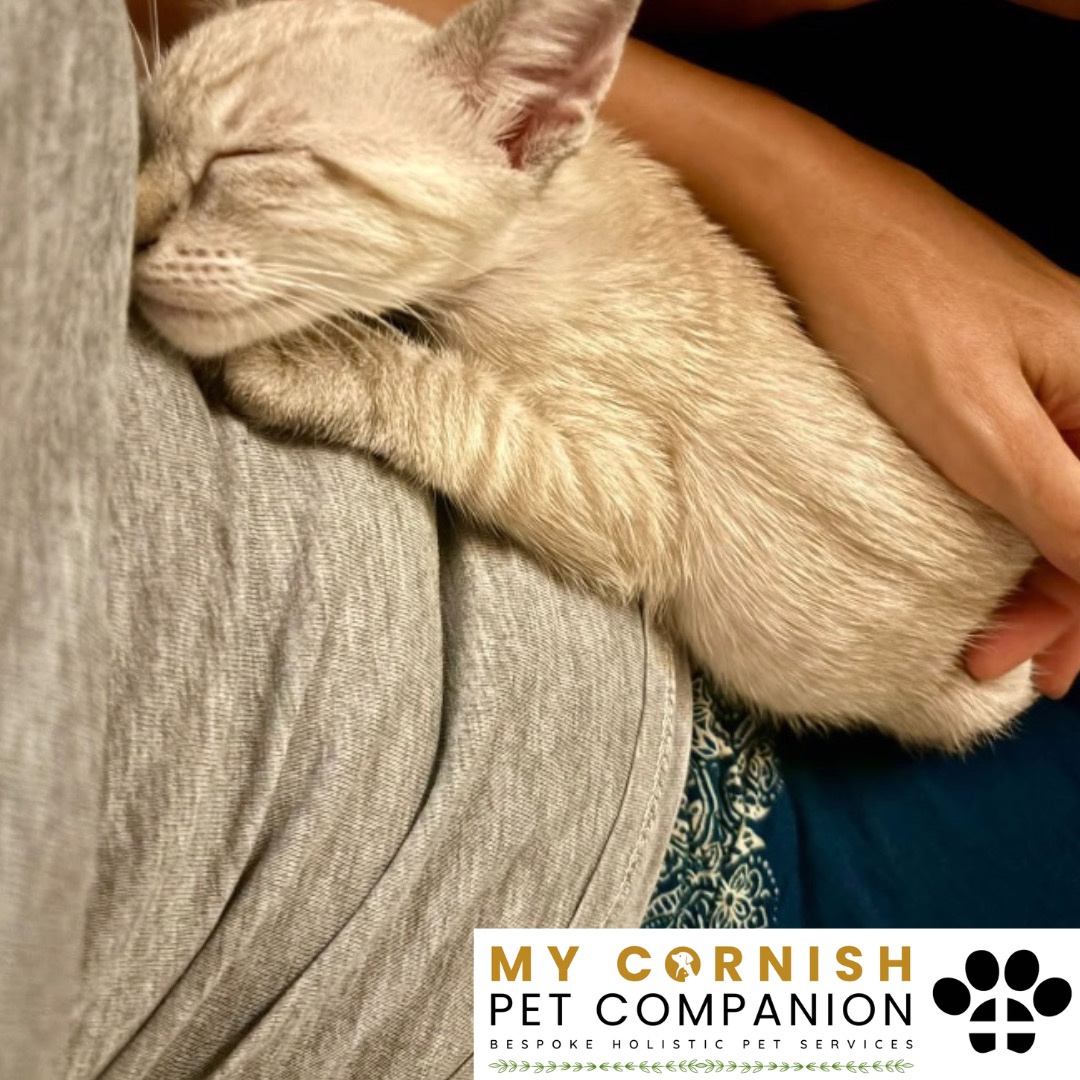 Trusted Pet Sitting Services in Saltash, Cornwall and Devon Looking for reliable, caring and professional pet sitting services in Saltash, Cornwall and Devon? Jess at My Cornish Pet Companion provides high-quality, personalised pet care designed to keep your furry friends happy, safe and comfortable in their own home while you're away. Jess offers flexible and dependable services tailored to your pet’s individual needs. Based in Saltash, Jess proudly serves pet owners across Cornwall and Devon, delivering peace of mind while you’re at work, away on holiday or managing a busy schedule. My experienced and compassionate approach ensures your pets receive all the attention, exercise and companionship they deserve, reducing stress and maintaining their normal routine. At My Cornish Pet Companion, I care for a wide range of animals, including dogs, cats, small pets, smallholding animals and more. From feeding and walking to administering medication and providing companionship, every stay with your pets is carried out with professionalism, trust and genuine love for animals. Choose My Cornish Pet Companion for dependable pet sitting in Saltash, Cornwall and Devon, where your pets are treated like family.