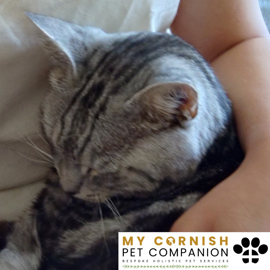 Trusted Pet Sitting Services in Saltash, Cornwall and Devon Looking for reliable, caring and professional pet sitting services in Saltash, Cornwall and Devon? Jess at My Cornish Pet Companion provides high-quality, personalised pet care designed to keep your furry friends happy, safe and comfortable in their own home while you're away. Jess offers flexible and dependable services tailored to your pet’s individual needs. Based in Saltash, Jess proudly serves pet owners across Cornwall and Devon, delivering peace of mind while you’re at work, away on holiday or managing a busy schedule. My experienced and compassionate approach ensures your pets receive all the attention, exercise and companionship they deserve, reducing stress and maintaining their normal routine. At My Cornish Pet Companion, I care for a wide range of animals, including dogs, cats, small pets, smallholding animals and more. From feeding and walking to administering medication and providing companionship, every stay with your pets is carried out with professionalism, trust and genuine love for animals. Choose My Cornish Pet Companion for dependable pet sitting in Saltash, Cornwall and Devon, where your pets are treated like family.