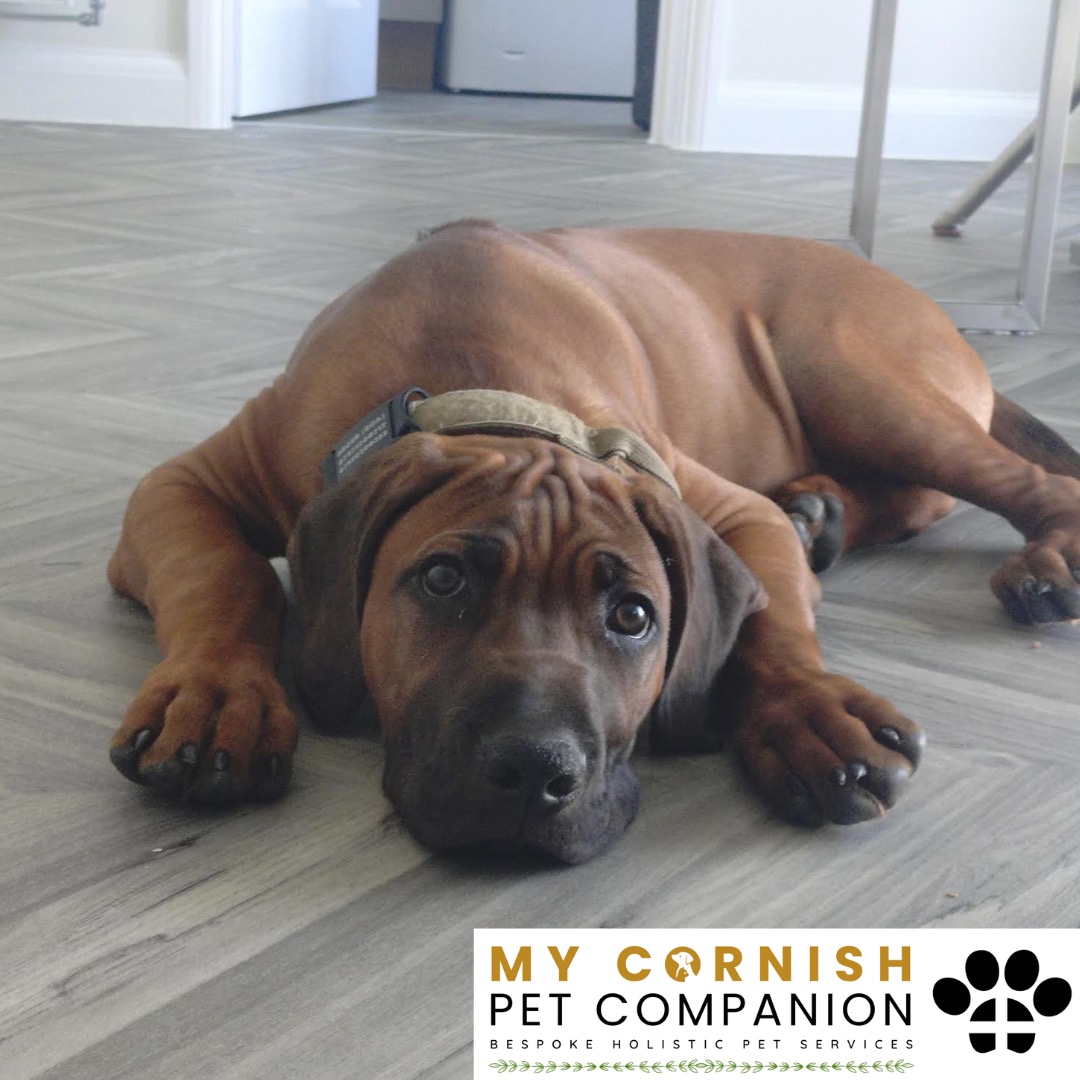 Trusted Pet Sitting Services in Saltash, Cornwall and Devon Looking for reliable, caring and professional pet sitting services in Saltash, Cornwall and Devon? Jess at My Cornish Pet Companion provides high-quality, personalised pet care designed to keep your furry friends happy, safe and comfortable in their own home while you're away. Jess offers flexible and dependable services tailored to your pet’s individual needs. Based in Saltash, Jess proudly serves pet owners across Cornwall and Devon, delivering peace of mind while you’re at work, away on holiday or managing a busy schedule. My experienced and compassionate approach ensures your pets receive all the attention, exercise and companionship they deserve, reducing stress and maintaining their normal routine. At My Cornish Pet Companion, I care for a wide range of animals, including dogs, cats, small pets, smallholding animals and more. From feeding and walking to administering medication and providing companionship, every stay with your pets is carried out with professionalism, trust and genuine love for animals. Choose My Cornish Pet Companion for dependable pet sitting in Saltash, Cornwall and Devon, where your pets are treated like family.