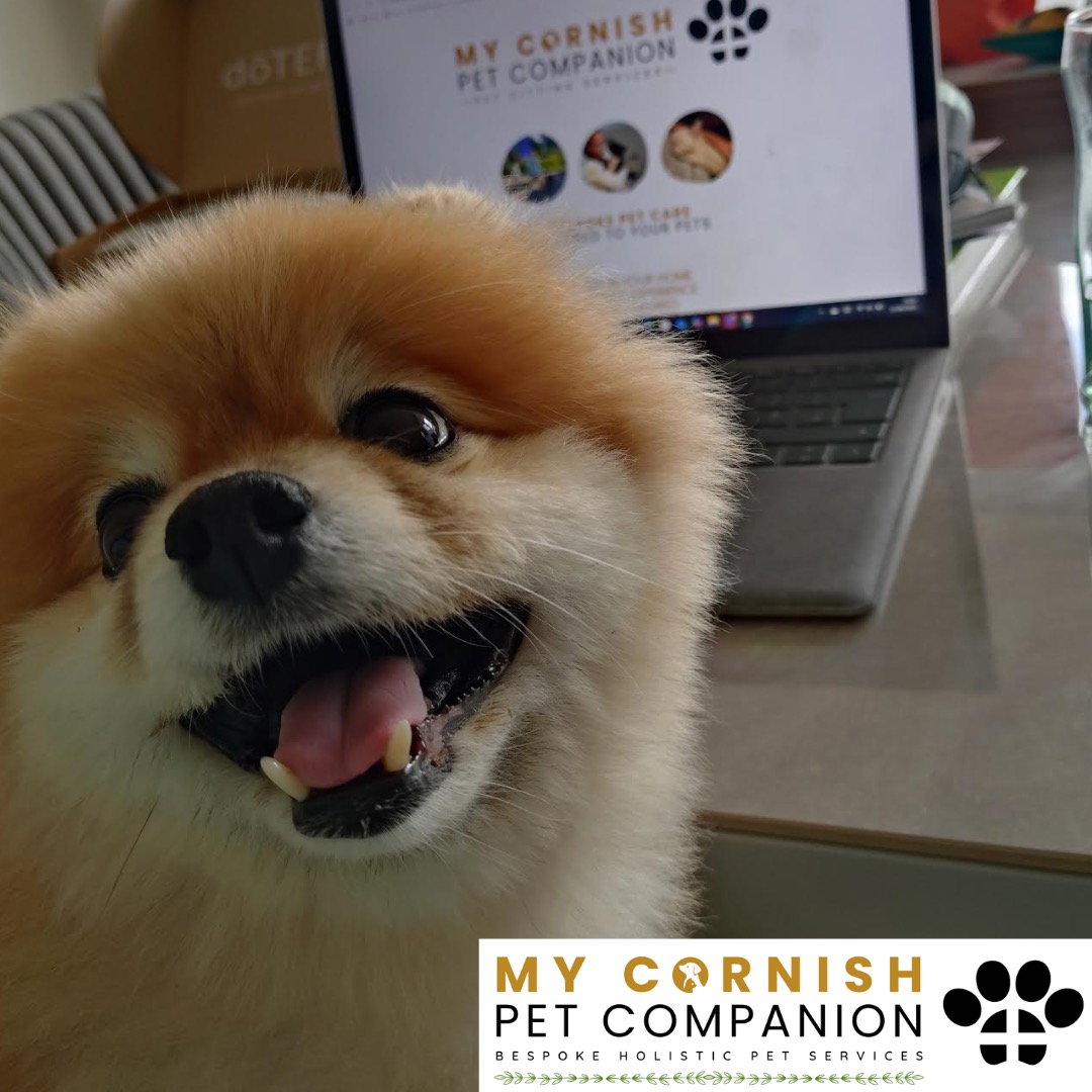 Trusted Pet Sitting Services in Saltash, Cornwall and Devon Looking for reliable, caring and professional pet sitting services in Saltash, Cornwall and Devon? Jess at My Cornish Pet Companion provides high-quality, personalised pet care designed to keep your furry friends happy, safe and comfortable in their own home while you're away. Jess offers flexible and dependable services tailored to your pet’s individual needs. Based in Saltash, Jess proudly serves pet owners across Cornwall and Devon, delivering peace of mind while you’re at work, away on holiday or managing a busy schedule. My experienced and compassionate approach ensures your pets receive all the attention, exercise and companionship they deserve, reducing stress and maintaining their normal routine. At My Cornish Pet Companion, I care for a wide range of animals, including dogs, cats, small pets, smallholding animals and more. From feeding and walking to administering medication and providing companionship, every stay with your pets is carried out with professionalism, trust and genuine love for animals. Choose My Cornish Pet Companion for dependable pet sitting in Saltash, Cornwall and Devon, where your pets are treated like family.