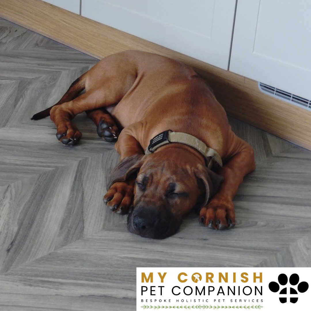 Trusted Pet Sitting Services in Saltash, Cornwall and Devon Looking for reliable, caring and professional pet sitting services in Saltash, Cornwall and Devon? Jess at My Cornish Pet Companion provides high-quality, personalised pet care designed to keep your furry friends happy, safe and comfortable in their own home while you're away. Jess offers flexible and dependable services tailored to your pet’s individual needs. Based in Saltash, Jess proudly serves pet owners across Cornwall and Devon, delivering peace of mind while you’re at work, away on holiday or managing a busy schedule. My experienced and compassionate approach ensures your pets receive all the attention, exercise and companionship they deserve, reducing stress and maintaining their normal routine. At My Cornish Pet Companion, I care for a wide range of animals, including dogs, cats, small pets, smallholding animals and more. From feeding and walking to administering medication and providing companionship, every stay with your pets is carried out with professionalism, trust and genuine love for animals. Choose My Cornish Pet Companion for dependable pet sitting in Saltash, Cornwall and Devon, where your pets are treated like family.