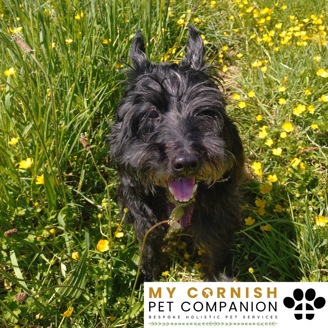 Trusted Pet Sitting Services in Saltash, Cornwall and Devon Looking for reliable, caring and professional pet sitting services in Saltash, Cornwall and Devon? Jess at My Cornish Pet Companion provides high-quality, personalised pet care designed to keep your furry friends happy, safe and comfortable in their own home while you're away. Jess offers flexible and dependable services tailored to your pet’s individual needs. Based in Saltash, Jess proudly serves pet owners across Cornwall and Devon, delivering peace of mind while you’re at work, away on holiday or managing a busy schedule. My experienced and compassionate approach ensures your pets receive all the attention, exercise and companionship they deserve, reducing stress and maintaining their normal routine. At My Cornish Pet Companion, I care for a wide range of animals, including dogs, cats, small pets, smallholding animals and more. From feeding and walking to administering medication and providing companionship, every stay with your pets is carried out with professionalism, trust and genuine love for animals. Choose My Cornish Pet Companion for dependable pet sitting in Saltash, Cornwall and Devon, where your pets are treated like family.