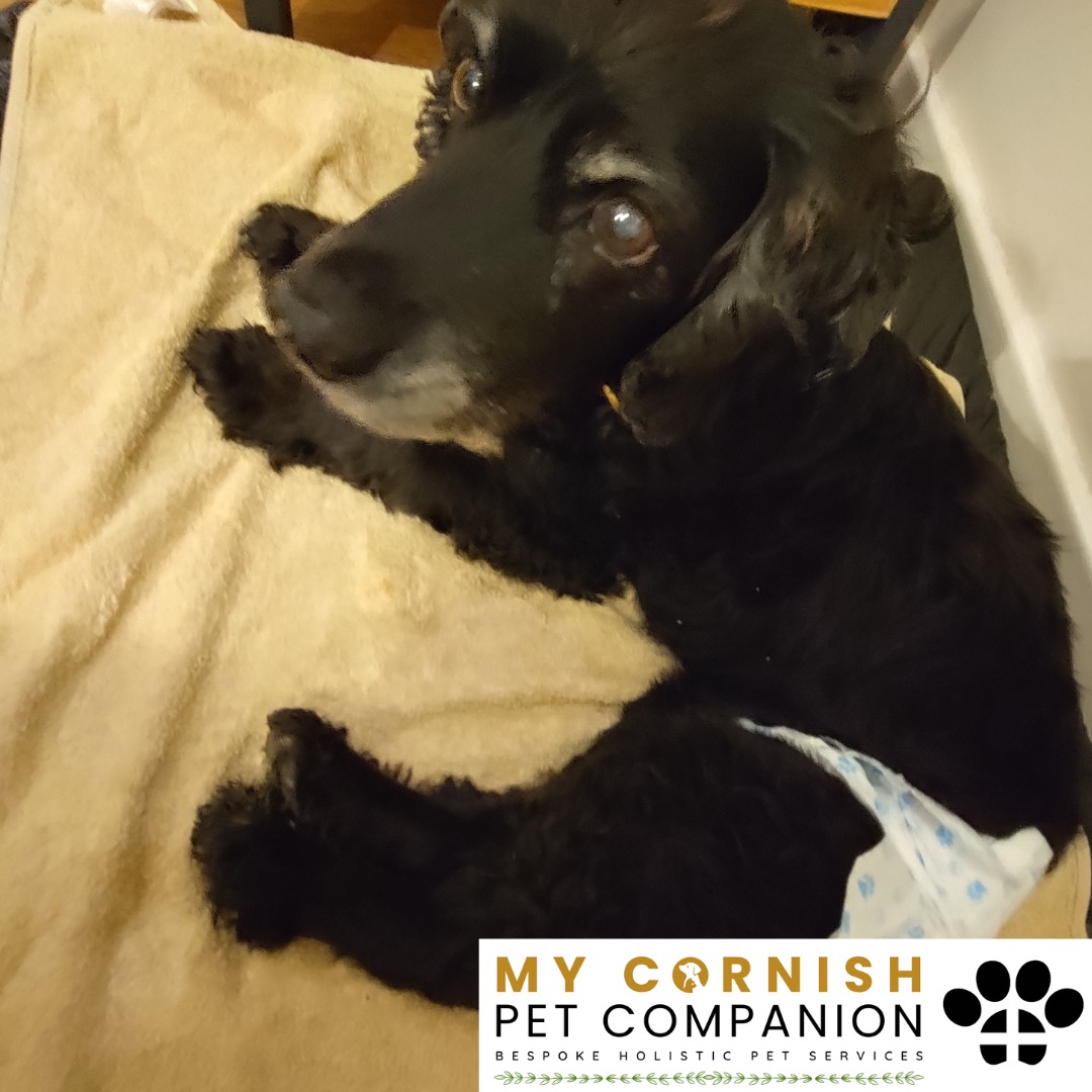 Trusted Pet Sitting Services in Saltash, Cornwall and Devon Looking for reliable, caring and professional pet sitting services in Saltash, Cornwall and Devon? Jess at My Cornish Pet Companion provides high-quality, personalised pet care designed to keep your furry friends happy, safe and comfortable in their own home while you're away. Jess offers flexible and dependable services tailored to your pet’s individual needs. Based in Saltash, Jess proudly serves pet owners across Cornwall and Devon, delivering peace of mind while you’re at work, away on holiday or managing a busy schedule. My experienced and compassionate approach ensures your pets receive all the attention, exercise and companionship they deserve, reducing stress and maintaining their normal routine. At My Cornish Pet Companion, I care for a wide range of animals, including dogs, cats, small pets, smallholding animals and more. From feeding and walking to administering medication and providing companionship, every stay with your pets is carried out with professionalism, trust and genuine love for animals. Choose My Cornish Pet Companion for dependable pet sitting in Saltash, Cornwall and Devon, where your pets are treated like family.