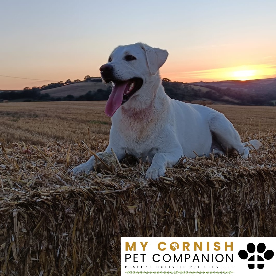 Trusted Pet Sitting Services in Saltash, Cornwall and Devon Looking for reliable, caring and professional pet sitting services in Saltash, Cornwall and Devon? Jess at My Cornish Pet Companion provides high-quality, personalised pet care designed to keep your furry friends happy, safe and comfortable in their own home while you're away. Jess offers flexible and dependable services tailored to your pet’s individual needs. Based in Saltash, Jess proudly serves pet owners across Cornwall and Devon, delivering peace of mind while you’re at work, away on holiday or managing a busy schedule. My experienced and compassionate approach ensures your pets receive all the attention, exercise and companionship they deserve, reducing stress and maintaining their normal routine. At My Cornish Pet Companion, I care for a wide range of animals, including dogs, cats, small pets, smallholding animals and more. From feeding and walking to administering medication and providing companionship, every stay with your pets is carried out with professionalism, trust and genuine love for animals. Choose My Cornish Pet Companion for dependable pet sitting in Saltash, Cornwall and Devon, where your pets are treated like family.
