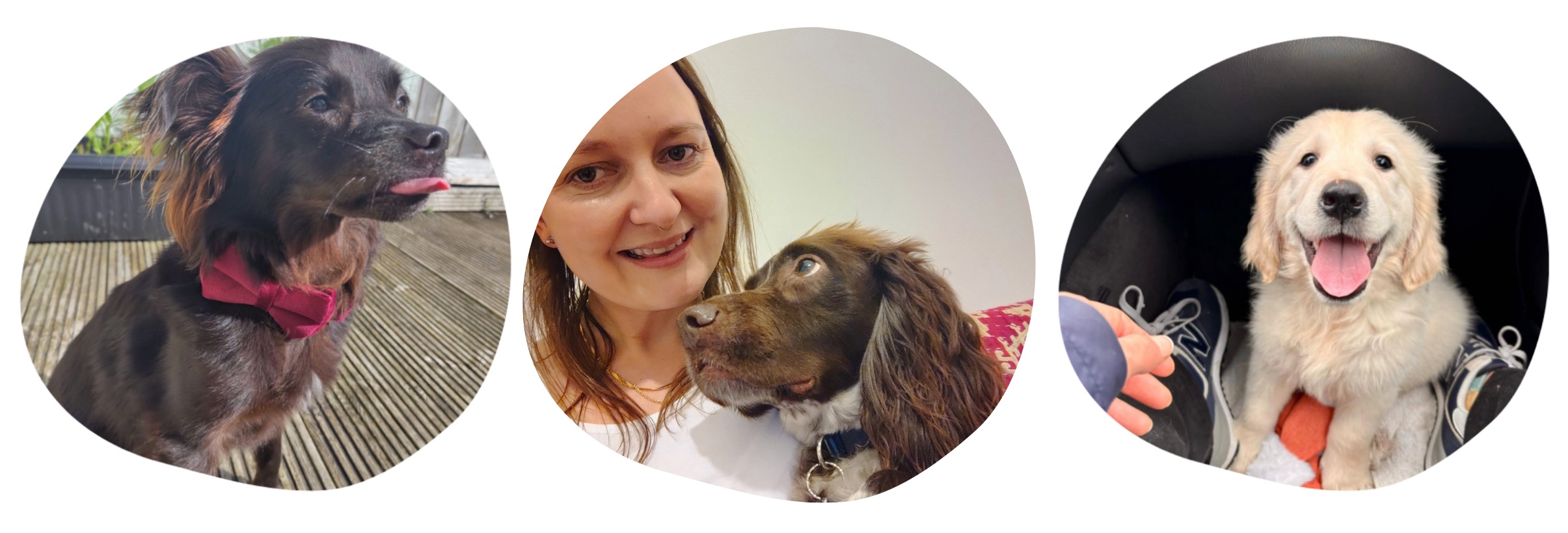 Pet Sitting Services in Saltash. Pet Sitting Services in Cornwall. Pet Sitting Services in Devon