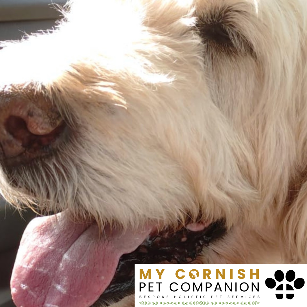 Pet Sitting Services in Saltash. Pet Sitting Services in Cornwall. Pet Sitting Services in Devon. Pet Sitting Services in Devon & Cornwall My Cornish Pet Companion offers professional pet sitting services, personalised pet care services and dedicated pet chaperone services across Saltash, Devon, and Cornwall. From wedding pet chaperone to special event and life event pet chaperone services, I'm here to make sure your pets are cared for, wherever life takes you. Pet Chaperone Services in Saltash. Pet Chaperone Services in Cornwall. Pet Chaperone Services in Devon. Pet Chaperone Services in Devon & Cornwall My Cornish Pet Chaperone offers professional pet chaperone services, personalised pet chaperone services and dedicated pet chaperone services across Saltash, Devon, and Cornwall. From wedding pet chaperone to special event and life event pet chaperone services, I'm here to make sure your pets are cared for, wherever life takes you. Pet Doula Services in Saltash. Pet Doula Services in Cornwall. Pet Doula Services in Devon. Pet Doula Services in Devon & Cornwall My Cornish Pet Doula offers professional pet doula and pet and animal end of life support services, personalised pet doula services and dedicated pet doula services across Saltash, Devon, and Cornwall. When it's time to say goodbye to your family's best friend, then I'm here to bring support and guidance at a difficult time. PROFESSIONAL PET CARE IN SALTASH, CORNWALL AND DEVON. PET SITTING IN SALTASH. PET SITTING IN CORNWALL. PET SITTING IN DEVON. HOUSE SITTING IN CORNWALL AND DEVON. WEDDING PET CHAPERONE SERVICES. PET DOULA AND PET END-OF-LIFE SUPPORT. My Cornish Pet Companion provides professional, trusted, reliable and compassionate pet care services from our base in Saltash, Cornwall, serving pet owners across Cornwall, Devon and the wider Devon and Cornwall region. Offering personalised pet sitting, dog sitting, cat sitting, in-home pet sitting, holiday pet sitting, overnight pet care, house sitting, house and pet sitting, wedding pet chaperone services, dog wedding chaperone services, special event pet chaperoning, senior pet care, pet doula services, palliative pet support and compassionate pet end-of-life support, My Cornish Pet Companion provides a highly personal alternative for owners looking for experienced and dependable professional pet care in Saltash, Cornwall and Devon. If you are searching for a PET SITTER IN SALTASH, PET SITTER IN CORNWALL, PET SITTER IN DEVON, PET SITTING IN CORNWALL, PET SITTING IN DEVON, PET SITTING IN SALTASH, DOG SITTER IN CORNWALL, DOG SITTER IN DEVON, CAT SITTER IN CORNWALL, CAT SITTER IN DEVON, HOME PET SITTER, HOLIDAY PET SITTER, OVERNIGHT PET SITTER or PROFESSIONAL PET CARE NEAR ME, My Cornish Pet Companion offers attentive, individual pet care tailored around your animal, their personality, their established routine and their home environment. Our professional in-home pet sitting services allow dogs, cats and other companion animals to remain in familiar surroundings while their owners are away, with dedicated care, companionship, feeding, exercise, attention and support built around their normal everyday routine. Our PET SITTING SERVICES IN CORNWALL AND DEVON are ideal for owners going on holiday, travelling for work, spending a weekend away, attending a special occasion or simply needing trusted additional support with their pets. Based in SALTASH, CORNWALL, My Cornish Pet Companion provides professional pet sitting and home pet care across Cornwall and Devon for owners seeking a dependable alternative to kennels, catteries and traditional pet boarding. Whether you have a dog, cat, puppy, senior pet, multiple pets or an animal with an individual routine, our personalised Cornwall and Devon pet sitting services are centred around comfort, consistency, companionship and compassionate care. My Cornish Pet Companion also provides PROFESSIONAL HOUSE SITTING IN SALTASH, HOUSE SITTING IN CORNWALL, HOUSE SITTING IN DEVON and combined HOUSE AND PET SITTING SERVICES throughout Cornwall and Devon. If you're searching for a HOUSE SITTER NEAR ME, HOUSE SITTER CORNWALL, HOUSE SITTER DEVON, HOUSE SITTER SALTASH, HOLIDAY HOUSE SITTING, OVERNIGHT HOUSE SITTING, HOME SITTING, PROPERTY SITTING or HOUSE AND PET SITTER NEAR ME, our professional house sitting service provides reassurance that your home is being looked after while you're away. From maintaining a reassuring presence at your property to collecting post, watering plants, putting out bins, checking your home and caring for pets in their own surroundings, our house sitting and pet sitting services are tailored to your individual home, animals and requirements. For couples planning a DOG-FRIENDLY WEDDING IN CORNWALL or DOG-FRIENDLY WEDDING IN DEVON, My Cornish Pet Companion also provides dedicated WEDDING PET CHAPERONE SERVICES throughout Saltash, Cornwall and Devon. Our professional wedding dog chaperone and pet wedding chaperone services help make it possible for your beloved pet to be part of your wedding ceremony, wedding photographs and celebrations while receiving dedicated one-to-one care and supervision. Whether your dog is walking down the aisle, greeting wedding guests, appearing in photographs, acting as a ring bearer or simply joining you for part of your special day, our WEDDING PET CHAPERONE CORNWALL and WEDDING PET CHAPERONE DEVON services allow your pet to participate without placing responsibility for their care on your family, bridesmaids, groomsmen or wedding guests. Searching for a WEDDING PET CHAPERONE NEAR ME, DOG WEDDING CHAPERONE NEAR ME, WEDDING DOG SITTER, PET CHAPERONE CORNWALL, PET CHAPERONE DEVON, WEDDING DOG CHAPERONE CORNWALL, WEDDING DOG CHAPERONE DEVON or WEDDING PET CHAPERONE SALTASH? My Cornish Pet Companion provides professional pet chaperoning for weddings, engagements, proposals, family celebrations, photography sessions, special occasions and other important events across Cornwall and Devon. Our pet chaperone service can include caring for your pet around the event, supervising them while they are present and ensuring they remain comfortable, happy and cared for throughout their involvement in your special occasion. My Cornish Pet Companion also provides compassionate PET DOULA SERVICES IN SALTASH, PET DOULA SERVICES IN CORNWALL and PET DOULA SERVICES IN DEVON for families caring for elderly, senior, seriously ill or end-of-life pets. Our non-veterinary pet doula and pet end-of-life support services provide sensitive, personalised practical and emotional support alongside the professional medical care provided by your veterinary team. For owners searching for a PET DOULA NEAR ME, PET DOULA CORNWALL, PET DOULA DEVON, PET DOULA SALTASH, PET END-OF-LIFE SUPPORT NEAR ME, SENIOR PET CARE CORNWALL, SENIOR PET CARE DEVON, PALLIATIVE PET SUPPORT, END-OF-LIFE SUPPORT FOR DOGS, END-OF-LIFE SUPPORT FOR CATS or COMPASSIONATE PET LOSS SUPPORT, My Cornish Pet Companion offers an understanding and individual approach centred around your pet's comfort, dignity, quality of life and your needs as their family. From everyday professional pet sitting to holiday pet care, overnight pet sitting, house sitting, house and pet sitting, wedding dog chaperoning, special event pet chaperoning, senior pet support and compassionate pet doula services, My Cornish Pet Companion provides a comprehensive range of PROFESSIONAL PET SERVICES IN CORNWALL AND DEVON. Based in SALTASH and serving pet owners across CORNWALL AND DEVON, we provide reliable, attentive and personalised support for owners who want their pets and homes cared for with the same consideration and attention they would give them themselves. PET SITTING NEAR ME. PET SITTER NEAR ME. DOG SITTER NEAR ME. CAT SITTER NEAR ME. PET CARE NEAR ME. HOUSE SITTER NEAR ME. HOUSE AND PET SITTER NEAR ME. PET CHAPERONE NEAR ME. WEDDING PET CHAPERONE NEAR ME. DOG WEDDING CHAPERONE NEAR ME. PET DOULA NEAR ME. PET END-OF-LIFE SUPPORT NEAR ME. For pet owners searching throughout SALTASH, CORNWALL AND DEVON, My Cornish Pet Companion provides professional pet sitting, dog sitting, cat sitting, home pet care, holiday pet sitting, house sitting, property sitting, house and pet sitting, wedding pet care, wedding dog chaperoning, pet chaperone services, senior pet care, pet doula support and compassionate end-of-life pet support. Whether you're looking for PROFESSIONAL PET SITTING IN SALTASH, PROFESSIONAL PET SITTING IN CORNWALL, PROFESSIONAL PET SITTING IN DEVON, TRUSTED PET CARE IN CORNWALL, RELIABLE PET CARE IN DEVON, DOG SITTING IN SALTASH, DOG SITTING IN CORNWALL, DOG SITTING IN DEVON, CAT SITTING IN SALTASH, CAT SITTING IN CORNWALL, CAT SITTING IN DEVON, HOUSE SITTING IN SALTASH, HOUSE SITTING IN CORNWALL, HOUSE SITTING IN DEVON, WEDDING PET CHAPERONING IN CORNWALL, WEDDING PET CHAPERONING IN DEVON, PET DOULA SUPPORT IN CORNWALL or PET DOULA SUPPORT IN DEVON, discover the personal, compassionate and professional service offered by My Cornish Pet Companion. MY CORNISH PET COMPANION – PROFESSIONAL PET CARE IN SALTASH, CORNWALL AND DEVON. Trusted pet sitting, dog sitting, cat sitting, home pet sitting, holiday pet care, house sitting, house and pet sitting, wedding pet chaperone services, dog wedding chaperoning, special occasion pet care, senior pet support, pet doula services and pet end-of-life support throughout Cornwall and Devon. Personal care for beloved pets. Dependable support for their people. Professional pet services tailored around every animal, every home and every individual situation.