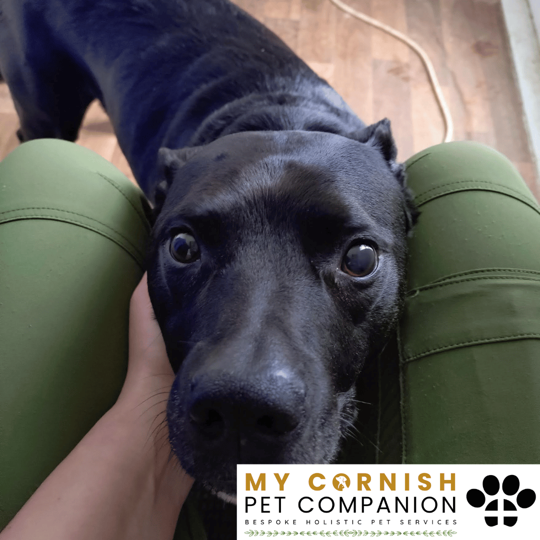 Pet Sitting Services in Saltash. Pet Sitting Services in Cornwall. Pet Sitting Services in Devon. Pet Sitting Services in Devon & Cornwall My Cornish Pet Companion offers professional pet sitting services, personalised pet care services and dedicated pet chaperone services across Saltash, Devon, and Cornwall. From wedding pet chaperone to special event and life event pet chaperone services, I'm here to make sure your pets are cared for, wherever life takes you. Pet Chaperone Services in Saltash. Pet Chaperone Services in Cornwall. Pet Chaperone Services in Devon. Pet Chaperone Services in Devon & Cornwall My Cornish Pet Chaperone offers professional pet chaperone services, personalised pet chaperone services and dedicated pet chaperone services across Saltash, Devon, and Cornwall. From wedding pet chaperone to special event and life event pet chaperone services, I'm here to make sure your pets are cared for, wherever life takes you. Pet Doula Services in Saltash. Pet Doula Services in Cornwall. Pet Doula Services in Devon. Pet Doula Services in Devon & Cornwall My Cornish Pet Doula offers professional pet doula and pet and animal end of life support services, personalised pet doula services and dedicated pet doula services across Saltash, Devon, and Cornwall. When it's time to say goodbye to your family's best friend, then I'm here to bring support and guidance at a difficult time. PROFESSIONAL PET CARE IN SALTASH, CORNWALL AND DEVON. PET SITTING IN SALTASH. PET SITTING IN CORNWALL. PET SITTING IN DEVON. HOUSE SITTING IN CORNWALL AND DEVON. WEDDING PET CHAPERONE SERVICES. PET DOULA AND PET END-OF-LIFE SUPPORT. My Cornish Pet Companion provides professional, trusted, reliable and compassionate pet care services from our base in Saltash, Cornwall, serving pet owners across Cornwall, Devon and the wider Devon and Cornwall region. Offering personalised pet sitting, dog sitting, cat sitting, in-home pet sitting, holiday pet sitting, overnight pet care, house sitting, house and pet sitting, wedding pet chaperone services, dog wedding chaperone services, special event pet chaperoning, senior pet care, pet doula services, palliative pet support and compassionate pet end-of-life support, My Cornish Pet Companion provides a highly personal alternative for owners looking for experienced and dependable professional pet care in Saltash, Cornwall and Devon. If you are searching for a PET SITTER IN SALTASH, PET SITTER IN CORNWALL, PET SITTER IN DEVON, PET SITTING IN CORNWALL, PET SITTING IN DEVON, PET SITTING IN SALTASH, DOG SITTER IN CORNWALL, DOG SITTER IN DEVON, CAT SITTER IN CORNWALL, CAT SITTER IN DEVON, HOME PET SITTER, HOLIDAY PET SITTER, OVERNIGHT PET SITTER or PROFESSIONAL PET CARE NEAR ME, My Cornish Pet Companion offers attentive, individual pet care tailored around your animal, their personality, their established routine and their home environment. Our professional in-home pet sitting services allow dogs, cats and other companion animals to remain in familiar surroundings while their owners are away, with dedicated care, companionship, feeding, exercise, attention and support built around their normal everyday routine. Our PET SITTING SERVICES IN CORNWALL AND DEVON are ideal for owners going on holiday, travelling for work, spending a weekend away, attending a special occasion or simply needing trusted additional support with their pets. Based in SALTASH, CORNWALL, My Cornish Pet Companion provides professional pet sitting and home pet care across Cornwall and Devon for owners seeking a dependable alternative to kennels, catteries and traditional pet boarding. Whether you have a dog, cat, puppy, senior pet, multiple pets or an animal with an individual routine, our personalised Cornwall and Devon pet sitting services are centred around comfort, consistency, companionship and compassionate care. My Cornish Pet Companion also provides PROFESSIONAL HOUSE SITTING IN SALTASH, HOUSE SITTING IN CORNWALL, HOUSE SITTING IN DEVON and combined HOUSE AND PET SITTING SERVICES throughout Cornwall and Devon. If you're searching for a HOUSE SITTER NEAR ME, HOUSE SITTER CORNWALL, HOUSE SITTER DEVON, HOUSE SITTER SALTASH, HOLIDAY HOUSE SITTING, OVERNIGHT HOUSE SITTING, HOME SITTING, PROPERTY SITTING or HOUSE AND PET SITTER NEAR ME, our professional house sitting service provides reassurance that your home is being looked after while you're away. From maintaining a reassuring presence at your property to collecting post, watering plants, putting out bins, checking your home and caring for pets in their own surroundings, our house sitting and pet sitting services are tailored to your individual home, animals and requirements. For couples planning a DOG-FRIENDLY WEDDING IN CORNWALL or DOG-FRIENDLY WEDDING IN DEVON, My Cornish Pet Companion also provides dedicated WEDDING PET CHAPERONE SERVICES throughout Saltash, Cornwall and Devon. Our professional wedding dog chaperone and pet wedding chaperone services help make it possible for your beloved pet to be part of your wedding ceremony, wedding photographs and celebrations while receiving dedicated one-to-one care and supervision. Whether your dog is walking down the aisle, greeting wedding guests, appearing in photographs, acting as a ring bearer or simply joining you for part of your special day, our WEDDING PET CHAPERONE CORNWALL and WEDDING PET CHAPERONE DEVON services allow your pet to participate without placing responsibility for their care on your family, bridesmaids, groomsmen or wedding guests. Searching for a WEDDING PET CHAPERONE NEAR ME, DOG WEDDING CHAPERONE NEAR ME, WEDDING DOG SITTER, PET CHAPERONE CORNWALL, PET CHAPERONE DEVON, WEDDING DOG CHAPERONE CORNWALL, WEDDING DOG CHAPERONE DEVON or WEDDING PET CHAPERONE SALTASH? My Cornish Pet Companion provides professional pet chaperoning for weddings, engagements, proposals, family celebrations, photography sessions, special occasions and other important events across Cornwall and Devon. Our pet chaperone service can include caring for your pet around the event, supervising them while they are present and ensuring they remain comfortable, happy and cared for throughout their involvement in your special occasion. My Cornish Pet Companion also provides compassionate PET DOULA SERVICES IN SALTASH, PET DOULA SERVICES IN CORNWALL and PET DOULA SERVICES IN DEVON for families caring for elderly, senior, seriously ill or end-of-life pets. Our non-veterinary pet doula and pet end-of-life support services provide sensitive, personalised practical and emotional support alongside the professional medical care provided by your veterinary team. For owners searching for a PET DOULA NEAR ME, PET DOULA CORNWALL, PET DOULA DEVON, PET DOULA SALTASH, PET END-OF-LIFE SUPPORT NEAR ME, SENIOR PET CARE CORNWALL, SENIOR PET CARE DEVON, PALLIATIVE PET SUPPORT, END-OF-LIFE SUPPORT FOR DOGS, END-OF-LIFE SUPPORT FOR CATS or COMPASSIONATE PET LOSS SUPPORT, My Cornish Pet Companion offers an understanding and individual approach centred around your pet's comfort, dignity, quality of life and your needs as their family. From everyday professional pet sitting to holiday pet care, overnight pet sitting, house sitting, house and pet sitting, wedding dog chaperoning, special event pet chaperoning, senior pet support and compassionate pet doula services, My Cornish Pet Companion provides a comprehensive range of PROFESSIONAL PET SERVICES IN CORNWALL AND DEVON. Based in SALTASH and serving pet owners across CORNWALL AND DEVON, we provide reliable, attentive and personalised support for owners who want their pets and homes cared for with the same consideration and attention they would give them themselves. PET SITTING NEAR ME. PET SITTER NEAR ME. DOG SITTER NEAR ME. CAT SITTER NEAR ME. PET CARE NEAR ME. HOUSE SITTER NEAR ME. HOUSE AND PET SITTER NEAR ME. PET CHAPERONE NEAR ME. WEDDING PET CHAPERONE NEAR ME. DOG WEDDING CHAPERONE NEAR ME. PET DOULA NEAR ME. PET END-OF-LIFE SUPPORT NEAR ME. For pet owners searching throughout SALTASH, CORNWALL AND DEVON, My Cornish Pet Companion provides professional pet sitting, dog sitting, cat sitting, home pet care, holiday pet sitting, house sitting, property sitting, house and pet sitting, wedding pet care, wedding dog chaperoning, pet chaperone services, senior pet care, pet doula support and compassionate end-of-life pet support. Whether you're looking for PROFESSIONAL PET SITTING IN SALTASH, PROFESSIONAL PET SITTING IN CORNWALL, PROFESSIONAL PET SITTING IN DEVON, TRUSTED PET CARE IN CORNWALL, RELIABLE PET CARE IN DEVON, DOG SITTING IN SALTASH, DOG SITTING IN CORNWALL, DOG SITTING IN DEVON, CAT SITTING IN SALTASH, CAT SITTING IN CORNWALL, CAT SITTING IN DEVON, HOUSE SITTING IN SALTASH, HOUSE SITTING IN CORNWALL, HOUSE SITTING IN DEVON, WEDDING PET CHAPERONING IN CORNWALL, WEDDING PET CHAPERONING IN DEVON, PET DOULA SUPPORT IN CORNWALL or PET DOULA SUPPORT IN DEVON, discover the personal, compassionate and professional service offered by My Cornish Pet Companion. MY CORNISH PET COMPANION – PROFESSIONAL PET CARE IN SALTASH, CORNWALL AND DEVON. Trusted pet sitting, dog sitting, cat sitting, home pet sitting, holiday pet care, house sitting, house and pet sitting, wedding pet chaperone services, dog wedding chaperoning, special occasion pet care, senior pet support, pet doula services and pet end-of-life support throughout Cornwall and Devon. Personal care for beloved pets. Dependable support for their people. Professional pet services tailored around every animal, every home and every individual situation.