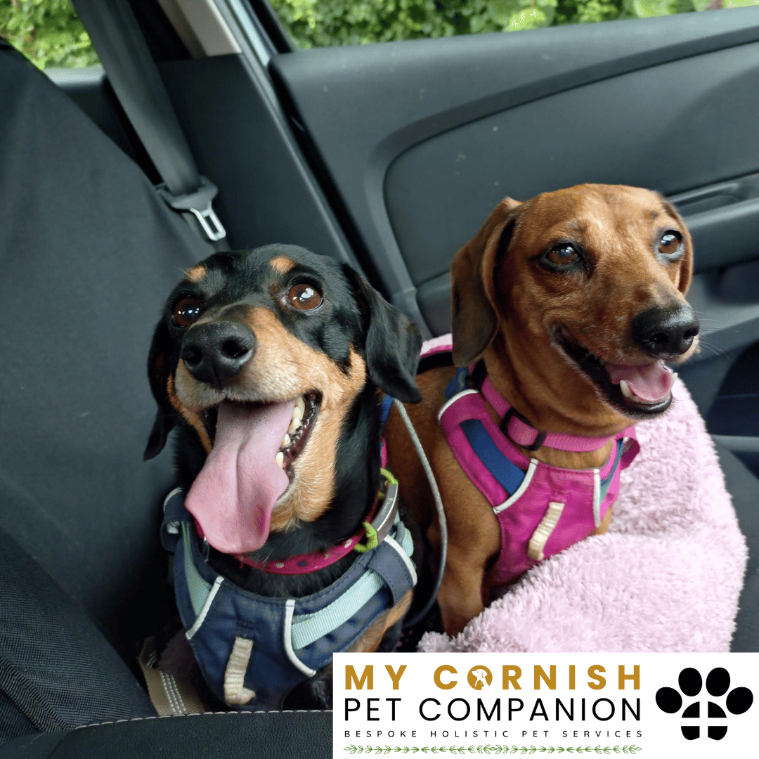 Pet Sitting Services in Saltash. Pet Sitting Services in Cornwall. Pet Sitting Services in Devon. Pet Sitting Services in Devon & Cornwall My Cornish Pet Companion offers professional pet sitting services, personalised pet care services and dedicated pet chaperone services across Saltash, Devon, and Cornwall. From wedding pet chaperone to special event and life event pet chaperone services, I'm here to make sure your pets are cared for, wherever life takes you. Pet Chaperone Services in Saltash. Pet Chaperone Services in Cornwall. Pet Chaperone Services in Devon. Pet Chaperone Services in Devon & Cornwall My Cornish Pet Chaperone offers professional pet chaperone services, personalised pet chaperone services and dedicated pet chaperone services across Saltash, Devon, and Cornwall. From wedding pet chaperone to special event and life event pet chaperone services, I'm here to make sure your pets are cared for, wherever life takes you. Pet Doula Services in Saltash. Pet Doula Services in Cornwall. Pet Doula Services in Devon. Pet Doula Services in Devon & Cornwall My Cornish Pet Doula offers professional pet doula and pet and animal end of life support services, personalised pet doula services and dedicated pet doula services across Saltash, Devon, and Cornwall. When it's time to say goodbye to your family's best friend, then I'm here to bring support and guidance at a difficult time. PROFESSIONAL PET CARE IN SALTASH, CORNWALL AND DEVON. PET SITTING IN SALTASH. PET SITTING IN CORNWALL. PET SITTING IN DEVON. HOUSE SITTING IN CORNWALL AND DEVON. WEDDING PET CHAPERONE SERVICES. PET DOULA AND PET END-OF-LIFE SUPPORT. My Cornish Pet Companion provides professional, trusted, reliable and compassionate pet care services from our base in Saltash, Cornwall, serving pet owners across Cornwall, Devon and the wider Devon and Cornwall region. Offering personalised pet sitting, dog sitting, cat sitting, in-home pet sitting, holiday pet sitting, overnight pet care, house sitting, house and pet sitting, wedding pet chaperone services, dog wedding chaperone services, special event pet chaperoning, senior pet care, pet doula services, palliative pet support and compassionate pet end-of-life support, My Cornish Pet Companion provides a highly personal alternative for owners looking for experienced and dependable professional pet care in Saltash, Cornwall and Devon. If you are searching for a PET SITTER IN SALTASH, PET SITTER IN CORNWALL, PET SITTER IN DEVON, PET SITTING IN CORNWALL, PET SITTING IN DEVON, PET SITTING IN SALTASH, DOG SITTER IN CORNWALL, DOG SITTER IN DEVON, CAT SITTER IN CORNWALL, CAT SITTER IN DEVON, HOME PET SITTER, HOLIDAY PET SITTER, OVERNIGHT PET SITTER or PROFESSIONAL PET CARE NEAR ME, My Cornish Pet Companion offers attentive, individual pet care tailored around your animal, their personality, their established routine and their home environment. Our professional in-home pet sitting services allow dogs, cats and other companion animals to remain in familiar surroundings while their owners are away, with dedicated care, companionship, feeding, exercise, attention and support built around their normal everyday routine. Our PET SITTING SERVICES IN CORNWALL AND DEVON are ideal for owners going on holiday, travelling for work, spending a weekend away, attending a special occasion or simply needing trusted additional support with their pets. Based in SALTASH, CORNWALL, My Cornish Pet Companion provides professional pet sitting and home pet care across Cornwall and Devon for owners seeking a dependable alternative to kennels, catteries and traditional pet boarding. Whether you have a dog, cat, puppy, senior pet, multiple pets or an animal with an individual routine, our personalised Cornwall and Devon pet sitting services are centred around comfort, consistency, companionship and compassionate care. My Cornish Pet Companion also provides PROFESSIONAL HOUSE SITTING IN SALTASH, HOUSE SITTING IN CORNWALL, HOUSE SITTING IN DEVON and combined HOUSE AND PET SITTING SERVICES throughout Cornwall and Devon. If you're searching for a HOUSE SITTER NEAR ME, HOUSE SITTER CORNWALL, HOUSE SITTER DEVON, HOUSE SITTER SALTASH, HOLIDAY HOUSE SITTING, OVERNIGHT HOUSE SITTING, HOME SITTING, PROPERTY SITTING or HOUSE AND PET SITTER NEAR ME, our professional house sitting service provides reassurance that your home is being looked after while you're away. From maintaining a reassuring presence at your property to collecting post, watering plants, putting out bins, checking your home and caring for pets in their own surroundings, our house sitting and pet sitting services are tailored to your individual home, animals and requirements. For couples planning a DOG-FRIENDLY WEDDING IN CORNWALL or DOG-FRIENDLY WEDDING IN DEVON, My Cornish Pet Companion also provides dedicated WEDDING PET CHAPERONE SERVICES throughout Saltash, Cornwall and Devon. Our professional wedding dog chaperone and pet wedding chaperone services help make it possible for your beloved pet to be part of your wedding ceremony, wedding photographs and celebrations while receiving dedicated one-to-one care and supervision. Whether your dog is walking down the aisle, greeting wedding guests, appearing in photographs, acting as a ring bearer or simply joining you for part of your special day, our WEDDING PET CHAPERONE CORNWALL and WEDDING PET CHAPERONE DEVON services allow your pet to participate without placing responsibility for their care on your family, bridesmaids, groomsmen or wedding guests. Searching for a WEDDING PET CHAPERONE NEAR ME, DOG WEDDING CHAPERONE NEAR ME, WEDDING DOG SITTER, PET CHAPERONE CORNWALL, PET CHAPERONE DEVON, WEDDING DOG CHAPERONE CORNWALL, WEDDING DOG CHAPERONE DEVON or WEDDING PET CHAPERONE SALTASH? My Cornish Pet Companion provides professional pet chaperoning for weddings, engagements, proposals, family celebrations, photography sessions, special occasions and other important events across Cornwall and Devon. Our pet chaperone service can include caring for your pet around the event, supervising them while they are present and ensuring they remain comfortable, happy and cared for throughout their involvement in your special occasion. My Cornish Pet Companion also provides compassionate PET DOULA SERVICES IN SALTASH, PET DOULA SERVICES IN CORNWALL and PET DOULA SERVICES IN DEVON for families caring for elderly, senior, seriously ill or end-of-life pets. Our non-veterinary pet doula and pet end-of-life support services provide sensitive, personalised practical and emotional support alongside the professional medical care provided by your veterinary team. For owners searching for a PET DOULA NEAR ME, PET DOULA CORNWALL, PET DOULA DEVON, PET DOULA SALTASH, PET END-OF-LIFE SUPPORT NEAR ME, SENIOR PET CARE CORNWALL, SENIOR PET CARE DEVON, PALLIATIVE PET SUPPORT, END-OF-LIFE SUPPORT FOR DOGS, END-OF-LIFE SUPPORT FOR CATS or COMPASSIONATE PET LOSS SUPPORT, My Cornish Pet Companion offers an understanding and individual approach centred around your pet's comfort, dignity, quality of life and your needs as their family. From everyday professional pet sitting to holiday pet care, overnight pet sitting, house sitting, house and pet sitting, wedding dog chaperoning, special event pet chaperoning, senior pet support and compassionate pet doula services, My Cornish Pet Companion provides a comprehensive range of PROFESSIONAL PET SERVICES IN CORNWALL AND DEVON. Based in SALTASH and serving pet owners across CORNWALL AND DEVON, we provide reliable, attentive and personalised support for owners who want their pets and homes cared for with the same consideration and attention they would give them themselves. PET SITTING NEAR ME. PET SITTER NEAR ME. DOG SITTER NEAR ME. CAT SITTER NEAR ME. PET CARE NEAR ME. HOUSE SITTER NEAR ME. HOUSE AND PET SITTER NEAR ME. PET CHAPERONE NEAR ME. WEDDING PET CHAPERONE NEAR ME. DOG WEDDING CHAPERONE NEAR ME. PET DOULA NEAR ME. PET END-OF-LIFE SUPPORT NEAR ME. For pet owners searching throughout SALTASH, CORNWALL AND DEVON, My Cornish Pet Companion provides professional pet sitting, dog sitting, cat sitting, home pet care, holiday pet sitting, house sitting, property sitting, house and pet sitting, wedding pet care, wedding dog chaperoning, pet chaperone services, senior pet care, pet doula support and compassionate end-of-life pet support. Whether you're looking for PROFESSIONAL PET SITTING IN SALTASH, PROFESSIONAL PET SITTING IN CORNWALL, PROFESSIONAL PET SITTING IN DEVON, TRUSTED PET CARE IN CORNWALL, RELIABLE PET CARE IN DEVON, DOG SITTING IN SALTASH, DOG SITTING IN CORNWALL, DOG SITTING IN DEVON, CAT SITTING IN SALTASH, CAT SITTING IN CORNWALL, CAT SITTING IN DEVON, HOUSE SITTING IN SALTASH, HOUSE SITTING IN CORNWALL, HOUSE SITTING IN DEVON, WEDDING PET CHAPERONING IN CORNWALL, WEDDING PET CHAPERONING IN DEVON, PET DOULA SUPPORT IN CORNWALL or PET DOULA SUPPORT IN DEVON, discover the personal, compassionate and professional service offered by My Cornish Pet Companion. MY CORNISH PET COMPANION – PROFESSIONAL PET CARE IN SALTASH, CORNWALL AND DEVON. Trusted pet sitting, dog sitting, cat sitting, home pet sitting, holiday pet care, house sitting, house and pet sitting, wedding pet chaperone services, dog wedding chaperoning, special occasion pet care, senior pet support, pet doula services and pet end-of-life support throughout Cornwall and Devon. Personal care for beloved pets. Dependable support for their people. Professional pet services tailored around every animal, every home and every individual situation.