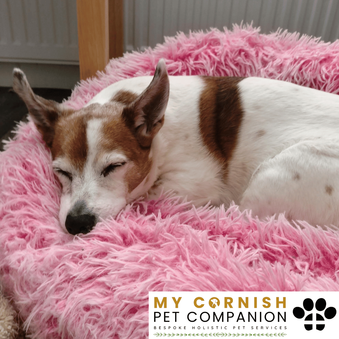 Pet Sitting Services in Saltash. Pet Sitting Services in Cornwall. Pet Sitting Services in Devon. Pet Sitting Services in Devon & Cornwall My Cornish Pet Companion offers professional pet sitting services, personalised pet care services and dedicated pet chaperone services across Saltash, Devon, and Cornwall. From wedding pet chaperone to special event and life event pet chaperone services, I'm here to make sure your pets are cared for, wherever life takes you. Pet Chaperone Services in Saltash. Pet Chaperone Services in Cornwall. Pet Chaperone Services in Devon. Pet Chaperone Services in Devon & Cornwall My Cornish Pet Chaperone offers professional pet chaperone services, personalised pet chaperone services and dedicated pet chaperone services across Saltash, Devon, and Cornwall. From wedding pet chaperone to special event and life event pet chaperone services, I'm here to make sure your pets are cared for, wherever life takes you. Pet Doula Services in Saltash. Pet Doula Services in Cornwall. Pet Doula Services in Devon. Pet Doula Services in Devon & Cornwall My Cornish Pet Doula offers professional pet doula and pet and animal end of life support services, personalised pet doula services and dedicated pet doula services across Saltash, Devon, and Cornwall. When it's time to say goodbye to your family's best friend, then I'm here to bring support and guidance at a difficult time. PROFESSIONAL PET CARE IN SALTASH, CORNWALL AND DEVON. PET SITTING IN SALTASH. PET SITTING IN CORNWALL. PET SITTING IN DEVON. HOUSE SITTING IN CORNWALL AND DEVON. WEDDING PET CHAPERONE SERVICES. PET DOULA AND PET END-OF-LIFE SUPPORT. My Cornish Pet Companion provides professional, trusted, reliable and compassionate pet care services from our base in Saltash, Cornwall, serving pet owners across Cornwall, Devon and the wider Devon and Cornwall region. Offering personalised pet sitting, dog sitting, cat sitting, in-home pet sitting, holiday pet sitting, overnight pet care, house sitting, house and pet sitting, wedding pet chaperone services, dog wedding chaperone services, special event pet chaperoning, senior pet care, pet doula services, palliative pet support and compassionate pet end-of-life support, My Cornish Pet Companion provides a highly personal alternative for owners looking for experienced and dependable professional pet care in Saltash, Cornwall and Devon. If you are searching for a PET SITTER IN SALTASH, PET SITTER IN CORNWALL, PET SITTER IN DEVON, PET SITTING IN CORNWALL, PET SITTING IN DEVON, PET SITTING IN SALTASH, DOG SITTER IN CORNWALL, DOG SITTER IN DEVON, CAT SITTER IN CORNWALL, CAT SITTER IN DEVON, HOME PET SITTER, HOLIDAY PET SITTER, OVERNIGHT PET SITTER or PROFESSIONAL PET CARE NEAR ME, My Cornish Pet Companion offers attentive, individual pet care tailored around your animal, their personality, their established routine and their home environment. Our professional in-home pet sitting services allow dogs, cats and other companion animals to remain in familiar surroundings while their owners are away, with dedicated care, companionship, feeding, exercise, attention and support built around their normal everyday routine. Our PET SITTING SERVICES IN CORNWALL AND DEVON are ideal for owners going on holiday, travelling for work, spending a weekend away, attending a special occasion or simply needing trusted additional support with their pets. Based in SALTASH, CORNWALL, My Cornish Pet Companion provides professional pet sitting and home pet care across Cornwall and Devon for owners seeking a dependable alternative to kennels, catteries and traditional pet boarding. Whether you have a dog, cat, puppy, senior pet, multiple pets or an animal with an individual routine, our personalised Cornwall and Devon pet sitting services are centred around comfort, consistency, companionship and compassionate care. My Cornish Pet Companion also provides PROFESSIONAL HOUSE SITTING IN SALTASH, HOUSE SITTING IN CORNWALL, HOUSE SITTING IN DEVON and combined HOUSE AND PET SITTING SERVICES throughout Cornwall and Devon. If you're searching for a HOUSE SITTER NEAR ME, HOUSE SITTER CORNWALL, HOUSE SITTER DEVON, HOUSE SITTER SALTASH, HOLIDAY HOUSE SITTING, OVERNIGHT HOUSE SITTING, HOME SITTING, PROPERTY SITTING or HOUSE AND PET SITTER NEAR ME, our professional house sitting service provides reassurance that your home is being looked after while you're away. From maintaining a reassuring presence at your property to collecting post, watering plants, putting out bins, checking your home and caring for pets in their own surroundings, our house sitting and pet sitting services are tailored to your individual home, animals and requirements. For couples planning a DOG-FRIENDLY WEDDING IN CORNWALL or DOG-FRIENDLY WEDDING IN DEVON, My Cornish Pet Companion also provides dedicated WEDDING PET CHAPERONE SERVICES throughout Saltash, Cornwall and Devon. Our professional wedding dog chaperone and pet wedding chaperone services help make it possible for your beloved pet to be part of your wedding ceremony, wedding photographs and celebrations while receiving dedicated one-to-one care and supervision. Whether your dog is walking down the aisle, greeting wedding guests, appearing in photographs, acting as a ring bearer or simply joining you for part of your special day, our WEDDING PET CHAPERONE CORNWALL and WEDDING PET CHAPERONE DEVON services allow your pet to participate without placing responsibility for their care on your family, bridesmaids, groomsmen or wedding guests. Searching for a WEDDING PET CHAPERONE NEAR ME, DOG WEDDING CHAPERONE NEAR ME, WEDDING DOG SITTER, PET CHAPERONE CORNWALL, PET CHAPERONE DEVON, WEDDING DOG CHAPERONE CORNWALL, WEDDING DOG CHAPERONE DEVON or WEDDING PET CHAPERONE SALTASH? My Cornish Pet Companion provides professional pet chaperoning for weddings, engagements, proposals, family celebrations, photography sessions, special occasions and other important events across Cornwall and Devon. Our pet chaperone service can include caring for your pet around the event, supervising them while they are present and ensuring they remain comfortable, happy and cared for throughout their involvement in your special occasion. My Cornish Pet Companion also provides compassionate PET DOULA SERVICES IN SALTASH, PET DOULA SERVICES IN CORNWALL and PET DOULA SERVICES IN DEVON for families caring for elderly, senior, seriously ill or end-of-life pets. Our non-veterinary pet doula and pet end-of-life support services provide sensitive, personalised practical and emotional support alongside the professional medical care provided by your veterinary team. For owners searching for a PET DOULA NEAR ME, PET DOULA CORNWALL, PET DOULA DEVON, PET DOULA SALTASH, PET END-OF-LIFE SUPPORT NEAR ME, SENIOR PET CARE CORNWALL, SENIOR PET CARE DEVON, PALLIATIVE PET SUPPORT, END-OF-LIFE SUPPORT FOR DOGS, END-OF-LIFE SUPPORT FOR CATS or COMPASSIONATE PET LOSS SUPPORT, My Cornish Pet Companion offers an understanding and individual approach centred around your pet's comfort, dignity, quality of life and your needs as their family. From everyday professional pet sitting to holiday pet care, overnight pet sitting, house sitting, house and pet sitting, wedding dog chaperoning, special event pet chaperoning, senior pet support and compassionate pet doula services, My Cornish Pet Companion provides a comprehensive range of PROFESSIONAL PET SERVICES IN CORNWALL AND DEVON. Based in SALTASH and serving pet owners across CORNWALL AND DEVON, we provide reliable, attentive and personalised support for owners who want their pets and homes cared for with the same consideration and attention they would give them themselves. PET SITTING NEAR ME. PET SITTER NEAR ME. DOG SITTER NEAR ME. CAT SITTER NEAR ME. PET CARE NEAR ME. HOUSE SITTER NEAR ME. HOUSE AND PET SITTER NEAR ME. PET CHAPERONE NEAR ME. WEDDING PET CHAPERONE NEAR ME. DOG WEDDING CHAPERONE NEAR ME. PET DOULA NEAR ME. PET END-OF-LIFE SUPPORT NEAR ME. For pet owners searching throughout SALTASH, CORNWALL AND DEVON, My Cornish Pet Companion provides professional pet sitting, dog sitting, cat sitting, home pet care, holiday pet sitting, house sitting, property sitting, house and pet sitting, wedding pet care, wedding dog chaperoning, pet chaperone services, senior pet care, pet doula support and compassionate end-of-life pet support. Whether you're looking for PROFESSIONAL PET SITTING IN SALTASH, PROFESSIONAL PET SITTING IN CORNWALL, PROFESSIONAL PET SITTING IN DEVON, TRUSTED PET CARE IN CORNWALL, RELIABLE PET CARE IN DEVON, DOG SITTING IN SALTASH, DOG SITTING IN CORNWALL, DOG SITTING IN DEVON, CAT SITTING IN SALTASH, CAT SITTING IN CORNWALL, CAT SITTING IN DEVON, HOUSE SITTING IN SALTASH, HOUSE SITTING IN CORNWALL, HOUSE SITTING IN DEVON, WEDDING PET CHAPERONING IN CORNWALL, WEDDING PET CHAPERONING IN DEVON, PET DOULA SUPPORT IN CORNWALL or PET DOULA SUPPORT IN DEVON, discover the personal, compassionate and professional service offered by My Cornish Pet Companion. MY CORNISH PET COMPANION – PROFESSIONAL PET CARE IN SALTASH, CORNWALL AND DEVON. Trusted pet sitting, dog sitting, cat sitting, home pet sitting, holiday pet care, house sitting, house and pet sitting, wedding pet chaperone services, dog wedding chaperoning, special occasion pet care, senior pet support, pet doula services and pet end-of-life support throughout Cornwall and Devon. Personal care for beloved pets. Dependable support for their people. Professional pet services tailored around every animal, every home and every individual situation.