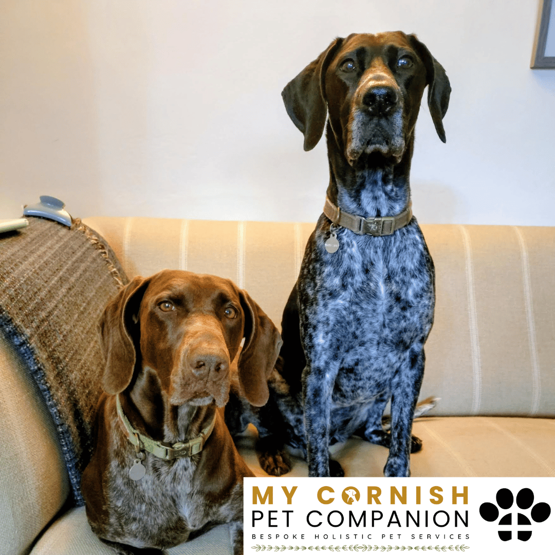 Pet Sitting Services in Saltash. Pet Sitting Services in Cornwall. Pet Sitting Services in Devon. Pet Sitting Services in Devon & Cornwall My Cornish Pet Companion offers professional pet sitting services, personalised pet care services and dedicated pet chaperone services across Saltash, Devon, and Cornwall. From wedding pet chaperone to special event and life event pet chaperone services, I'm here to make sure your pets are cared for, wherever life takes you. Pet Chaperone Services in Saltash. Pet Chaperone Services in Cornwall. Pet Chaperone Services in Devon. Pet Chaperone Services in Devon & Cornwall My Cornish Pet Chaperone offers professional pet chaperone services, personalised pet chaperone services and dedicated pet chaperone services across Saltash, Devon, and Cornwall. From wedding pet chaperone to special event and life event pet chaperone services, I'm here to make sure your pets are cared for, wherever life takes you. Pet Doula Services in Saltash. Pet Doula Services in Cornwall. Pet Doula Services in Devon. Pet Doula Services in Devon & Cornwall My Cornish Pet Doula offers professional pet doula and pet and animal end of life support services, personalised pet doula services and dedicated pet doula services across Saltash, Devon, and Cornwall. When it's time to say goodbye to your family's best friend, then I'm here to bring support and guidance at a difficult time. PROFESSIONAL PET CARE IN SALTASH, CORNWALL AND DEVON. PET SITTING IN SALTASH. PET SITTING IN CORNWALL. PET SITTING IN DEVON. HOUSE SITTING IN CORNWALL AND DEVON. WEDDING PET CHAPERONE SERVICES. PET DOULA AND PET END-OF-LIFE SUPPORT. My Cornish Pet Companion provides professional, trusted, reliable and compassionate pet care services from our base in Saltash, Cornwall, serving pet owners across Cornwall, Devon and the wider Devon and Cornwall region. Offering personalised pet sitting, dog sitting, cat sitting, in-home pet sitting, holiday pet sitting, overnight pet care, house sitting, house and pet sitting, wedding pet chaperone services, dog wedding chaperone services, special event pet chaperoning, senior pet care, pet doula services, palliative pet support and compassionate pet end-of-life support, My Cornish Pet Companion provides a highly personal alternative for owners looking for experienced and dependable professional pet care in Saltash, Cornwall and Devon. If you are searching for a PET SITTER IN SALTASH, PET SITTER IN CORNWALL, PET SITTER IN DEVON, PET SITTING IN CORNWALL, PET SITTING IN DEVON, PET SITTING IN SALTASH, DOG SITTER IN CORNWALL, DOG SITTER IN DEVON, CAT SITTER IN CORNWALL, CAT SITTER IN DEVON, HOME PET SITTER, HOLIDAY PET SITTER, OVERNIGHT PET SITTER or PROFESSIONAL PET CARE NEAR ME, My Cornish Pet Companion offers attentive, individual pet care tailored around your animal, their personality, their established routine and their home environment. Our professional in-home pet sitting services allow dogs, cats and other companion animals to remain in familiar surroundings while their owners are away, with dedicated care, companionship, feeding, exercise, attention and support built around their normal everyday routine. Our PET SITTING SERVICES IN CORNWALL AND DEVON are ideal for owners going on holiday, travelling for work, spending a weekend away, attending a special occasion or simply needing trusted additional support with their pets. Based in SALTASH, CORNWALL, My Cornish Pet Companion provides professional pet sitting and home pet care across Cornwall and Devon for owners seeking a dependable alternative to kennels, catteries and traditional pet boarding. Whether you have a dog, cat, puppy, senior pet, multiple pets or an animal with an individual routine, our personalised Cornwall and Devon pet sitting services are centred around comfort, consistency, companionship and compassionate care. My Cornish Pet Companion also provides PROFESSIONAL HOUSE SITTING IN SALTASH, HOUSE SITTING IN CORNWALL, HOUSE SITTING IN DEVON and combined HOUSE AND PET SITTING SERVICES throughout Cornwall and Devon. If you're searching for a HOUSE SITTER NEAR ME, HOUSE SITTER CORNWALL, HOUSE SITTER DEVON, HOUSE SITTER SALTASH, HOLIDAY HOUSE SITTING, OVERNIGHT HOUSE SITTING, HOME SITTING, PROPERTY SITTING or HOUSE AND PET SITTER NEAR ME, our professional house sitting service provides reassurance that your home is being looked after while you're away. From maintaining a reassuring presence at your property to collecting post, watering plants, putting out bins, checking your home and caring for pets in their own surroundings, our house sitting and pet sitting services are tailored to your individual home, animals and requirements. For couples planning a DOG-FRIENDLY WEDDING IN CORNWALL or DOG-FRIENDLY WEDDING IN DEVON, My Cornish Pet Companion also provides dedicated WEDDING PET CHAPERONE SERVICES throughout Saltash, Cornwall and Devon. Our professional wedding dog chaperone and pet wedding chaperone services help make it possible for your beloved pet to be part of your wedding ceremony, wedding photographs and celebrations while receiving dedicated one-to-one care and supervision. Whether your dog is walking down the aisle, greeting wedding guests, appearing in photographs, acting as a ring bearer or simply joining you for part of your special day, our WEDDING PET CHAPERONE CORNWALL and WEDDING PET CHAPERONE DEVON services allow your pet to participate without placing responsibility for their care on your family, bridesmaids, groomsmen or wedding guests. Searching for a WEDDING PET CHAPERONE NEAR ME, DOG WEDDING CHAPERONE NEAR ME, WEDDING DOG SITTER, PET CHAPERONE CORNWALL, PET CHAPERONE DEVON, WEDDING DOG CHAPERONE CORNWALL, WEDDING DOG CHAPERONE DEVON or WEDDING PET CHAPERONE SALTASH? My Cornish Pet Companion provides professional pet chaperoning for weddings, engagements, proposals, family celebrations, photography sessions, special occasions and other important events across Cornwall and Devon. Our pet chaperone service can include caring for your pet around the event, supervising them while they are present and ensuring they remain comfortable, happy and cared for throughout their involvement in your special occasion. My Cornish Pet Companion also provides compassionate PET DOULA SERVICES IN SALTASH, PET DOULA SERVICES IN CORNWALL and PET DOULA SERVICES IN DEVON for families caring for elderly, senior, seriously ill or end-of-life pets. Our non-veterinary pet doula and pet end-of-life support services provide sensitive, personalised practical and emotional support alongside the professional medical care provided by your veterinary team. For owners searching for a PET DOULA NEAR ME, PET DOULA CORNWALL, PET DOULA DEVON, PET DOULA SALTASH, PET END-OF-LIFE SUPPORT NEAR ME, SENIOR PET CARE CORNWALL, SENIOR PET CARE DEVON, PALLIATIVE PET SUPPORT, END-OF-LIFE SUPPORT FOR DOGS, END-OF-LIFE SUPPORT FOR CATS or COMPASSIONATE PET LOSS SUPPORT, My Cornish Pet Companion offers an understanding and individual approach centred around your pet's comfort, dignity, quality of life and your needs as their family. From everyday professional pet sitting to holiday pet care, overnight pet sitting, house sitting, house and pet sitting, wedding dog chaperoning, special event pet chaperoning, senior pet support and compassionate pet doula services, My Cornish Pet Companion provides a comprehensive range of PROFESSIONAL PET SERVICES IN CORNWALL AND DEVON. Based in SALTASH and serving pet owners across CORNWALL AND DEVON, we provide reliable, attentive and personalised support for owners who want their pets and homes cared for with the same consideration and attention they would give them themselves. PET SITTING NEAR ME. PET SITTER NEAR ME. DOG SITTER NEAR ME. CAT SITTER NEAR ME. PET CARE NEAR ME. HOUSE SITTER NEAR ME. HOUSE AND PET SITTER NEAR ME. PET CHAPERONE NEAR ME. WEDDING PET CHAPERONE NEAR ME. DOG WEDDING CHAPERONE NEAR ME. PET DOULA NEAR ME. PET END-OF-LIFE SUPPORT NEAR ME. For pet owners searching throughout SALTASH, CORNWALL AND DEVON, My Cornish Pet Companion provides professional pet sitting, dog sitting, cat sitting, home pet care, holiday pet sitting, house sitting, property sitting, house and pet sitting, wedding pet care, wedding dog chaperoning, pet chaperone services, senior pet care, pet doula support and compassionate end-of-life pet support. Whether you're looking for PROFESSIONAL PET SITTING IN SALTASH, PROFESSIONAL PET SITTING IN CORNWALL, PROFESSIONAL PET SITTING IN DEVON, TRUSTED PET CARE IN CORNWALL, RELIABLE PET CARE IN DEVON, DOG SITTING IN SALTASH, DOG SITTING IN CORNWALL, DOG SITTING IN DEVON, CAT SITTING IN SALTASH, CAT SITTING IN CORNWALL, CAT SITTING IN DEVON, HOUSE SITTING IN SALTASH, HOUSE SITTING IN CORNWALL, HOUSE SITTING IN DEVON, WEDDING PET CHAPERONING IN CORNWALL, WEDDING PET CHAPERONING IN DEVON, PET DOULA SUPPORT IN CORNWALL or PET DOULA SUPPORT IN DEVON, discover the personal, compassionate and professional service offered by My Cornish Pet Companion. MY CORNISH PET COMPANION – PROFESSIONAL PET CARE IN SALTASH, CORNWALL AND DEVON. Trusted pet sitting, dog sitting, cat sitting, home pet sitting, holiday pet care, house sitting, house and pet sitting, wedding pet chaperone services, dog wedding chaperoning, special occasion pet care, senior pet support, pet doula services and pet end-of-life support throughout Cornwall and Devon. Personal care for beloved pets. Dependable support for their people. Professional pet services tailored around every animal, every home and every individual situation.