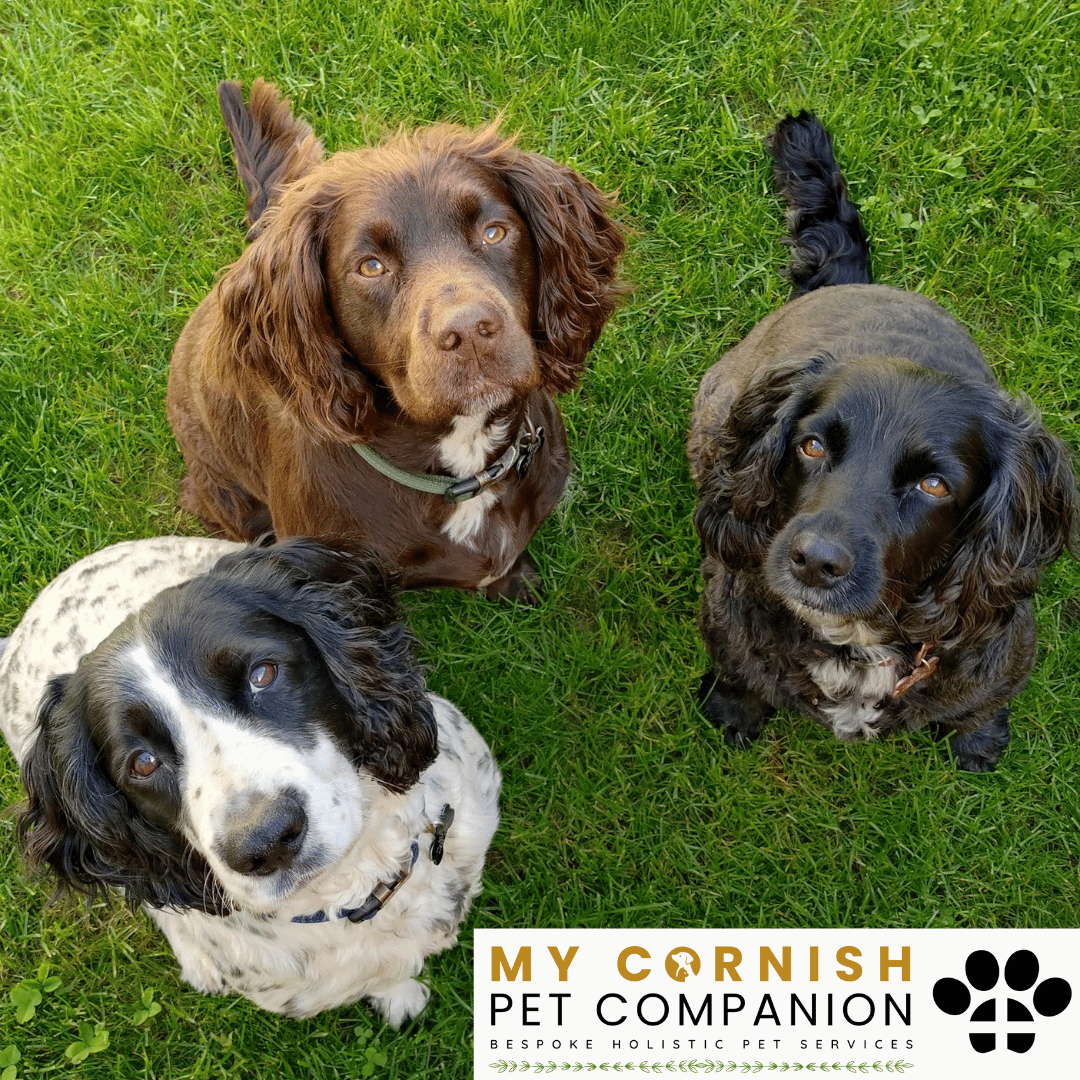 Pet Sitting Services in Saltash. Pet Sitting Services in Cornwall. Pet Sitting Services in Devon. Pet Sitting Services in Devon & Cornwall My Cornish Pet Companion offers professional pet sitting services, personalised pet care services and dedicated pet chaperone services across Saltash, Devon, and Cornwall. From wedding pet chaperone to special event and life event pet chaperone services, I'm here to make sure your pets are cared for, wherever life takes you. Pet Chaperone Services in Saltash. Pet Chaperone Services in Cornwall. Pet Chaperone Services in Devon. Pet Chaperone Services in Devon & Cornwall My Cornish Pet Chaperone offers professional pet chaperone services, personalised pet chaperone services and dedicated pet chaperone services across Saltash, Devon, and Cornwall. From wedding pet chaperone to special event and life event pet chaperone services, I'm here to make sure your pets are cared for, wherever life takes you. Pet Doula Services in Saltash. Pet Doula Services in Cornwall. Pet Doula Services in Devon. Pet Doula Services in Devon & Cornwall My Cornish Pet Doula offers professional pet doula and pet and animal end of life support services, personalised pet doula services and dedicated pet doula services across Saltash, Devon, and Cornwall. When it's time to say goodbye to your family's best friend, then I'm here to bring support and guidance at a difficult time. PROFESSIONAL PET CARE IN SALTASH, CORNWALL AND DEVON. PET SITTING IN SALTASH. PET SITTING IN CORNWALL. PET SITTING IN DEVON. HOUSE SITTING IN CORNWALL AND DEVON. WEDDING PET CHAPERONE SERVICES. PET DOULA AND PET END-OF-LIFE SUPPORT. My Cornish Pet Companion provides professional, trusted, reliable and compassionate pet care services from our base in Saltash, Cornwall, serving pet owners across Cornwall, Devon and the wider Devon and Cornwall region. Offering personalised pet sitting, dog sitting, cat sitting, in-home pet sitting, holiday pet sitting, overnight pet care, house sitting, house and pet sitting, wedding pet chaperone services, dog wedding chaperone services, special event pet chaperoning, senior pet care, pet doula services, palliative pet support and compassionate pet end-of-life support, My Cornish Pet Companion provides a highly personal alternative for owners looking for experienced and dependable professional pet care in Saltash, Cornwall and Devon. If you are searching for a PET SITTER IN SALTASH, PET SITTER IN CORNWALL, PET SITTER IN DEVON, PET SITTING IN CORNWALL, PET SITTING IN DEVON, PET SITTING IN SALTASH, DOG SITTER IN CORNWALL, DOG SITTER IN DEVON, CAT SITTER IN CORNWALL, CAT SITTER IN DEVON, HOME PET SITTER, HOLIDAY PET SITTER, OVERNIGHT PET SITTER or PROFESSIONAL PET CARE NEAR ME, My Cornish Pet Companion offers attentive, individual pet care tailored around your animal, their personality, their established routine and their home environment. Our professional in-home pet sitting services allow dogs, cats and other companion animals to remain in familiar surroundings while their owners are away, with dedicated care, companionship, feeding, exercise, attention and support built around their normal everyday routine. Our PET SITTING SERVICES IN CORNWALL AND DEVON are ideal for owners going on holiday, travelling for work, spending a weekend away, attending a special occasion or simply needing trusted additional support with their pets. Based in SALTASH, CORNWALL, My Cornish Pet Companion provides professional pet sitting and home pet care across Cornwall and Devon for owners seeking a dependable alternative to kennels, catteries and traditional pet boarding. Whether you have a dog, cat, puppy, senior pet, multiple pets or an animal with an individual routine, our personalised Cornwall and Devon pet sitting services are centred around comfort, consistency, companionship and compassionate care. My Cornish Pet Companion also provides PROFESSIONAL HOUSE SITTING IN SALTASH, HOUSE SITTING IN CORNWALL, HOUSE SITTING IN DEVON and combined HOUSE AND PET SITTING SERVICES throughout Cornwall and Devon. If you're searching for a HOUSE SITTER NEAR ME, HOUSE SITTER CORNWALL, HOUSE SITTER DEVON, HOUSE SITTER SALTASH, HOLIDAY HOUSE SITTING, OVERNIGHT HOUSE SITTING, HOME SITTING, PROPERTY SITTING or HOUSE AND PET SITTER NEAR ME, our professional house sitting service provides reassurance that your home is being looked after while you're away. From maintaining a reassuring presence at your property to collecting post, watering plants, putting out bins, checking your home and caring for pets in their own surroundings, our house sitting and pet sitting services are tailored to your individual home, animals and requirements. For couples planning a DOG-FRIENDLY WEDDING IN CORNWALL or DOG-FRIENDLY WEDDING IN DEVON, My Cornish Pet Companion also provides dedicated WEDDING PET CHAPERONE SERVICES throughout Saltash, Cornwall and Devon. Our professional wedding dog chaperone and pet wedding chaperone services help make it possible for your beloved pet to be part of your wedding ceremony, wedding photographs and celebrations while receiving dedicated one-to-one care and supervision. Whether your dog is walking down the aisle, greeting wedding guests, appearing in photographs, acting as a ring bearer or simply joining you for part of your special day, our WEDDING PET CHAPERONE CORNWALL and WEDDING PET CHAPERONE DEVON services allow your pet to participate without placing responsibility for their care on your family, bridesmaids, groomsmen or wedding guests. Searching for a WEDDING PET CHAPERONE NEAR ME, DOG WEDDING CHAPERONE NEAR ME, WEDDING DOG SITTER, PET CHAPERONE CORNWALL, PET CHAPERONE DEVON, WEDDING DOG CHAPERONE CORNWALL, WEDDING DOG CHAPERONE DEVON or WEDDING PET CHAPERONE SALTASH? My Cornish Pet Companion provides professional pet chaperoning for weddings, engagements, proposals, family celebrations, photography sessions, special occasions and other important events across Cornwall and Devon. Our pet chaperone service can include caring for your pet around the event, supervising them while they are present and ensuring they remain comfortable, happy and cared for throughout their involvement in your special occasion. My Cornish Pet Companion also provides compassionate PET DOULA SERVICES IN SALTASH, PET DOULA SERVICES IN CORNWALL and PET DOULA SERVICES IN DEVON for families caring for elderly, senior, seriously ill or end-of-life pets. Our non-veterinary pet doula and pet end-of-life support services provide sensitive, personalised practical and emotional support alongside the professional medical care provided by your veterinary team. For owners searching for a PET DOULA NEAR ME, PET DOULA CORNWALL, PET DOULA DEVON, PET DOULA SALTASH, PET END-OF-LIFE SUPPORT NEAR ME, SENIOR PET CARE CORNWALL, SENIOR PET CARE DEVON, PALLIATIVE PET SUPPORT, END-OF-LIFE SUPPORT FOR DOGS, END-OF-LIFE SUPPORT FOR CATS or COMPASSIONATE PET LOSS SUPPORT, My Cornish Pet Companion offers an understanding and individual approach centred around your pet's comfort, dignity, quality of life and your needs as their family. From everyday professional pet sitting to holiday pet care, overnight pet sitting, house sitting, house and pet sitting, wedding dog chaperoning, special event pet chaperoning, senior pet support and compassionate pet doula services, My Cornish Pet Companion provides a comprehensive range of PROFESSIONAL PET SERVICES IN CORNWALL AND DEVON. Based in SALTASH and serving pet owners across CORNWALL AND DEVON, we provide reliable, attentive and personalised support for owners who want their pets and homes cared for with the same consideration and attention they would give them themselves. PET SITTING NEAR ME. PET SITTER NEAR ME. DOG SITTER NEAR ME. CAT SITTER NEAR ME. PET CARE NEAR ME. HOUSE SITTER NEAR ME. HOUSE AND PET SITTER NEAR ME. PET CHAPERONE NEAR ME. WEDDING PET CHAPERONE NEAR ME. DOG WEDDING CHAPERONE NEAR ME. PET DOULA NEAR ME. PET END-OF-LIFE SUPPORT NEAR ME. For pet owners searching throughout SALTASH, CORNWALL AND DEVON, My Cornish Pet Companion provides professional pet sitting, dog sitting, cat sitting, home pet care, holiday pet sitting, house sitting, property sitting, house and pet sitting, wedding pet care, wedding dog chaperoning, pet chaperone services, senior pet care, pet doula support and compassionate end-of-life pet support. Whether you're looking for PROFESSIONAL PET SITTING IN SALTASH, PROFESSIONAL PET SITTING IN CORNWALL, PROFESSIONAL PET SITTING IN DEVON, TRUSTED PET CARE IN CORNWALL, RELIABLE PET CARE IN DEVON, DOG SITTING IN SALTASH, DOG SITTING IN CORNWALL, DOG SITTING IN DEVON, CAT SITTING IN SALTASH, CAT SITTING IN CORNWALL, CAT SITTING IN DEVON, HOUSE SITTING IN SALTASH, HOUSE SITTING IN CORNWALL, HOUSE SITTING IN DEVON, WEDDING PET CHAPERONING IN CORNWALL, WEDDING PET CHAPERONING IN DEVON, PET DOULA SUPPORT IN CORNWALL or PET DOULA SUPPORT IN DEVON, discover the personal, compassionate and professional service offered by My Cornish Pet Companion. MY CORNISH PET COMPANION – PROFESSIONAL PET CARE IN SALTASH, CORNWALL AND DEVON. Trusted pet sitting, dog sitting, cat sitting, home pet sitting, holiday pet care, house sitting, house and pet sitting, wedding pet chaperone services, dog wedding chaperoning, special occasion pet care, senior pet support, pet doula services and pet end-of-life support throughout Cornwall and Devon. Personal care for beloved pets. Dependable support for their people. Professional pet services tailored around every animal, every home and every individual situation.