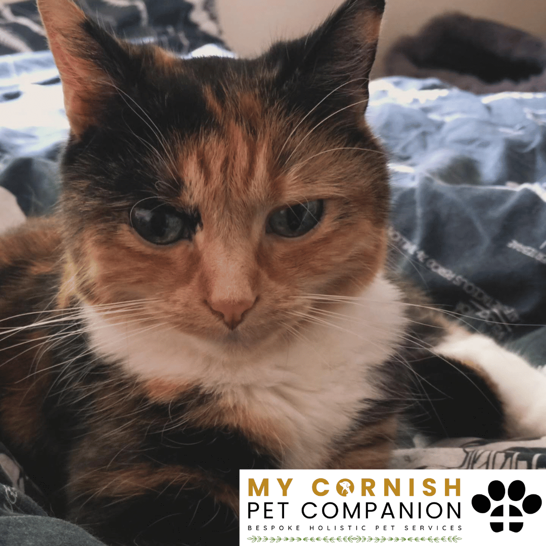 Pet Sitting Services in Saltash. Pet Sitting Services in Cornwall. Pet Sitting Services in Devon. Pet Sitting Services in Devon & Cornwall My Cornish Pet Companion offers professional pet sitting services, personalised pet care services and dedicated pet chaperone services across Saltash, Devon, and Cornwall. From wedding pet chaperone to special event and life event pet chaperone services, I'm here to make sure your pets are cared for, wherever life takes you. Pet Chaperone Services in Saltash. Pet Chaperone Services in Cornwall. Pet Chaperone Services in Devon. Pet Chaperone Services in Devon & Cornwall My Cornish Pet Chaperone offers professional pet chaperone services, personalised pet chaperone services and dedicated pet chaperone services across Saltash, Devon, and Cornwall. From wedding pet chaperone to special event and life event pet chaperone services, I'm here to make sure your pets are cared for, wherever life takes you. Pet Doula Services in Saltash. Pet Doula Services in Cornwall. Pet Doula Services in Devon. Pet Doula Services in Devon & Cornwall My Cornish Pet Doula offers professional pet doula and pet and animal end of life support services, personalised pet doula services and dedicated pet doula services across Saltash, Devon, and Cornwall. When it's time to say goodbye to your family's best friend, then I'm here to bring support and guidance at a difficult time. PROFESSIONAL PET CARE IN SALTASH, CORNWALL AND DEVON. PET SITTING IN SALTASH. PET SITTING IN CORNWALL. PET SITTING IN DEVON. HOUSE SITTING IN CORNWALL AND DEVON. WEDDING PET CHAPERONE SERVICES. PET DOULA AND PET END-OF-LIFE SUPPORT. My Cornish Pet Companion provides professional, trusted, reliable and compassionate pet care services from our base in Saltash, Cornwall, serving pet owners across Cornwall, Devon and the wider Devon and Cornwall region. Offering personalised pet sitting, dog sitting, cat sitting, in-home pet sitting, holiday pet sitting, overnight pet care, house sitting, house and pet sitting, wedding pet chaperone services, dog wedding chaperone services, special event pet chaperoning, senior pet care, pet doula services, palliative pet support and compassionate pet end-of-life support, My Cornish Pet Companion provides a highly personal alternative for owners looking for experienced and dependable professional pet care in Saltash, Cornwall and Devon. If you are searching for a PET SITTER IN SALTASH, PET SITTER IN CORNWALL, PET SITTER IN DEVON, PET SITTING IN CORNWALL, PET SITTING IN DEVON, PET SITTING IN SALTASH, DOG SITTER IN CORNWALL, DOG SITTER IN DEVON, CAT SITTER IN CORNWALL, CAT SITTER IN DEVON, HOME PET SITTER, HOLIDAY PET SITTER, OVERNIGHT PET SITTER or PROFESSIONAL PET CARE NEAR ME, My Cornish Pet Companion offers attentive, individual pet care tailored around your animal, their personality, their established routine and their home environment. Our professional in-home pet sitting services allow dogs, cats and other companion animals to remain in familiar surroundings while their owners are away, with dedicated care, companionship, feeding, exercise, attention and support built around their normal everyday routine. Our PET SITTING SERVICES IN CORNWALL AND DEVON are ideal for owners going on holiday, travelling for work, spending a weekend away, attending a special occasion or simply needing trusted additional support with their pets. Based in SALTASH, CORNWALL, My Cornish Pet Companion provides professional pet sitting and home pet care across Cornwall and Devon for owners seeking a dependable alternative to kennels, catteries and traditional pet boarding. Whether you have a dog, cat, puppy, senior pet, multiple pets or an animal with an individual routine, our personalised Cornwall and Devon pet sitting services are centred around comfort, consistency, companionship and compassionate care. My Cornish Pet Companion also provides PROFESSIONAL HOUSE SITTING IN SALTASH, HOUSE SITTING IN CORNWALL, HOUSE SITTING IN DEVON and combined HOUSE AND PET SITTING SERVICES throughout Cornwall and Devon. If you're searching for a HOUSE SITTER NEAR ME, HOUSE SITTER CORNWALL, HOUSE SITTER DEVON, HOUSE SITTER SALTASH, HOLIDAY HOUSE SITTING, OVERNIGHT HOUSE SITTING, HOME SITTING, PROPERTY SITTING or HOUSE AND PET SITTER NEAR ME, our professional house sitting service provides reassurance that your home is being looked after while you're away. From maintaining a reassuring presence at your property to collecting post, watering plants, putting out bins, checking your home and caring for pets in their own surroundings, our house sitting and pet sitting services are tailored to your individual home, animals and requirements. For couples planning a DOG-FRIENDLY WEDDING IN CORNWALL or DOG-FRIENDLY WEDDING IN DEVON, My Cornish Pet Companion also provides dedicated WEDDING PET CHAPERONE SERVICES throughout Saltash, Cornwall and Devon. Our professional wedding dog chaperone and pet wedding chaperone services help make it possible for your beloved pet to be part of your wedding ceremony, wedding photographs and celebrations while receiving dedicated one-to-one care and supervision. Whether your dog is walking down the aisle, greeting wedding guests, appearing in photographs, acting as a ring bearer or simply joining you for part of your special day, our WEDDING PET CHAPERONE CORNWALL and WEDDING PET CHAPERONE DEVON services allow your pet to participate without placing responsibility for their care on your family, bridesmaids, groomsmen or wedding guests. Searching for a WEDDING PET CHAPERONE NEAR ME, DOG WEDDING CHAPERONE NEAR ME, WEDDING DOG SITTER, PET CHAPERONE CORNWALL, PET CHAPERONE DEVON, WEDDING DOG CHAPERONE CORNWALL, WEDDING DOG CHAPERONE DEVON or WEDDING PET CHAPERONE SALTASH? My Cornish Pet Companion provides professional pet chaperoning for weddings, engagements, proposals, family celebrations, photography sessions, special occasions and other important events across Cornwall and Devon. Our pet chaperone service can include caring for your pet around the event, supervising them while they are present and ensuring they remain comfortable, happy and cared for throughout their involvement in your special occasion. My Cornish Pet Companion also provides compassionate PET DOULA SERVICES IN SALTASH, PET DOULA SERVICES IN CORNWALL and PET DOULA SERVICES IN DEVON for families caring for elderly, senior, seriously ill or end-of-life pets. Our non-veterinary pet doula and pet end-of-life support services provide sensitive, personalised practical and emotional support alongside the professional medical care provided by your veterinary team. For owners searching for a PET DOULA NEAR ME, PET DOULA CORNWALL, PET DOULA DEVON, PET DOULA SALTASH, PET END-OF-LIFE SUPPORT NEAR ME, SENIOR PET CARE CORNWALL, SENIOR PET CARE DEVON, PALLIATIVE PET SUPPORT, END-OF-LIFE SUPPORT FOR DOGS, END-OF-LIFE SUPPORT FOR CATS or COMPASSIONATE PET LOSS SUPPORT, My Cornish Pet Companion offers an understanding and individual approach centred around your pet's comfort, dignity, quality of life and your needs as their family. From everyday professional pet sitting to holiday pet care, overnight pet sitting, house sitting, house and pet sitting, wedding dog chaperoning, special event pet chaperoning, senior pet support and compassionate pet doula services, My Cornish Pet Companion provides a comprehensive range of PROFESSIONAL PET SERVICES IN CORNWALL AND DEVON. Based in SALTASH and serving pet owners across CORNWALL AND DEVON, we provide reliable, attentive and personalised support for owners who want their pets and homes cared for with the same consideration and attention they would give them themselves. PET SITTING NEAR ME. PET SITTER NEAR ME. DOG SITTER NEAR ME. CAT SITTER NEAR ME. PET CARE NEAR ME. HOUSE SITTER NEAR ME. HOUSE AND PET SITTER NEAR ME. PET CHAPERONE NEAR ME. WEDDING PET CHAPERONE NEAR ME. DOG WEDDING CHAPERONE NEAR ME. PET DOULA NEAR ME. PET END-OF-LIFE SUPPORT NEAR ME. For pet owners searching throughout SALTASH, CORNWALL AND DEVON, My Cornish Pet Companion provides professional pet sitting, dog sitting, cat sitting, home pet care, holiday pet sitting, house sitting, property sitting, house and pet sitting, wedding pet care, wedding dog chaperoning, pet chaperone services, senior pet care, pet doula support and compassionate end-of-life pet support. Whether you're looking for PROFESSIONAL PET SITTING IN SALTASH, PROFESSIONAL PET SITTING IN CORNWALL, PROFESSIONAL PET SITTING IN DEVON, TRUSTED PET CARE IN CORNWALL, RELIABLE PET CARE IN DEVON, DOG SITTING IN SALTASH, DOG SITTING IN CORNWALL, DOG SITTING IN DEVON, CAT SITTING IN SALTASH, CAT SITTING IN CORNWALL, CAT SITTING IN DEVON, HOUSE SITTING IN SALTASH, HOUSE SITTING IN CORNWALL, HOUSE SITTING IN DEVON, WEDDING PET CHAPERONING IN CORNWALL, WEDDING PET CHAPERONING IN DEVON, PET DOULA SUPPORT IN CORNWALL or PET DOULA SUPPORT IN DEVON, discover the personal, compassionate and professional service offered by My Cornish Pet Companion. MY CORNISH PET COMPANION – PROFESSIONAL PET CARE IN SALTASH, CORNWALL AND DEVON. Trusted pet sitting, dog sitting, cat sitting, home pet sitting, holiday pet care, house sitting, house and pet sitting, wedding pet chaperone services, dog wedding chaperoning, special occasion pet care, senior pet support, pet doula services and pet end-of-life support throughout Cornwall and Devon. Personal care for beloved pets. Dependable support for their people. Professional pet services tailored around every animal, every home and every individual situation.