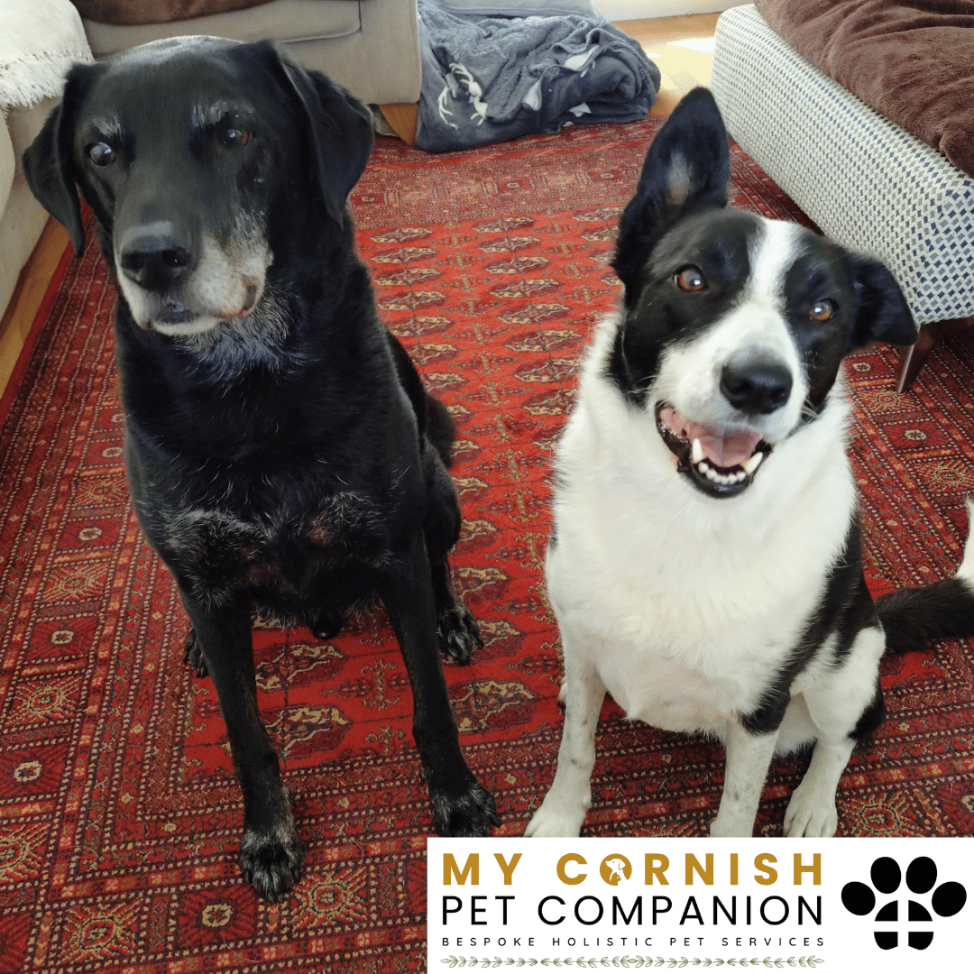 Pet Sitting Services in Saltash. Pet Sitting Services in Cornwall. Pet Sitting Services in Devon. Pet Sitting Services in Devon & Cornwall My Cornish Pet Companion offers professional pet sitting services, personalised pet care services and dedicated pet chaperone services across Saltash, Devon, and Cornwall. From wedding pet chaperone to special event and life event pet chaperone services, I'm here to make sure your pets are cared for, wherever life takes you. Pet Chaperone Services in Saltash. Pet Chaperone Services in Cornwall. Pet Chaperone Services in Devon. Pet Chaperone Services in Devon & Cornwall My Cornish Pet Chaperone offers professional pet chaperone services, personalised pet chaperone services and dedicated pet chaperone services across Saltash, Devon, and Cornwall. From wedding pet chaperone to special event and life event pet chaperone services, I'm here to make sure your pets are cared for, wherever life takes you. Pet Doula Services in Saltash. Pet Doula Services in Cornwall. Pet Doula Services in Devon. Pet Doula Services in Devon & Cornwall My Cornish Pet Doula offers professional pet doula and pet and animal end of life support services, personalised pet doula services and dedicated pet doula services across Saltash, Devon, and Cornwall. When it's time to say goodbye to your family's best friend, then I'm here to bring support and guidance at a difficult time. PROFESSIONAL PET CARE IN SALTASH, CORNWALL AND DEVON. PET SITTING IN SALTASH. PET SITTING IN CORNWALL. PET SITTING IN DEVON. HOUSE SITTING IN CORNWALL AND DEVON. WEDDING PET CHAPERONE SERVICES. PET DOULA AND PET END-OF-LIFE SUPPORT. My Cornish Pet Companion provides professional, trusted, reliable and compassionate pet care services from our base in Saltash, Cornwall, serving pet owners across Cornwall, Devon and the wider Devon and Cornwall region. Offering personalised pet sitting, dog sitting, cat sitting, in-home pet sitting, holiday pet sitting, overnight pet care, house sitting, house and pet sitting, wedding pet chaperone services, dog wedding chaperone services, special event pet chaperoning, senior pet care, pet doula services, palliative pet support and compassionate pet end-of-life support, My Cornish Pet Companion provides a highly personal alternative for owners looking for experienced and dependable professional pet care in Saltash, Cornwall and Devon. If you are searching for a PET SITTER IN SALTASH, PET SITTER IN CORNWALL, PET SITTER IN DEVON, PET SITTING IN CORNWALL, PET SITTING IN DEVON, PET SITTING IN SALTASH, DOG SITTER IN CORNWALL, DOG SITTER IN DEVON, CAT SITTER IN CORNWALL, CAT SITTER IN DEVON, HOME PET SITTER, HOLIDAY PET SITTER, OVERNIGHT PET SITTER or PROFESSIONAL PET CARE NEAR ME, My Cornish Pet Companion offers attentive, individual pet care tailored around your animal, their personality, their established routine and their home environment. Our professional in-home pet sitting services allow dogs, cats and other companion animals to remain in familiar surroundings while their owners are away, with dedicated care, companionship, feeding, exercise, attention and support built around their normal everyday routine. Our PET SITTING SERVICES IN CORNWALL AND DEVON are ideal for owners going on holiday, travelling for work, spending a weekend away, attending a special occasion or simply needing trusted additional support with their pets. Based in SALTASH, CORNWALL, My Cornish Pet Companion provides professional pet sitting and home pet care across Cornwall and Devon for owners seeking a dependable alternative to kennels, catteries and traditional pet boarding. Whether you have a dog, cat, puppy, senior pet, multiple pets or an animal with an individual routine, our personalised Cornwall and Devon pet sitting services are centred around comfort, consistency, companionship and compassionate care. My Cornish Pet Companion also provides PROFESSIONAL HOUSE SITTING IN SALTASH, HOUSE SITTING IN CORNWALL, HOUSE SITTING IN DEVON and combined HOUSE AND PET SITTING SERVICES throughout Cornwall and Devon. If you're searching for a HOUSE SITTER NEAR ME, HOUSE SITTER CORNWALL, HOUSE SITTER DEVON, HOUSE SITTER SALTASH, HOLIDAY HOUSE SITTING, OVERNIGHT HOUSE SITTING, HOME SITTING, PROPERTY SITTING or HOUSE AND PET SITTER NEAR ME, our professional house sitting service provides reassurance that your home is being looked after while you're away. From maintaining a reassuring presence at your property to collecting post, watering plants, putting out bins, checking your home and caring for pets in their own surroundings, our house sitting and pet sitting services are tailored to your individual home, animals and requirements. For couples planning a DOG-FRIENDLY WEDDING IN CORNWALL or DOG-FRIENDLY WEDDING IN DEVON, My Cornish Pet Companion also provides dedicated WEDDING PET CHAPERONE SERVICES throughout Saltash, Cornwall and Devon. Our professional wedding dog chaperone and pet wedding chaperone services help make it possible for your beloved pet to be part of your wedding ceremony, wedding photographs and celebrations while receiving dedicated one-to-one care and supervision. Whether your dog is walking down the aisle, greeting wedding guests, appearing in photographs, acting as a ring bearer or simply joining you for part of your special day, our WEDDING PET CHAPERONE CORNWALL and WEDDING PET CHAPERONE DEVON services allow your pet to participate without placing responsibility for their care on your family, bridesmaids, groomsmen or wedding guests. Searching for a WEDDING PET CHAPERONE NEAR ME, DOG WEDDING CHAPERONE NEAR ME, WEDDING DOG SITTER, PET CHAPERONE CORNWALL, PET CHAPERONE DEVON, WEDDING DOG CHAPERONE CORNWALL, WEDDING DOG CHAPERONE DEVON or WEDDING PET CHAPERONE SALTASH? My Cornish Pet Companion provides professional pet chaperoning for weddings, engagements, proposals, family celebrations, photography sessions, special occasions and other important events across Cornwall and Devon. Our pet chaperone service can include caring for your pet around the event, supervising them while they are present and ensuring they remain comfortable, happy and cared for throughout their involvement in your special occasion. My Cornish Pet Companion also provides compassionate PET DOULA SERVICES IN SALTASH, PET DOULA SERVICES IN CORNWALL and PET DOULA SERVICES IN DEVON for families caring for elderly, senior, seriously ill or end-of-life pets. Our non-veterinary pet doula and pet end-of-life support services provide sensitive, personalised practical and emotional support alongside the professional medical care provided by your veterinary team. For owners searching for a PET DOULA NEAR ME, PET DOULA CORNWALL, PET DOULA DEVON, PET DOULA SALTASH, PET END-OF-LIFE SUPPORT NEAR ME, SENIOR PET CARE CORNWALL, SENIOR PET CARE DEVON, PALLIATIVE PET SUPPORT, END-OF-LIFE SUPPORT FOR DOGS, END-OF-LIFE SUPPORT FOR CATS or COMPASSIONATE PET LOSS SUPPORT, My Cornish Pet Companion offers an understanding and individual approach centred around your pet's comfort, dignity, quality of life and your needs as their family. From everyday professional pet sitting to holiday pet care, overnight pet sitting, house sitting, house and pet sitting, wedding dog chaperoning, special event pet chaperoning, senior pet support and compassionate pet doula services, My Cornish Pet Companion provides a comprehensive range of PROFESSIONAL PET SERVICES IN CORNWALL AND DEVON. Based in SALTASH and serving pet owners across CORNWALL AND DEVON, we provide reliable, attentive and personalised support for owners who want their pets and homes cared for with the same consideration and attention they would give them themselves. PET SITTING NEAR ME. PET SITTER NEAR ME. DOG SITTER NEAR ME. CAT SITTER NEAR ME. PET CARE NEAR ME. HOUSE SITTER NEAR ME. HOUSE AND PET SITTER NEAR ME. PET CHAPERONE NEAR ME. WEDDING PET CHAPERONE NEAR ME. DOG WEDDING CHAPERONE NEAR ME. PET DOULA NEAR ME. PET END-OF-LIFE SUPPORT NEAR ME. For pet owners searching throughout SALTASH, CORNWALL AND DEVON, My Cornish Pet Companion provides professional pet sitting, dog sitting, cat sitting, home pet care, holiday pet sitting, house sitting, property sitting, house and pet sitting, wedding pet care, wedding dog chaperoning, pet chaperone services, senior pet care, pet doula support and compassionate end-of-life pet support. Whether you're looking for PROFESSIONAL PET SITTING IN SALTASH, PROFESSIONAL PET SITTING IN CORNWALL, PROFESSIONAL PET SITTING IN DEVON, TRUSTED PET CARE IN CORNWALL, RELIABLE PET CARE IN DEVON, DOG SITTING IN SALTASH, DOG SITTING IN CORNWALL, DOG SITTING IN DEVON, CAT SITTING IN SALTASH, CAT SITTING IN CORNWALL, CAT SITTING IN DEVON, HOUSE SITTING IN SALTASH, HOUSE SITTING IN CORNWALL, HOUSE SITTING IN DEVON, WEDDING PET CHAPERONING IN CORNWALL, WEDDING PET CHAPERONING IN DEVON, PET DOULA SUPPORT IN CORNWALL or PET DOULA SUPPORT IN DEVON, discover the personal, compassionate and professional service offered by My Cornish Pet Companion. MY CORNISH PET COMPANION – PROFESSIONAL PET CARE IN SALTASH, CORNWALL AND DEVON. Trusted pet sitting, dog sitting, cat sitting, home pet sitting, holiday pet care, house sitting, house and pet sitting, wedding pet chaperone services, dog wedding chaperoning, special occasion pet care, senior pet support, pet doula services and pet end-of-life support throughout Cornwall and Devon. Personal care for beloved pets. Dependable support for their people. Professional pet services tailored around every animal, every home and every individual situation.