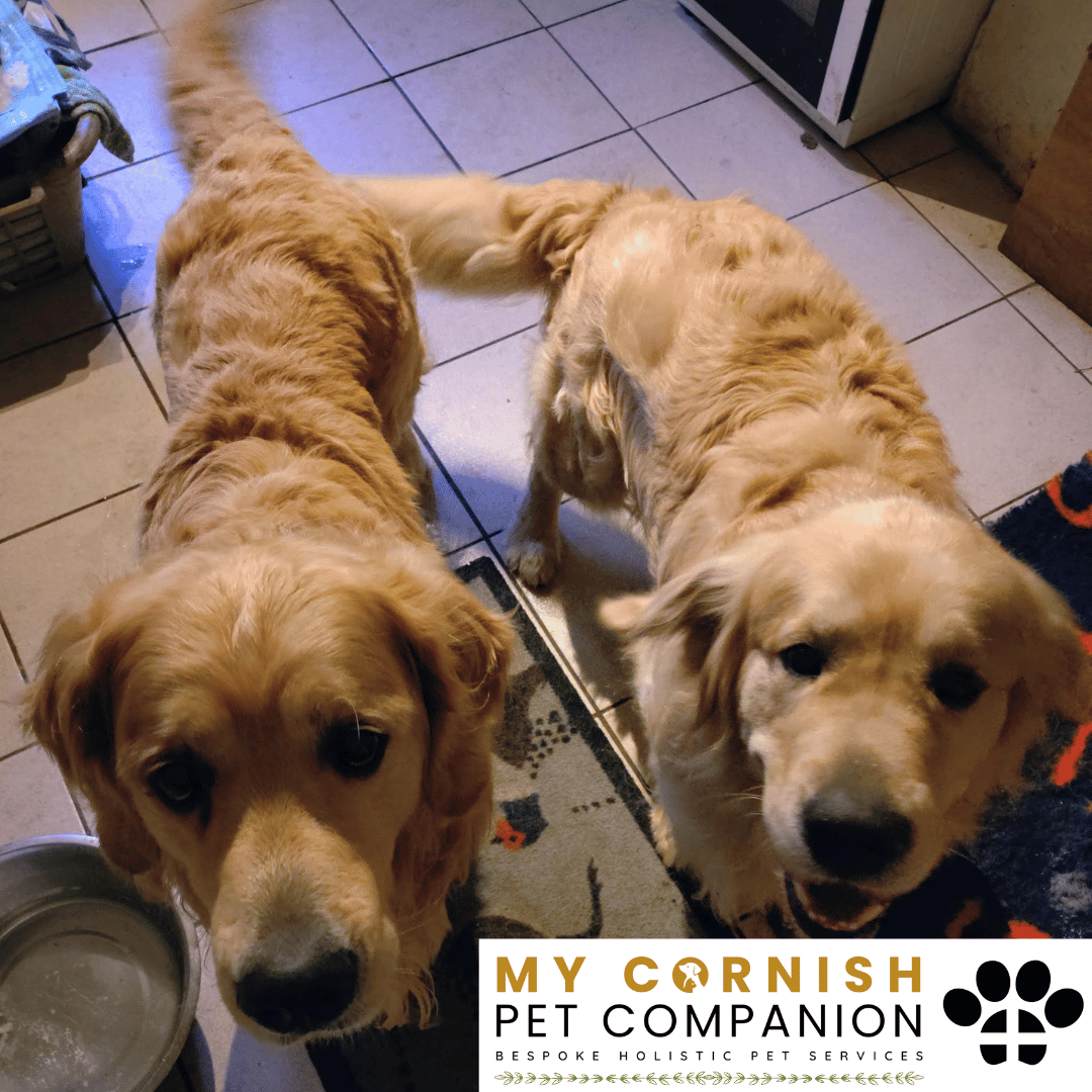 Pet Sitting Services in Saltash. Pet Sitting Services in Cornwall. Pet Sitting Services in Devon. Pet Sitting Services in Devon & Cornwall My Cornish Pet Companion offers professional pet sitting services, personalised pet care services and dedicated pet chaperone services across Saltash, Devon, and Cornwall. From wedding pet chaperone to special event and life event pet chaperone services, I'm here to make sure your pets are cared for, wherever life takes you. Pet Chaperone Services in Saltash. Pet Chaperone Services in Cornwall. Pet Chaperone Services in Devon. Pet Chaperone Services in Devon & Cornwall My Cornish Pet Chaperone offers professional pet chaperone services, personalised pet chaperone services and dedicated pet chaperone services across Saltash, Devon, and Cornwall. From wedding pet chaperone to special event and life event pet chaperone services, I'm here to make sure your pets are cared for, wherever life takes you. Pet Doula Services in Saltash. Pet Doula Services in Cornwall. Pet Doula Services in Devon. Pet Doula Services in Devon & Cornwall My Cornish Pet Doula offers professional pet doula and pet and animal end of life support services, personalised pet doula services and dedicated pet doula services across Saltash, Devon, and Cornwall. When it's time to say goodbye to your family's best friend, then I'm here to bring support and guidance at a difficult time. PROFESSIONAL PET CARE IN SALTASH, CORNWALL AND DEVON. PET SITTING IN SALTASH. PET SITTING IN CORNWALL. PET SITTING IN DEVON. HOUSE SITTING IN CORNWALL AND DEVON. WEDDING PET CHAPERONE SERVICES. PET DOULA AND PET END-OF-LIFE SUPPORT. My Cornish Pet Companion provides professional, trusted, reliable and compassionate pet care services from our base in Saltash, Cornwall, serving pet owners across Cornwall, Devon and the wider Devon and Cornwall region. Offering personalised pet sitting, dog sitting, cat sitting, in-home pet sitting, holiday pet sitting, overnight pet care, house sitting, house and pet sitting, wedding pet chaperone services, dog wedding chaperone services, special event pet chaperoning, senior pet care, pet doula services, palliative pet support and compassionate pet end-of-life support, My Cornish Pet Companion provides a highly personal alternative for owners looking for experienced and dependable professional pet care in Saltash, Cornwall and Devon. If you are searching for a PET SITTER IN SALTASH, PET SITTER IN CORNWALL, PET SITTER IN DEVON, PET SITTING IN CORNWALL, PET SITTING IN DEVON, PET SITTING IN SALTASH, DOG SITTER IN CORNWALL, DOG SITTER IN DEVON, CAT SITTER IN CORNWALL, CAT SITTER IN DEVON, HOME PET SITTER, HOLIDAY PET SITTER, OVERNIGHT PET SITTER or PROFESSIONAL PET CARE NEAR ME, My Cornish Pet Companion offers attentive, individual pet care tailored around your animal, their personality, their established routine and their home environment. Our professional in-home pet sitting services allow dogs, cats and other companion animals to remain in familiar surroundings while their owners are away, with dedicated care, companionship, feeding, exercise, attention and support built around their normal everyday routine. Our PET SITTING SERVICES IN CORNWALL AND DEVON are ideal for owners going on holiday, travelling for work, spending a weekend away, attending a special occasion or simply needing trusted additional support with their pets. Based in SALTASH, CORNWALL, My Cornish Pet Companion provides professional pet sitting and home pet care across Cornwall and Devon for owners seeking a dependable alternative to kennels, catteries and traditional pet boarding. Whether you have a dog, cat, puppy, senior pet, multiple pets or an animal with an individual routine, our personalised Cornwall and Devon pet sitting services are centred around comfort, consistency, companionship and compassionate care. My Cornish Pet Companion also provides PROFESSIONAL HOUSE SITTING IN SALTASH, HOUSE SITTING IN CORNWALL, HOUSE SITTING IN DEVON and combined HOUSE AND PET SITTING SERVICES throughout Cornwall and Devon. If you're searching for a HOUSE SITTER NEAR ME, HOUSE SITTER CORNWALL, HOUSE SITTER DEVON, HOUSE SITTER SALTASH, HOLIDAY HOUSE SITTING, OVERNIGHT HOUSE SITTING, HOME SITTING, PROPERTY SITTING or HOUSE AND PET SITTER NEAR ME, our professional house sitting service provides reassurance that your home is being looked after while you're away. From maintaining a reassuring presence at your property to collecting post, watering plants, putting out bins, checking your home and caring for pets in their own surroundings, our house sitting and pet sitting services are tailored to your individual home, animals and requirements. For couples planning a DOG-FRIENDLY WEDDING IN CORNWALL or DOG-FRIENDLY WEDDING IN DEVON, My Cornish Pet Companion also provides dedicated WEDDING PET CHAPERONE SERVICES throughout Saltash, Cornwall and Devon. Our professional wedding dog chaperone and pet wedding chaperone services help make it possible for your beloved pet to be part of your wedding ceremony, wedding photographs and celebrations while receiving dedicated one-to-one care and supervision. Whether your dog is walking down the aisle, greeting wedding guests, appearing in photographs, acting as a ring bearer or simply joining you for part of your special day, our WEDDING PET CHAPERONE CORNWALL and WEDDING PET CHAPERONE DEVON services allow your pet to participate without placing responsibility for their care on your family, bridesmaids, groomsmen or wedding guests. Searching for a WEDDING PET CHAPERONE NEAR ME, DOG WEDDING CHAPERONE NEAR ME, WEDDING DOG SITTER, PET CHAPERONE CORNWALL, PET CHAPERONE DEVON, WEDDING DOG CHAPERONE CORNWALL, WEDDING DOG CHAPERONE DEVON or WEDDING PET CHAPERONE SALTASH? My Cornish Pet Companion provides professional pet chaperoning for weddings, engagements, proposals, family celebrations, photography sessions, special occasions and other important events across Cornwall and Devon. Our pet chaperone service can include caring for your pet around the event, supervising them while they are present and ensuring they remain comfortable, happy and cared for throughout their involvement in your special occasion. My Cornish Pet Companion also provides compassionate PET DOULA SERVICES IN SALTASH, PET DOULA SERVICES IN CORNWALL and PET DOULA SERVICES IN DEVON for families caring for elderly, senior, seriously ill or end-of-life pets. Our non-veterinary pet doula and pet end-of-life support services provide sensitive, personalised practical and emotional support alongside the professional medical care provided by your veterinary team. For owners searching for a PET DOULA NEAR ME, PET DOULA CORNWALL, PET DOULA DEVON, PET DOULA SALTASH, PET END-OF-LIFE SUPPORT NEAR ME, SENIOR PET CARE CORNWALL, SENIOR PET CARE DEVON, PALLIATIVE PET SUPPORT, END-OF-LIFE SUPPORT FOR DOGS, END-OF-LIFE SUPPORT FOR CATS or COMPASSIONATE PET LOSS SUPPORT, My Cornish Pet Companion offers an understanding and individual approach centred around your pet's comfort, dignity, quality of life and your needs as their family. From everyday professional pet sitting to holiday pet care, overnight pet sitting, house sitting, house and pet sitting, wedding dog chaperoning, special event pet chaperoning, senior pet support and compassionate pet doula services, My Cornish Pet Companion provides a comprehensive range of PROFESSIONAL PET SERVICES IN CORNWALL AND DEVON. Based in SALTASH and serving pet owners across CORNWALL AND DEVON, we provide reliable, attentive and personalised support for owners who want their pets and homes cared for with the same consideration and attention they would give them themselves. PET SITTING NEAR ME. PET SITTER NEAR ME. DOG SITTER NEAR ME. CAT SITTER NEAR ME. PET CARE NEAR ME. HOUSE SITTER NEAR ME. HOUSE AND PET SITTER NEAR ME. PET CHAPERONE NEAR ME. WEDDING PET CHAPERONE NEAR ME. DOG WEDDING CHAPERONE NEAR ME. PET DOULA NEAR ME. PET END-OF-LIFE SUPPORT NEAR ME. For pet owners searching throughout SALTASH, CORNWALL AND DEVON, My Cornish Pet Companion provides professional pet sitting, dog sitting, cat sitting, home pet care, holiday pet sitting, house sitting, property sitting, house and pet sitting, wedding pet care, wedding dog chaperoning, pet chaperone services, senior pet care, pet doula support and compassionate end-of-life pet support. Whether you're looking for PROFESSIONAL PET SITTING IN SALTASH, PROFESSIONAL PET SITTING IN CORNWALL, PROFESSIONAL PET SITTING IN DEVON, TRUSTED PET CARE IN CORNWALL, RELIABLE PET CARE IN DEVON, DOG SITTING IN SALTASH, DOG SITTING IN CORNWALL, DOG SITTING IN DEVON, CAT SITTING IN SALTASH, CAT SITTING IN CORNWALL, CAT SITTING IN DEVON, HOUSE SITTING IN SALTASH, HOUSE SITTING IN CORNWALL, HOUSE SITTING IN DEVON, WEDDING PET CHAPERONING IN CORNWALL, WEDDING PET CHAPERONING IN DEVON, PET DOULA SUPPORT IN CORNWALL or PET DOULA SUPPORT IN DEVON, discover the personal, compassionate and professional service offered by My Cornish Pet Companion. MY CORNISH PET COMPANION – PROFESSIONAL PET CARE IN SALTASH, CORNWALL AND DEVON. Trusted pet sitting, dog sitting, cat sitting, home pet sitting, holiday pet care, house sitting, house and pet sitting, wedding pet chaperone services, dog wedding chaperoning, special occasion pet care, senior pet support, pet doula services and pet end-of-life support throughout Cornwall and Devon. Personal care for beloved pets. Dependable support for their people. Professional pet services tailored around every animal, every home and every individual situation.