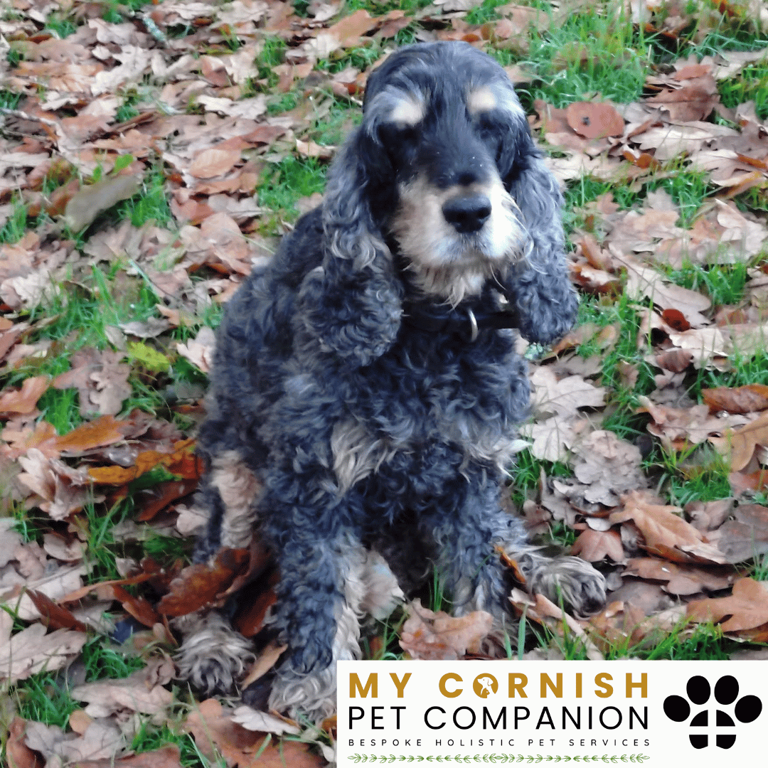 Pet Sitting Services in Saltash. Pet Sitting Services in Cornwall. Pet Sitting Services in Devon. Pet Sitting Services in Devon & Cornwall My Cornish Pet Companion offers professional pet sitting services, personalised pet care services and dedicated pet chaperone services across Saltash, Devon, and Cornwall. From wedding pet chaperone to special event and life event pet chaperone services, I'm here to make sure your pets are cared for, wherever life takes you. Pet Chaperone Services in Saltash. Pet Chaperone Services in Cornwall. Pet Chaperone Services in Devon. Pet Chaperone Services in Devon & Cornwall My Cornish Pet Chaperone offers professional pet chaperone services, personalised pet chaperone services and dedicated pet chaperone services across Saltash, Devon, and Cornwall. From wedding pet chaperone to special event and life event pet chaperone services, I'm here to make sure your pets are cared for, wherever life takes you. Pet Doula Services in Saltash. Pet Doula Services in Cornwall. Pet Doula Services in Devon. Pet Doula Services in Devon & Cornwall My Cornish Pet Doula offers professional pet doula and pet and animal end of life support services, personalised pet doula services and dedicated pet doula services across Saltash, Devon, and Cornwall. When it's time to say goodbye to your family's best friend, then I'm here to bring support and guidance at a difficult time. PROFESSIONAL PET CARE IN SALTASH, CORNWALL AND DEVON. PET SITTING IN SALTASH. PET SITTING IN CORNWALL. PET SITTING IN DEVON. HOUSE SITTING IN CORNWALL AND DEVON. WEDDING PET CHAPERONE SERVICES. PET DOULA AND PET END-OF-LIFE SUPPORT. My Cornish Pet Companion provides professional, trusted, reliable and compassionate pet care services from our base in Saltash, Cornwall, serving pet owners across Cornwall, Devon and the wider Devon and Cornwall region. Offering personalised pet sitting, dog sitting, cat sitting, in-home pet sitting, holiday pet sitting, overnight pet care, house sitting, house and pet sitting, wedding pet chaperone services, dog wedding chaperone services, special event pet chaperoning, senior pet care, pet doula services, palliative pet support and compassionate pet end-of-life support, My Cornish Pet Companion provides a highly personal alternative for owners looking for experienced and dependable professional pet care in Saltash, Cornwall and Devon. If you are searching for a PET SITTER IN SALTASH, PET SITTER IN CORNWALL, PET SITTER IN DEVON, PET SITTING IN CORNWALL, PET SITTING IN DEVON, PET SITTING IN SALTASH, DOG SITTER IN CORNWALL, DOG SITTER IN DEVON, CAT SITTER IN CORNWALL, CAT SITTER IN DEVON, HOME PET SITTER, HOLIDAY PET SITTER, OVERNIGHT PET SITTER or PROFESSIONAL PET CARE NEAR ME, My Cornish Pet Companion offers attentive, individual pet care tailored around your animal, their personality, their established routine and their home environment. Our professional in-home pet sitting services allow dogs, cats and other companion animals to remain in familiar surroundings while their owners are away, with dedicated care, companionship, feeding, exercise, attention and support built around their normal everyday routine. Our PET SITTING SERVICES IN CORNWALL AND DEVON are ideal for owners going on holiday, travelling for work, spending a weekend away, attending a special occasion or simply needing trusted additional support with their pets. Based in SALTASH, CORNWALL, My Cornish Pet Companion provides professional pet sitting and home pet care across Cornwall and Devon for owners seeking a dependable alternative to kennels, catteries and traditional pet boarding. Whether you have a dog, cat, puppy, senior pet, multiple pets or an animal with an individual routine, our personalised Cornwall and Devon pet sitting services are centred around comfort, consistency, companionship and compassionate care. My Cornish Pet Companion also provides PROFESSIONAL HOUSE SITTING IN SALTASH, HOUSE SITTING IN CORNWALL, HOUSE SITTING IN DEVON and combined HOUSE AND PET SITTING SERVICES throughout Cornwall and Devon. If you're searching for a HOUSE SITTER NEAR ME, HOUSE SITTER CORNWALL, HOUSE SITTER DEVON, HOUSE SITTER SALTASH, HOLIDAY HOUSE SITTING, OVERNIGHT HOUSE SITTING, HOME SITTING, PROPERTY SITTING or HOUSE AND PET SITTER NEAR ME, our professional house sitting service provides reassurance that your home is being looked after while you're away. From maintaining a reassuring presence at your property to collecting post, watering plants, putting out bins, checking your home and caring for pets in their own surroundings, our house sitting and pet sitting services are tailored to your individual home, animals and requirements. For couples planning a DOG-FRIENDLY WEDDING IN CORNWALL or DOG-FRIENDLY WEDDING IN DEVON, My Cornish Pet Companion also provides dedicated WEDDING PET CHAPERONE SERVICES throughout Saltash, Cornwall and Devon. Our professional wedding dog chaperone and pet wedding chaperone services help make it possible for your beloved pet to be part of your wedding ceremony, wedding photographs and celebrations while receiving dedicated one-to-one care and supervision. Whether your dog is walking down the aisle, greeting wedding guests, appearing in photographs, acting as a ring bearer or simply joining you for part of your special day, our WEDDING PET CHAPERONE CORNWALL and WEDDING PET CHAPERONE DEVON services allow your pet to participate without placing responsibility for their care on your family, bridesmaids, groomsmen or wedding guests. Searching for a WEDDING PET CHAPERONE NEAR ME, DOG WEDDING CHAPERONE NEAR ME, WEDDING DOG SITTER, PET CHAPERONE CORNWALL, PET CHAPERONE DEVON, WEDDING DOG CHAPERONE CORNWALL, WEDDING DOG CHAPERONE DEVON or WEDDING PET CHAPERONE SALTASH? My Cornish Pet Companion provides professional pet chaperoning for weddings, engagements, proposals, family celebrations, photography sessions, special occasions and other important events across Cornwall and Devon. Our pet chaperone service can include caring for your pet around the event, supervising them while they are present and ensuring they remain comfortable, happy and cared for throughout their involvement in your special occasion. My Cornish Pet Companion also provides compassionate PET DOULA SERVICES IN SALTASH, PET DOULA SERVICES IN CORNWALL and PET DOULA SERVICES IN DEVON for families caring for elderly, senior, seriously ill or end-of-life pets. Our non-veterinary pet doula and pet end-of-life support services provide sensitive, personalised practical and emotional support alongside the professional medical care provided by your veterinary team. For owners searching for a PET DOULA NEAR ME, PET DOULA CORNWALL, PET DOULA DEVON, PET DOULA SALTASH, PET END-OF-LIFE SUPPORT NEAR ME, SENIOR PET CARE CORNWALL, SENIOR PET CARE DEVON, PALLIATIVE PET SUPPORT, END-OF-LIFE SUPPORT FOR DOGS, END-OF-LIFE SUPPORT FOR CATS or COMPASSIONATE PET LOSS SUPPORT, My Cornish Pet Companion offers an understanding and individual approach centred around your pet's comfort, dignity, quality of life and your needs as their family. From everyday professional pet sitting to holiday pet care, overnight pet sitting, house sitting, house and pet sitting, wedding dog chaperoning, special event pet chaperoning, senior pet support and compassionate pet doula services, My Cornish Pet Companion provides a comprehensive range of PROFESSIONAL PET SERVICES IN CORNWALL AND DEVON. Based in SALTASH and serving pet owners across CORNWALL AND DEVON, we provide reliable, attentive and personalised support for owners who want their pets and homes cared for with the same consideration and attention they would give them themselves. PET SITTING NEAR ME. PET SITTER NEAR ME. DOG SITTER NEAR ME. CAT SITTER NEAR ME. PET CARE NEAR ME. HOUSE SITTER NEAR ME. HOUSE AND PET SITTER NEAR ME. PET CHAPERONE NEAR ME. WEDDING PET CHAPERONE NEAR ME. DOG WEDDING CHAPERONE NEAR ME. PET DOULA NEAR ME. PET END-OF-LIFE SUPPORT NEAR ME. For pet owners searching throughout SALTASH, CORNWALL AND DEVON, My Cornish Pet Companion provides professional pet sitting, dog sitting, cat sitting, home pet care, holiday pet sitting, house sitting, property sitting, house and pet sitting, wedding pet care, wedding dog chaperoning, pet chaperone services, senior pet care, pet doula support and compassionate end-of-life pet support. Whether you're looking for PROFESSIONAL PET SITTING IN SALTASH, PROFESSIONAL PET SITTING IN CORNWALL, PROFESSIONAL PET SITTING IN DEVON, TRUSTED PET CARE IN CORNWALL, RELIABLE PET CARE IN DEVON, DOG SITTING IN SALTASH, DOG SITTING IN CORNWALL, DOG SITTING IN DEVON, CAT SITTING IN SALTASH, CAT SITTING IN CORNWALL, CAT SITTING IN DEVON, HOUSE SITTING IN SALTASH, HOUSE SITTING IN CORNWALL, HOUSE SITTING IN DEVON, WEDDING PET CHAPERONING IN CORNWALL, WEDDING PET CHAPERONING IN DEVON, PET DOULA SUPPORT IN CORNWALL or PET DOULA SUPPORT IN DEVON, discover the personal, compassionate and professional service offered by My Cornish Pet Companion. MY CORNISH PET COMPANION – PROFESSIONAL PET CARE IN SALTASH, CORNWALL AND DEVON. Trusted pet sitting, dog sitting, cat sitting, home pet sitting, holiday pet care, house sitting, house and pet sitting, wedding pet chaperone services, dog wedding chaperoning, special occasion pet care, senior pet support, pet doula services and pet end-of-life support throughout Cornwall and Devon. Personal care for beloved pets. Dependable support for their people. Professional pet services tailored around every animal, every home and every individual situation.