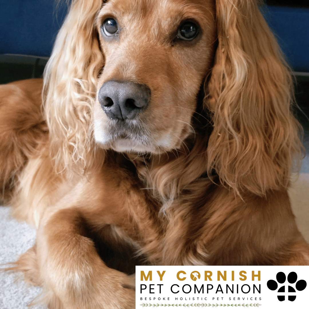 Pet Sitting Services in Saltash. Pet Sitting Services in Cornwall. Pet Sitting Services in Devon. Pet Sitting Services in Devon & Cornwall My Cornish Pet Companion offers professional pet sitting services, personalised pet care services and dedicated pet chaperone services across Saltash, Devon, and Cornwall. From wedding pet chaperone to special event and life event pet chaperone services, I'm here to make sure your pets are cared for, wherever life takes you. Pet Chaperone Services in Saltash. Pet Chaperone Services in Cornwall. Pet Chaperone Services in Devon. Pet Chaperone Services in Devon & Cornwall My Cornish Pet Chaperone offers professional pet chaperone services, personalised pet chaperone services and dedicated pet chaperone services across Saltash, Devon, and Cornwall. From wedding pet chaperone to special event and life event pet chaperone services, I'm here to make sure your pets are cared for, wherever life takes you. Pet Doula Services in Saltash. Pet Doula Services in Cornwall. Pet Doula Services in Devon. Pet Doula Services in Devon & Cornwall My Cornish Pet Doula offers professional pet doula and pet and animal end of life support services, personalised pet doula services and dedicated pet doula services across Saltash, Devon, and Cornwall. When it's time to say goodbye to your family's best friend, then I'm here to bring support and guidance at a difficult time. PROFESSIONAL PET CARE IN SALTASH, CORNWALL AND DEVON. PET SITTING IN SALTASH. PET SITTING IN CORNWALL. PET SITTING IN DEVON. HOUSE SITTING IN CORNWALL AND DEVON. WEDDING PET CHAPERONE SERVICES. PET DOULA AND PET END-OF-LIFE SUPPORT. My Cornish Pet Companion provides professional, trusted, reliable and compassionate pet care services from our base in Saltash, Cornwall, serving pet owners across Cornwall, Devon and the wider Devon and Cornwall region. Offering personalised pet sitting, dog sitting, cat sitting, in-home pet sitting, holiday pet sitting, overnight pet care, house sitting, house and pet sitting, wedding pet chaperone services, dog wedding chaperone services, special event pet chaperoning, senior pet care, pet doula services, palliative pet support and compassionate pet end-of-life support, My Cornish Pet Companion provides a highly personal alternative for owners looking for experienced and dependable professional pet care in Saltash, Cornwall and Devon. If you are searching for a PET SITTER IN SALTASH, PET SITTER IN CORNWALL, PET SITTER IN DEVON, PET SITTING IN CORNWALL, PET SITTING IN DEVON, PET SITTING IN SALTASH, DOG SITTER IN CORNWALL, DOG SITTER IN DEVON, CAT SITTER IN CORNWALL, CAT SITTER IN DEVON, HOME PET SITTER, HOLIDAY PET SITTER, OVERNIGHT PET SITTER or PROFESSIONAL PET CARE NEAR ME, My Cornish Pet Companion offers attentive, individual pet care tailored around your animal, their personality, their established routine and their home environment. Our professional in-home pet sitting services allow dogs, cats and other companion animals to remain in familiar surroundings while their owners are away, with dedicated care, companionship, feeding, exercise, attention and support built around their normal everyday routine. Our PET SITTING SERVICES IN CORNWALL AND DEVON are ideal for owners going on holiday, travelling for work, spending a weekend away, attending a special occasion or simply needing trusted additional support with their pets. Based in SALTASH, CORNWALL, My Cornish Pet Companion provides professional pet sitting and home pet care across Cornwall and Devon for owners seeking a dependable alternative to kennels, catteries and traditional pet boarding. Whether you have a dog, cat, puppy, senior pet, multiple pets or an animal with an individual routine, our personalised Cornwall and Devon pet sitting services are centred around comfort, consistency, companionship and compassionate care. My Cornish Pet Companion also provides PROFESSIONAL HOUSE SITTING IN SALTASH, HOUSE SITTING IN CORNWALL, HOUSE SITTING IN DEVON and combined HOUSE AND PET SITTING SERVICES throughout Cornwall and Devon. If you're searching for a HOUSE SITTER NEAR ME, HOUSE SITTER CORNWALL, HOUSE SITTER DEVON, HOUSE SITTER SALTASH, HOLIDAY HOUSE SITTING, OVERNIGHT HOUSE SITTING, HOME SITTING, PROPERTY SITTING or HOUSE AND PET SITTER NEAR ME, our professional house sitting service provides reassurance that your home is being looked after while you're away. From maintaining a reassuring presence at your property to collecting post, watering plants, putting out bins, checking your home and caring for pets in their own surroundings, our house sitting and pet sitting services are tailored to your individual home, animals and requirements. For couples planning a DOG-FRIENDLY WEDDING IN CORNWALL or DOG-FRIENDLY WEDDING IN DEVON, My Cornish Pet Companion also provides dedicated WEDDING PET CHAPERONE SERVICES throughout Saltash, Cornwall and Devon. Our professional wedding dog chaperone and pet wedding chaperone services help make it possible for your beloved pet to be part of your wedding ceremony, wedding photographs and celebrations while receiving dedicated one-to-one care and supervision. Whether your dog is walking down the aisle, greeting wedding guests, appearing in photographs, acting as a ring bearer or simply joining you for part of your special day, our WEDDING PET CHAPERONE CORNWALL and WEDDING PET CHAPERONE DEVON services allow your pet to participate without placing responsibility for their care on your family, bridesmaids, groomsmen or wedding guests. Searching for a WEDDING PET CHAPERONE NEAR ME, DOG WEDDING CHAPERONE NEAR ME, WEDDING DOG SITTER, PET CHAPERONE CORNWALL, PET CHAPERONE DEVON, WEDDING DOG CHAPERONE CORNWALL, WEDDING DOG CHAPERONE DEVON or WEDDING PET CHAPERONE SALTASH? My Cornish Pet Companion provides professional pet chaperoning for weddings, engagements, proposals, family celebrations, photography sessions, special occasions and other important events across Cornwall and Devon. Our pet chaperone service can include caring for your pet around the event, supervising them while they are present and ensuring they remain comfortable, happy and cared for throughout their involvement in your special occasion. My Cornish Pet Companion also provides compassionate PET DOULA SERVICES IN SALTASH, PET DOULA SERVICES IN CORNWALL and PET DOULA SERVICES IN DEVON for families caring for elderly, senior, seriously ill or end-of-life pets. Our non-veterinary pet doula and pet end-of-life support services provide sensitive, personalised practical and emotional support alongside the professional medical care provided by your veterinary team. For owners searching for a PET DOULA NEAR ME, PET DOULA CORNWALL, PET DOULA DEVON, PET DOULA SALTASH, PET END-OF-LIFE SUPPORT NEAR ME, SENIOR PET CARE CORNWALL, SENIOR PET CARE DEVON, PALLIATIVE PET SUPPORT, END-OF-LIFE SUPPORT FOR DOGS, END-OF-LIFE SUPPORT FOR CATS or COMPASSIONATE PET LOSS SUPPORT, My Cornish Pet Companion offers an understanding and individual approach centred around your pet's comfort, dignity, quality of life and your needs as their family. From everyday professional pet sitting to holiday pet care, overnight pet sitting, house sitting, house and pet sitting, wedding dog chaperoning, special event pet chaperoning, senior pet support and compassionate pet doula services, My Cornish Pet Companion provides a comprehensive range of PROFESSIONAL PET SERVICES IN CORNWALL AND DEVON. Based in SALTASH and serving pet owners across CORNWALL AND DEVON, we provide reliable, attentive and personalised support for owners who want their pets and homes cared for with the same consideration and attention they would give them themselves. PET SITTING NEAR ME. PET SITTER NEAR ME. DOG SITTER NEAR ME. CAT SITTER NEAR ME. PET CARE NEAR ME. HOUSE SITTER NEAR ME. HOUSE AND PET SITTER NEAR ME. PET CHAPERONE NEAR ME. WEDDING PET CHAPERONE NEAR ME. DOG WEDDING CHAPERONE NEAR ME. PET DOULA NEAR ME. PET END-OF-LIFE SUPPORT NEAR ME. For pet owners searching throughout SALTASH, CORNWALL AND DEVON, My Cornish Pet Companion provides professional pet sitting, dog sitting, cat sitting, home pet care, holiday pet sitting, house sitting, property sitting, house and pet sitting, wedding pet care, wedding dog chaperoning, pet chaperone services, senior pet care, pet doula support and compassionate end-of-life pet support. Whether you're looking for PROFESSIONAL PET SITTING IN SALTASH, PROFESSIONAL PET SITTING IN CORNWALL, PROFESSIONAL PET SITTING IN DEVON, TRUSTED PET CARE IN CORNWALL, RELIABLE PET CARE IN DEVON, DOG SITTING IN SALTASH, DOG SITTING IN CORNWALL, DOG SITTING IN DEVON, CAT SITTING IN SALTASH, CAT SITTING IN CORNWALL, CAT SITTING IN DEVON, HOUSE SITTING IN SALTASH, HOUSE SITTING IN CORNWALL, HOUSE SITTING IN DEVON, WEDDING PET CHAPERONING IN CORNWALL, WEDDING PET CHAPERONING IN DEVON, PET DOULA SUPPORT IN CORNWALL or PET DOULA SUPPORT IN DEVON, discover the personal, compassionate and professional service offered by My Cornish Pet Companion. MY CORNISH PET COMPANION – PROFESSIONAL PET CARE IN SALTASH, CORNWALL AND DEVON. Trusted pet sitting, dog sitting, cat sitting, home pet sitting, holiday pet care, house sitting, house and pet sitting, wedding pet chaperone services, dog wedding chaperoning, special occasion pet care, senior pet support, pet doula services and pet end-of-life support throughout Cornwall and Devon. Personal care for beloved pets. Dependable support for their people. Professional pet services tailored around every animal, every home and every individual situation.