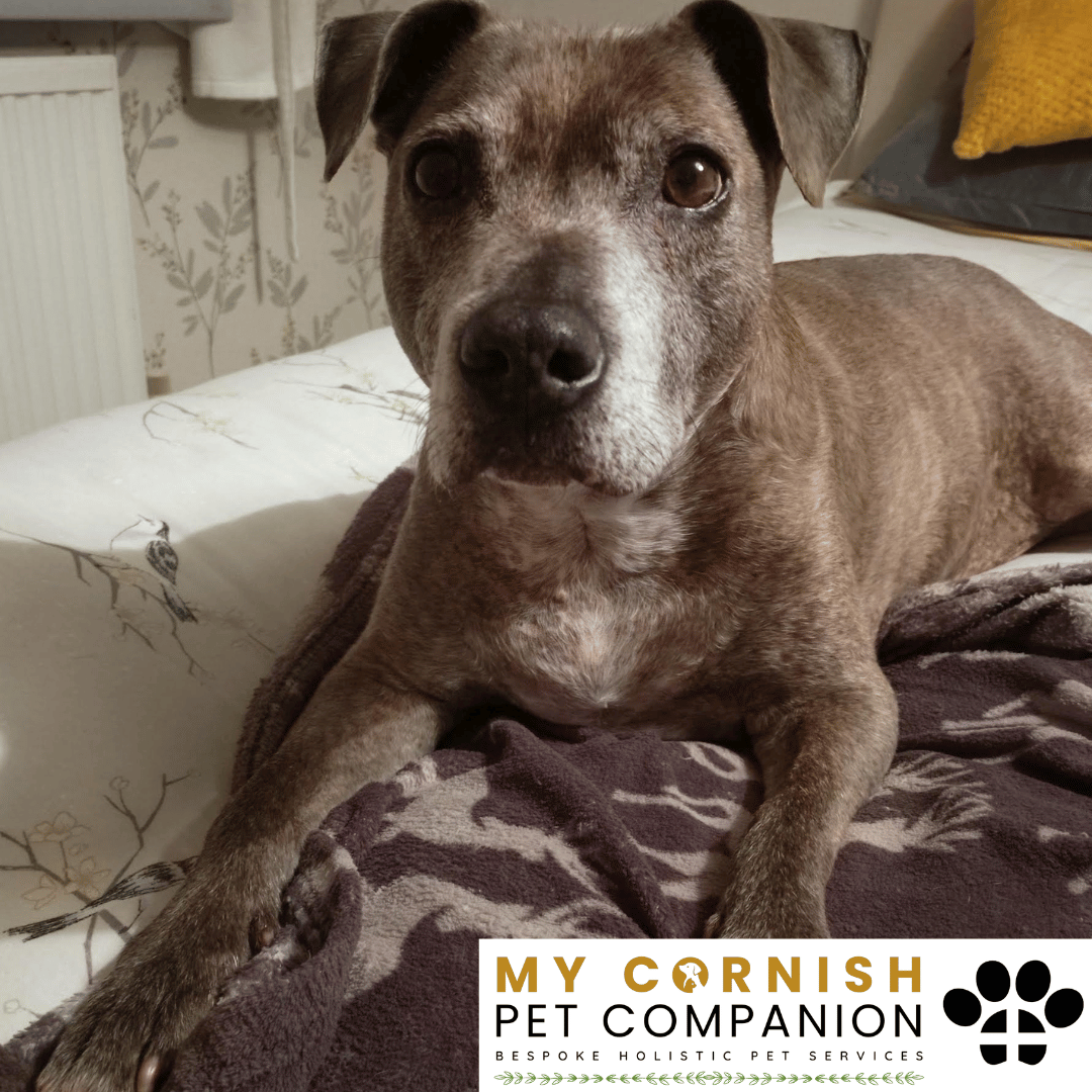 Pet Sitting Services in Saltash. Pet Sitting Services in Cornwall. Pet Sitting Services in Devon. Pet Sitting Services in Devon & Cornwall My Cornish Pet Companion offers professional pet sitting services, personalised pet care services and dedicated pet chaperone services across Saltash, Devon, and Cornwall. From wedding pet chaperone to special event and life event pet chaperone services, I'm here to make sure your pets are cared for, wherever life takes you. Pet Chaperone Services in Saltash. Pet Chaperone Services in Cornwall. Pet Chaperone Services in Devon. Pet Chaperone Services in Devon & Cornwall My Cornish Pet Chaperone offers professional pet chaperone services, personalised pet chaperone services and dedicated pet chaperone services across Saltash, Devon, and Cornwall. From wedding pet chaperone to special event and life event pet chaperone services, I'm here to make sure your pets are cared for, wherever life takes you. Pet Doula Services in Saltash. Pet Doula Services in Cornwall. Pet Doula Services in Devon. Pet Doula Services in Devon & Cornwall My Cornish Pet Doula offers professional pet doula and pet and animal end of life support services, personalised pet doula services and dedicated pet doula services across Saltash, Devon, and Cornwall. When it's time to say goodbye to your family's best friend, then I'm here to bring support and guidance at a difficult time. PROFESSIONAL PET CARE IN SALTASH, CORNWALL AND DEVON. PET SITTING IN SALTASH. PET SITTING IN CORNWALL. PET SITTING IN DEVON. HOUSE SITTING IN CORNWALL AND DEVON. WEDDING PET CHAPERONE SERVICES. PET DOULA AND PET END-OF-LIFE SUPPORT. My Cornish Pet Companion provides professional, trusted, reliable and compassionate pet care services from our base in Saltash, Cornwall, serving pet owners across Cornwall, Devon and the wider Devon and Cornwall region. Offering personalised pet sitting, dog sitting, cat sitting, in-home pet sitting, holiday pet sitting, overnight pet care, house sitting, house and pet sitting, wedding pet chaperone services, dog wedding chaperone services, special event pet chaperoning, senior pet care, pet doula services, palliative pet support and compassionate pet end-of-life support, My Cornish Pet Companion provides a highly personal alternative for owners looking for experienced and dependable professional pet care in Saltash, Cornwall and Devon. If you are searching for a PET SITTER IN SALTASH, PET SITTER IN CORNWALL, PET SITTER IN DEVON, PET SITTING IN CORNWALL, PET SITTING IN DEVON, PET SITTING IN SALTASH, DOG SITTER IN CORNWALL, DOG SITTER IN DEVON, CAT SITTER IN CORNWALL, CAT SITTER IN DEVON, HOME PET SITTER, HOLIDAY PET SITTER, OVERNIGHT PET SITTER or PROFESSIONAL PET CARE NEAR ME, My Cornish Pet Companion offers attentive, individual pet care tailored around your animal, their personality, their established routine and their home environment. Our professional in-home pet sitting services allow dogs, cats and other companion animals to remain in familiar surroundings while their owners are away, with dedicated care, companionship, feeding, exercise, attention and support built around their normal everyday routine. Our PET SITTING SERVICES IN CORNWALL AND DEVON are ideal for owners going on holiday, travelling for work, spending a weekend away, attending a special occasion or simply needing trusted additional support with their pets. Based in SALTASH, CORNWALL, My Cornish Pet Companion provides professional pet sitting and home pet care across Cornwall and Devon for owners seeking a dependable alternative to kennels, catteries and traditional pet boarding. Whether you have a dog, cat, puppy, senior pet, multiple pets or an animal with an individual routine, our personalised Cornwall and Devon pet sitting services are centred around comfort, consistency, companionship and compassionate care. My Cornish Pet Companion also provides PROFESSIONAL HOUSE SITTING IN SALTASH, HOUSE SITTING IN CORNWALL, HOUSE SITTING IN DEVON and combined HOUSE AND PET SITTING SERVICES throughout Cornwall and Devon. If you're searching for a HOUSE SITTER NEAR ME, HOUSE SITTER CORNWALL, HOUSE SITTER DEVON, HOUSE SITTER SALTASH, HOLIDAY HOUSE SITTING, OVERNIGHT HOUSE SITTING, HOME SITTING, PROPERTY SITTING or HOUSE AND PET SITTER NEAR ME, our professional house sitting service provides reassurance that your home is being looked after while you're away. From maintaining a reassuring presence at your property to collecting post, watering plants, putting out bins, checking your home and caring for pets in their own surroundings, our house sitting and pet sitting services are tailored to your individual home, animals and requirements. For couples planning a DOG-FRIENDLY WEDDING IN CORNWALL or DOG-FRIENDLY WEDDING IN DEVON, My Cornish Pet Companion also provides dedicated WEDDING PET CHAPERONE SERVICES throughout Saltash, Cornwall and Devon. Our professional wedding dog chaperone and pet wedding chaperone services help make it possible for your beloved pet to be part of your wedding ceremony, wedding photographs and celebrations while receiving dedicated one-to-one care and supervision. Whether your dog is walking down the aisle, greeting wedding guests, appearing in photographs, acting as a ring bearer or simply joining you for part of your special day, our WEDDING PET CHAPERONE CORNWALL and WEDDING PET CHAPERONE DEVON services allow your pet to participate without placing responsibility for their care on your family, bridesmaids, groomsmen or wedding guests. Searching for a WEDDING PET CHAPERONE NEAR ME, DOG WEDDING CHAPERONE NEAR ME, WEDDING DOG SITTER, PET CHAPERONE CORNWALL, PET CHAPERONE DEVON, WEDDING DOG CHAPERONE CORNWALL, WEDDING DOG CHAPERONE DEVON or WEDDING PET CHAPERONE SALTASH? My Cornish Pet Companion provides professional pet chaperoning for weddings, engagements, proposals, family celebrations, photography sessions, special occasions and other important events across Cornwall and Devon. Our pet chaperone service can include caring for your pet around the event, supervising them while they are present and ensuring they remain comfortable, happy and cared for throughout their involvement in your special occasion. My Cornish Pet Companion also provides compassionate PET DOULA SERVICES IN SALTASH, PET DOULA SERVICES IN CORNWALL and PET DOULA SERVICES IN DEVON for families caring for elderly, senior, seriously ill or end-of-life pets. Our non-veterinary pet doula and pet end-of-life support services provide sensitive, personalised practical and emotional support alongside the professional medical care provided by your veterinary team. For owners searching for a PET DOULA NEAR ME, PET DOULA CORNWALL, PET DOULA DEVON, PET DOULA SALTASH, PET END-OF-LIFE SUPPORT NEAR ME, SENIOR PET CARE CORNWALL, SENIOR PET CARE DEVON, PALLIATIVE PET SUPPORT, END-OF-LIFE SUPPORT FOR DOGS, END-OF-LIFE SUPPORT FOR CATS or COMPASSIONATE PET LOSS SUPPORT, My Cornish Pet Companion offers an understanding and individual approach centred around your pet's comfort, dignity, quality of life and your needs as their family. From everyday professional pet sitting to holiday pet care, overnight pet sitting, house sitting, house and pet sitting, wedding dog chaperoning, special event pet chaperoning, senior pet support and compassionate pet doula services, My Cornish Pet Companion provides a comprehensive range of PROFESSIONAL PET SERVICES IN CORNWALL AND DEVON. Based in SALTASH and serving pet owners across CORNWALL AND DEVON, we provide reliable, attentive and personalised support for owners who want their pets and homes cared for with the same consideration and attention they would give them themselves. PET SITTING NEAR ME. PET SITTER NEAR ME. DOG SITTER NEAR ME. CAT SITTER NEAR ME. PET CARE NEAR ME. HOUSE SITTER NEAR ME. HOUSE AND PET SITTER NEAR ME. PET CHAPERONE NEAR ME. WEDDING PET CHAPERONE NEAR ME. DOG WEDDING CHAPERONE NEAR ME. PET DOULA NEAR ME. PET END-OF-LIFE SUPPORT NEAR ME. For pet owners searching throughout SALTASH, CORNWALL AND DEVON, My Cornish Pet Companion provides professional pet sitting, dog sitting, cat sitting, home pet care, holiday pet sitting, house sitting, property sitting, house and pet sitting, wedding pet care, wedding dog chaperoning, pet chaperone services, senior pet care, pet doula support and compassionate end-of-life pet support. Whether you're looking for PROFESSIONAL PET SITTING IN SALTASH, PROFESSIONAL PET SITTING IN CORNWALL, PROFESSIONAL PET SITTING IN DEVON, TRUSTED PET CARE IN CORNWALL, RELIABLE PET CARE IN DEVON, DOG SITTING IN SALTASH, DOG SITTING IN CORNWALL, DOG SITTING IN DEVON, CAT SITTING IN SALTASH, CAT SITTING IN CORNWALL, CAT SITTING IN DEVON, HOUSE SITTING IN SALTASH, HOUSE SITTING IN CORNWALL, HOUSE SITTING IN DEVON, WEDDING PET CHAPERONING IN CORNWALL, WEDDING PET CHAPERONING IN DEVON, PET DOULA SUPPORT IN CORNWALL or PET DOULA SUPPORT IN DEVON, discover the personal, compassionate and professional service offered by My Cornish Pet Companion. MY CORNISH PET COMPANION – PROFESSIONAL PET CARE IN SALTASH, CORNWALL AND DEVON. Trusted pet sitting, dog sitting, cat sitting, home pet sitting, holiday pet care, house sitting, house and pet sitting, wedding pet chaperone services, dog wedding chaperoning, special occasion pet care, senior pet support, pet doula services and pet end-of-life support throughout Cornwall and Devon. Personal care for beloved pets. Dependable support for their people. Professional pet services tailored around every animal, every home and every individual situation.