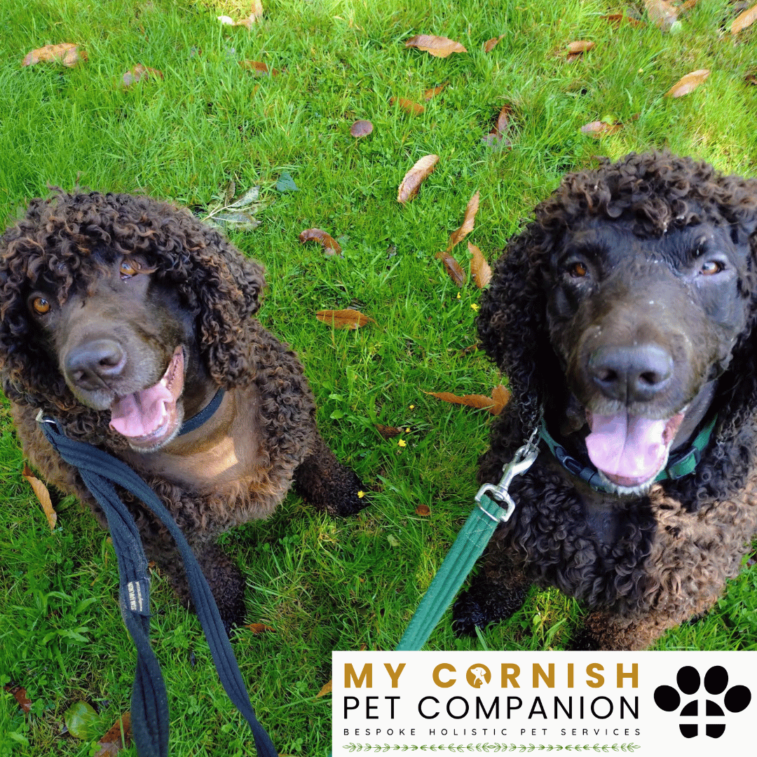 Pet Sitting Services in Saltash. Pet Sitting Services in Cornwall. Pet Sitting Services in Devon. Pet Sitting Services in Devon & Cornwall My Cornish Pet Companion offers professional pet sitting services, personalised pet care services and dedicated pet chaperone services across Saltash, Devon, and Cornwall. From wedding pet chaperone to special event and life event pet chaperone services, I'm here to make sure your pets are cared for, wherever life takes you. Pet Chaperone Services in Saltash. Pet Chaperone Services in Cornwall. Pet Chaperone Services in Devon. Pet Chaperone Services in Devon & Cornwall My Cornish Pet Chaperone offers professional pet chaperone services, personalised pet chaperone services and dedicated pet chaperone services across Saltash, Devon, and Cornwall. From wedding pet chaperone to special event and life event pet chaperone services, I'm here to make sure your pets are cared for, wherever life takes you. Pet Doula Services in Saltash. Pet Doula Services in Cornwall. Pet Doula Services in Devon. Pet Doula Services in Devon & Cornwall My Cornish Pet Doula offers professional pet doula and pet and animal end of life support services, personalised pet doula services and dedicated pet doula services across Saltash, Devon, and Cornwall. When it's time to say goodbye to your family's best friend, then I'm here to bring support and guidance at a difficult time. PROFESSIONAL PET CARE IN SALTASH, CORNWALL AND DEVON. PET SITTING IN SALTASH. PET SITTING IN CORNWALL. PET SITTING IN DEVON. HOUSE SITTING IN CORNWALL AND DEVON. WEDDING PET CHAPERONE SERVICES. PET DOULA AND PET END-OF-LIFE SUPPORT. My Cornish Pet Companion provides professional, trusted, reliable and compassionate pet care services from our base in Saltash, Cornwall, serving pet owners across Cornwall, Devon and the wider Devon and Cornwall region. Offering personalised pet sitting, dog sitting, cat sitting, in-home pet sitting, holiday pet sitting, overnight pet care, house sitting, house and pet sitting, wedding pet chaperone services, dog wedding chaperone services, special event pet chaperoning, senior pet care, pet doula services, palliative pet support and compassionate pet end-of-life support, My Cornish Pet Companion provides a highly personal alternative for owners looking for experienced and dependable professional pet care in Saltash, Cornwall and Devon. If you are searching for a PET SITTER IN SALTASH, PET SITTER IN CORNWALL, PET SITTER IN DEVON, PET SITTING IN CORNWALL, PET SITTING IN DEVON, PET SITTING IN SALTASH, DOG SITTER IN CORNWALL, DOG SITTER IN DEVON, CAT SITTER IN CORNWALL, CAT SITTER IN DEVON, HOME PET SITTER, HOLIDAY PET SITTER, OVERNIGHT PET SITTER or PROFESSIONAL PET CARE NEAR ME, My Cornish Pet Companion offers attentive, individual pet care tailored around your animal, their personality, their established routine and their home environment. Our professional in-home pet sitting services allow dogs, cats and other companion animals to remain in familiar surroundings while their owners are away, with dedicated care, companionship, feeding, exercise, attention and support built around their normal everyday routine. Our PET SITTING SERVICES IN CORNWALL AND DEVON are ideal for owners going on holiday, travelling for work, spending a weekend away, attending a special occasion or simply needing trusted additional support with their pets. Based in SALTASH, CORNWALL, My Cornish Pet Companion provides professional pet sitting and home pet care across Cornwall and Devon for owners seeking a dependable alternative to kennels, catteries and traditional pet boarding. Whether you have a dog, cat, puppy, senior pet, multiple pets or an animal with an individual routine, our personalised Cornwall and Devon pet sitting services are centred around comfort, consistency, companionship and compassionate care. My Cornish Pet Companion also provides PROFESSIONAL HOUSE SITTING IN SALTASH, HOUSE SITTING IN CORNWALL, HOUSE SITTING IN DEVON and combined HOUSE AND PET SITTING SERVICES throughout Cornwall and Devon. If you're searching for a HOUSE SITTER NEAR ME, HOUSE SITTER CORNWALL, HOUSE SITTER DEVON, HOUSE SITTER SALTASH, HOLIDAY HOUSE SITTING, OVERNIGHT HOUSE SITTING, HOME SITTING, PROPERTY SITTING or HOUSE AND PET SITTER NEAR ME, our professional house sitting service provides reassurance that your home is being looked after while you're away. From maintaining a reassuring presence at your property to collecting post, watering plants, putting out bins, checking your home and caring for pets in their own surroundings, our house sitting and pet sitting services are tailored to your individual home, animals and requirements. For couples planning a DOG-FRIENDLY WEDDING IN CORNWALL or DOG-FRIENDLY WEDDING IN DEVON, My Cornish Pet Companion also provides dedicated WEDDING PET CHAPERONE SERVICES throughout Saltash, Cornwall and Devon. Our professional wedding dog chaperone and pet wedding chaperone services help make it possible for your beloved pet to be part of your wedding ceremony, wedding photographs and celebrations while receiving dedicated one-to-one care and supervision. Whether your dog is walking down the aisle, greeting wedding guests, appearing in photographs, acting as a ring bearer or simply joining you for part of your special day, our WEDDING PET CHAPERONE CORNWALL and WEDDING PET CHAPERONE DEVON services allow your pet to participate without placing responsibility for their care on your family, bridesmaids, groomsmen or wedding guests. Searching for a WEDDING PET CHAPERONE NEAR ME, DOG WEDDING CHAPERONE NEAR ME, WEDDING DOG SITTER, PET CHAPERONE CORNWALL, PET CHAPERONE DEVON, WEDDING DOG CHAPERONE CORNWALL, WEDDING DOG CHAPERONE DEVON or WEDDING PET CHAPERONE SALTASH? My Cornish Pet Companion provides professional pet chaperoning for weddings, engagements, proposals, family celebrations, photography sessions, special occasions and other important events across Cornwall and Devon. Our pet chaperone service can include caring for your pet around the event, supervising them while they are present and ensuring they remain comfortable, happy and cared for throughout their involvement in your special occasion. My Cornish Pet Companion also provides compassionate PET DOULA SERVICES IN SALTASH, PET DOULA SERVICES IN CORNWALL and PET DOULA SERVICES IN DEVON for families caring for elderly, senior, seriously ill or end-of-life pets. Our non-veterinary pet doula and pet end-of-life support services provide sensitive, personalised practical and emotional support alongside the professional medical care provided by your veterinary team. For owners searching for a PET DOULA NEAR ME, PET DOULA CORNWALL, PET DOULA DEVON, PET DOULA SALTASH, PET END-OF-LIFE SUPPORT NEAR ME, SENIOR PET CARE CORNWALL, SENIOR PET CARE DEVON, PALLIATIVE PET SUPPORT, END-OF-LIFE SUPPORT FOR DOGS, END-OF-LIFE SUPPORT FOR CATS or COMPASSIONATE PET LOSS SUPPORT, My Cornish Pet Companion offers an understanding and individual approach centred around your pet's comfort, dignity, quality of life and your needs as their family. From everyday professional pet sitting to holiday pet care, overnight pet sitting, house sitting, house and pet sitting, wedding dog chaperoning, special event pet chaperoning, senior pet support and compassionate pet doula services, My Cornish Pet Companion provides a comprehensive range of PROFESSIONAL PET SERVICES IN CORNWALL AND DEVON. Based in SALTASH and serving pet owners across CORNWALL AND DEVON, we provide reliable, attentive and personalised support for owners who want their pets and homes cared for with the same consideration and attention they would give them themselves. PET SITTING NEAR ME. PET SITTER NEAR ME. DOG SITTER NEAR ME. CAT SITTER NEAR ME. PET CARE NEAR ME. HOUSE SITTER NEAR ME. HOUSE AND PET SITTER NEAR ME. PET CHAPERONE NEAR ME. WEDDING PET CHAPERONE NEAR ME. DOG WEDDING CHAPERONE NEAR ME. PET DOULA NEAR ME. PET END-OF-LIFE SUPPORT NEAR ME. For pet owners searching throughout SALTASH, CORNWALL AND DEVON, My Cornish Pet Companion provides professional pet sitting, dog sitting, cat sitting, home pet care, holiday pet sitting, house sitting, property sitting, house and pet sitting, wedding pet care, wedding dog chaperoning, pet chaperone services, senior pet care, pet doula support and compassionate end-of-life pet support. Whether you're looking for PROFESSIONAL PET SITTING IN SALTASH, PROFESSIONAL PET SITTING IN CORNWALL, PROFESSIONAL PET SITTING IN DEVON, TRUSTED PET CARE IN CORNWALL, RELIABLE PET CARE IN DEVON, DOG SITTING IN SALTASH, DOG SITTING IN CORNWALL, DOG SITTING IN DEVON, CAT SITTING IN SALTASH, CAT SITTING IN CORNWALL, CAT SITTING IN DEVON, HOUSE SITTING IN SALTASH, HOUSE SITTING IN CORNWALL, HOUSE SITTING IN DEVON, WEDDING PET CHAPERONING IN CORNWALL, WEDDING PET CHAPERONING IN DEVON, PET DOULA SUPPORT IN CORNWALL or PET DOULA SUPPORT IN DEVON, discover the personal, compassionate and professional service offered by My Cornish Pet Companion. MY CORNISH PET COMPANION – PROFESSIONAL PET CARE IN SALTASH, CORNWALL AND DEVON. Trusted pet sitting, dog sitting, cat sitting, home pet sitting, holiday pet care, house sitting, house and pet sitting, wedding pet chaperone services, dog wedding chaperoning, special occasion pet care, senior pet support, pet doula services and pet end-of-life support throughout Cornwall and Devon. Personal care for beloved pets. Dependable support for their people. Professional pet services tailored around every animal, every home and every individual situation.
